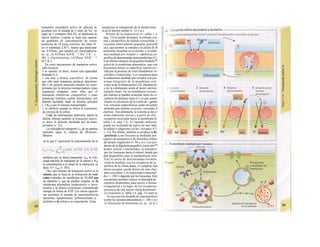 transporte secundario activo de glucosa se
acoplara con la entrada de 2 iones de Na+
en
lugar de 1 (simporte SGLTl), se duplicaría la
fuerza tractora. Cuando se tiene que superar
un gradiente de concentración de varias
potencias de 10 (caso extremo, los iones H+
en el estómago LIO6
), tienen que participar
las ATPasas, que pueden ser electrogénicas
(p. ej., la ATPasa NaVK+
; 3 Na+
/2 K+
; v.
46) o electroneutras (ATPasa HYK+
: 1
H+
/! K+
).
En estos mecanismos de transporte activo
cabe destacar:
» se saturan, es decir, tienen una capacidad
limitada (J11J,
» son más o menos específicos, de forma
que sólo unas sustancias químicas determina-
das y en general parecidas pueden ser trans-
portadas por la proteína transportadora; estas
sustancias compiten entre ellas por el
transporte (inhibición competitiva), » estas
sustancias similares suelen transportarse con
distinta facilidad, dada su distinta afinidad
(~1/KM) por el sistema transportador,
» se inhiben cuando se altera el suministro
de energía de la célula.
Todas las afirmaciones anteriores, menos la
última, afectan también al transporte pasivo,
es decir, la difusión facilitada por un trans-
portador (v. 22).
La velocidad del transporte J53, de un sistema
saturable sigue la cinética de Michaelis-
Menten:
en la que C representa la concentración de la
sustancia que se desea transportar, Jmáx la velo-
cidad máxima de transporte de la misma y KM
la concentración a la mitad de la saturación, es
decir, 0,5 · Jmax (v. 383).
Otro tipo distinto de transporte activo es la
citosis, que se basa en la formación de vesí-
culas rodeadas de membrana de 50-400 nm
de diámetro y que se pueden originar en Ia
membrana plasmática (endocitosis) o incor-
porarse a la misma (exociíosis) consumiendo
energía en forma de ATP. Las citosis específi-
cas permiten la entrada de macromoíécu/as
'proteínas, lipoproteínas, polinucleótidos y -
acáridos) a la célula o su exportación. Estas
sustancias se transportan de la misma man·
ra en el interior celular (v. 12 y ss.).
Dentro de la endocitosis (v. tabla 1.Λ
pág. 13) se puede distinguir la entrada con·
nua e inespecífica de líquido extracelular Λ
vesículas relativamente pequeñas (pinociB
sis), que permite la entrada a la célula de B
moléculas disueltas en el mismo, y la endo·
tosis mediada por receptor (= adsortiva), es-
pecífica de determinadas macromoléculas (C).
Esta última empieza en pequeñas hendidu™
(pits) de la membrana plasmática, que con
frecuencia tienen su superficie interna rev·
tida por la proteína da trina (hendiduras ve-
vestidas o coated pits). Los receptores para
la endocitosis mediada por receptor son pro-
teínas integrales de la membrana celu·
como la de la lipoproteína LDL (hepatocitc·
o de la cobalamina unida al factor intrínse·
(epitelio ileal). En las hendiduras revestic·
por clatrina se pueden acumular miles de re-
ceptores de distintos tipos (C), lo que aumet·
mucho la eficiencia de la unión de !¡gande
Las vesículas endocitósicas están envueltae
principio por clatrina (vesículas revestidas Λ
clatrina). Tras eliminarla, la vesícula se der.o-
mina endosoma inicial y a partir de ella ·
receptores recirculan hacia la membrana (C
tabla 1.6, pág. 13). El ligando endocita·
puede ser exocitado de nuevo (al otro lado·
la célula) o «digerirse» en los ¡isosomas (C].
v. 13). Por último, también se produce la fa-
gocitosis (con frecuencia mediada por·
ceptor) de patógenos o de desechos célula·
del propio organismo (v. 94 y ss.). Los pro-
ductos de la digestión pequeños, como ami™
ácidos, azúcar y nucleótidos, se transport·
por los lisosomas hacia el citosol, donde que
dan disponibles para el metabolismo celu·
Tras la unión de determinadas hormón·
como la insulina, con los receptores de la ·
perficie de la célula diana, el complejo hor
mona-receptor queda dentro de una «her·
dura revestida» y es endocitado («internal!·
do»; v. 282) y digerido por los lisosomas. Esfc
mecanismo permite reducir la densidad de ·
ceptores disponibles para unirse a hormo·
(«regulación a Ia baja» de los receptores·
presencia de una mayor oferta hormonal).·
La exocitosis (v. tabla 1.6, pág. 13) perrl te
la exportación dirigida de macromolécul
(como las enzimas pancreáticas, v. 246 y ss.l
la liberación de hormonas (p. ej., en la I
 