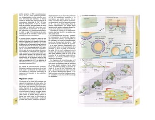 pófisis posterior, ν. 280) o neurotransmiso-
res (v. 50 y ss.). Estas sustancias permane-
cen «empaquetadas» en las vesículas secre-
toras (revestidas por clatrina) y se liberan
cuando se produce una señal (aumento de la
concentración intracelular de Ca2+
). El «ma-
terial de empaquetado», es decir, la membra-
na de las vesículas, son endocitadas de nuevo
(recicladas). La fusión de la membrana exoci-
tada explica la incorporación de sus proteí-
nas integradas a Ia membrana plasmática
(v. tabla 1.6, pág. 13) y permite que el conte-
nido líquido de las vesículas se vacíe hacia el
exterior (exocitosis constitutiva).
El complejo proteico «coatomero» realiza en este
caso Ia función de Ia clatrina. Las vesículas em-
piezan a producirse en el aparato de Golgi trans
porque Ia GNRP (proteína liberadora de nucleóti-
do guanina) de Ia membrana de Golgi fosforila el
GDP del ARF (factor de ribosilación ADP) citosoli-
co a GTD (D1). Las moléculas de ARF-GTP se an-
clan en Ia membrana y forman los «coatomeros»
(D2), a partir de los que se producen las vesícu-
las revestidas por coatomeros (D3). Estas vesí-
culas contienen en Ia membrana v-SNARE (re-
ceptor proteico asociado a las vesículas de sinap-
tosomas), que reconocen el tfdiana, del inglés
target)-SNARE de Ia membrana diana (en este
caso Ia membrana plasmática); así se produce Ia
rotura del complejo ARF-GTP, con liberación de
ARF-GDP y coatomero y por último fusión de las
membranas y exocitosis (D4,5).
La entrada de macromoléculas (proteínas,
hormonas) mediante endocitosis en un lado
de la célula y su liberación en el lado contra-
rio constituye el transporte transceíular de
sustancias, por ejemplo en los endotelios:
transcitosis.
Migración celular
La mayoría de las células del organismo son
capaces de desplazarse de forma activa (E),
aunque en condiciones normales pocas célu-
las utilizan esta capacidad. Los espermato-
zoides disponen de un sistema especial de
movimiento, ya que los movimientos de su
cola en forma de látigo le permiten despla-
zarse a una velocidad de 2.000 um/min.
Otras células se pueden mover, aunque de
forma más lenta, como los fibroblastos a
1.2 µπι/min, que pueden acudir a una herida
y formar una cicatriz. También se producen
desplazamientos en el desarrollo embrionm
rio, en los granulocitos neutrófilos y /os
macrófagos, que pueden atravesar las pa-
redes vasculares bajo control quimiotác·
co dirigiéndose hacia las bacterias invasore
(v. 94 y ss.). y, por último, en las células tu-
morales «degeneradas», que pueden migre
hacia diversos tejidos corporales donde eje·
cen un efecto pernicioso (metástasis).
La migración consiste en el desplazarme·
to sobre una base fija (El) y se produce cua·
do la célula móvil:
« a) se despolimerizan la actina y la tubulii·
del citoesqueleto; b) se endocitan fragmen»
de la membrana celular y se transportan ha-
cia «adelante» en forma de vesículas endocí·
cas, y c) se eliminan hacia fuera iones y líqul
do celular en la parte «trasera» de la célula,·
* en su parte «anterior» (lamelipodio) a) se
polimeriza la actina con la participación de la
profilina, es decir, se juntan los monomer·
de actina (E2) y con la colaboración de Ia
miosina I (de la membrana plasmática) se des-
plaza hacia «adelante» (gasto de ATP); b) las
vesículas de la membrana celular vuelven·
formarse, y c) vuelven a entrar los iones y lí-
quido desde el exterior.
Los fragmentos de la membrana que no B
encuentran implicados momentáneamen·
en la citosis se desplazan a modo de una hilera
de orugas desde «delante» hacia «atrae
Como la membrana celular se encuentra an-
clada en el caso de los fibroblastos sob·
todo a la fibronectina de la matriz extraceh·
lar, la célula se desplaza hacia delante. La cé-
lula consigue este anclaje mediante recept·
res específicos, como los de fibronectina de
los fibroblastos.
 