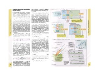 Potencial eléctrico de membrana y
canales iónicos
El transporte de iones conlleva un cambio
de carga, es decir, el desarrollo de una dife-
rencia de potencial eléctrico. Los iones que
abandonan la célula por difusión, como el K+
,
producen un potencial de difusión, por el
cual el exterior celular tiene más carga positi-
va que el interior. Este potencial tiende a
atraer a los iones que han salido por difusión
de la célula (difusión facilitada por gradiente
químico; v. 20 y ss.) de nuevo al interior celular
(transporte mediado por potencial; v. 22). La
difusión de K+
se mantiene hasta que ambas
fuerzas de tracción (de sentidos opuestos) se
equilibran, es decir, hasta que su suma o gra-
diente electroquímico sea O (igual que el
potencial electroquímico). En ese momento
¡a concentración del ion a ambos lados de la
membrana es igual (concentración de equili-
brio) con un potencial determinado (potencial
de equilibrio).
El potencial de equilibrio Ex de un ion
«X» entre la cara interna (i) y externa (a) de
la membrana celular se puede calcular con la
ecuación de Nernst:
donde R es la constante general de los gases
(= 8.314 J · K-1
· mol·1
), T es la temperatura
absoluta (en el cuerpo 310 K), F la constante
de Faraday, es decir, la carga por mol (= 9,65
• 104
A - S - mol"1
), zx el número de cargas del
ion (+1 para K+
, +2 para Ca2+
, -1 para
Cb, etc.), In el logaritmo natural y [X] la con-
centración «efectiva» (= actividad, v. 376) del
ion X. Para una temperatura corporal de 310
K el valor R · T/F = 0,0267 V"1
. Si se cam-
bia ln[X]a/[X], por -ln[X]/[X]a, V en mV y In
en log (v. 380 y s.), la ecuación de Nernst
quedaría sustituyendo en 1.17:
Si «X» fuera, por ejemplo, el K+
y las con-
centraciones fueran (K+
), = 140 y (K+
)a =
4,5 mmol/kg H2O, el potencial de equilibrio
para K+
sería EK = -61 · 1 · log 31 = -91 mV.
Si la membrana celular sólo fuera permeable
para los iones K+
, el potencial de membra-
na Em coincidiría con este valor de -91 m*
Em = EK(Al).
En presencia del potencial de equilibrio i
tipo de iones implicados X determina en qj
medida se desplazan en una dirección por I
gradiente químico o en la contraria por el po-
tencial eléctrico. El potencial electroquí-
mico (Em - Ex, también denominado «fuer!
tractora» electroquímica, aunque no se tral
de una «fuerza» física) también es O, igual qtl
la suma de ambas corrientes iónicas, la denl
minada corriente neta de iones (Ix).
Para medir la «permeabilidad» de url
membrana para los iones se utiliza en IuJ
del coeficiente de permeabilidad P (v. ecJ
ción 1.5, pág. 22) la conductividad (depel
diente de la concentración) gx [S · nr2
] (calca
lo v. ecuación 1.9. pág. 22). Se refiere al
superficie de la membrana y depende del w
lor G [S] (= !/resistencia [1/Ω]).
La ecuación de Ohm para la corriere
neta de iones/superficie de la membranal
[A · nrr2
] quedaría, por tanto:
Ix = S*-(En,-Ex). [ I l l
Ix sería distinto de O cuando el potencial 1
membrana real E111 se alejara del potenc·
de equilibrio Ex, algo que sucede, por eje·
pío, cuando la ATPasa Na+
-K+
(¡electrogé·
ca!, v. 26) está activada de forma pasaje·
(hiperpolarización. A2) o cuando la membe
na celular no sólo resulta permeable para lo:
iones K+
, sino también para el Na+
(despoil
rización, A3) y el Cl". Si la membrana fuel
permeable para más tipos de iones, resultan
decisiva la contribución de la conductividl
para cada uno de ellos gK, gNa y ga a la col
ductividad global de la membrana (gm), es de
cir, el valor de la conc/uctiuidacf fraccionas
fx, que se calcula:
fx = Sx/sm ni
Si se conocen la conductividad fraccionada!
los potenciales de equilibrio (comparar 1.1J
de los iones implicados, se puede calcular E
como:
Em = EK.fK + ENa.fNa + Ec|.fcl [1.1
 