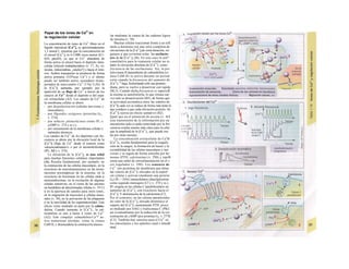 Papel de los iones de Ca2+
en
Ia regulación celular
La concentración de iones de Ca2+
libres en el
liquido intersticial [Ca2+
]a es aproximadamente
1,3 mmol/1, mientras que la concentración en
el citosol [Ca2+
]¡ es 4-5.000 veces menor (0,1-
0,01 µπιοΐ/ΐ), ya que el Ca2+
abandona de
forma activa el citosol hacia el depósito intra-
celular [retículo endoplasmático (v. 17, A), ve-
sículas, mitocondrias, ¿núcleo?] o hacia el exte-
rior. Ambos transportes se producen de forma
activa primaria (ATPasas Ca2+
) y el último
puede ser también activo secundario (trans-
portador de intercambio Ca2+
/3 Na+
J (Al). Si
la [Ca2+
Ij aumenta, por ejemplo por la
aparición de un flujo de Ca2+
a través de los
cana/es de Ca2+
desde el depósito y del espa-
cio extracelular (A2). Los canales de Ca2+
de
la membrana celular se abren:
- por despolarización (células nerviosas y
musculares),
- por Hgandos exógenos (proteína G0,
v. 274),
- por seña/es ¡ntracelu/ares como IP3 o
cAMP (v. 274 y ss.) y
- por estiramiento de la membrana celular o
estímulos térmicos.
Los canales de Ca2+
de los depósitos con fre-
cuencia se abren por la elevación local de la
[Ca2+
Ij (flujo de Ca2+
desde el exterior como
«desencadenante») o por el inositoltrifosfato
(IP3, A2 y v. 276)
La elevación de la [Ca2+
]¡ es una señal
para muchas funciones celulares importantes
(A). Resulta fundamental, por ejemplo, en
la contracción de las células musculares, en la
exocitosis de neurotransmisores en las termi-
naciones presinápticas de la neurona, en la
exocitosis de hormonas en las células endo y
neuroendocrinas, en la excitación de algunas
células sensitivas, en el cierre de las uniones
en hendidura de determinadas células (v. 19 C)
y en la apertura de canales para otros iones,
en la migración de leucocitos y células tumo-
rales (v. 30), en la activación de las plaquetas
y en la movilidad de los espermatozoides. Este
efecto viene mediado en parte por la calmo-
dulina. Cuando aumenta la [Ca2+
I1, la cal-
modulina se une a hasta 4 iones de Ca2+
(A2). Este complejo calmodulina-Ca2
* ac-
tiva numerosas enzimas, como la cinasa
CaM II, y desencadena la contracción muscu-
lar mediante la cinasa de las cadenas ligera·
de miosina (v. 70).
Muchas células reaccionan frente a un esfl
mulo u hormona con una serie completa de
elevaciones de la [Ca2+
]¡de corta duración, reí
guiares y que revierten solas: las oscilacio-
nes de la [Ca2+
]¡ (B). En este caso la sen*
cuantitativa para la respuesta celular no es
tanto la elevación absoluta de [Ca2+
], como ·
frecuencia de las oscilaciones. Así, la pro
teín-cinasa II dependiente de calmodulina (ci-
nasa CaM-II) se activa durante un period·
corto cuando la frecuencia del aumento de
[Ca2+
I1
es
baja, fosforilando sólo sus protein;·
diana, pero se vuelve a desactivar con rapide
(Bl,3). Cuando dicha frecuencia es supericB
la enzima se autofosforila, lo que retrasa cae·
vez más su desactivación (B3), de forma que
la actividad enzimática entre las señales de
[Ca2+
Ij cada vez se reduce de forma más lente lo
que conduce a que cada elevación posteric· de
[Ca2+
Ij ejerza un efecto sumativo (B2i.
Igual que en el potencial de acción (v. 4(9
esta transmisión de la información por un
mecanismo todo-o-nada controlado por la frw
cuencia resulta mucho más clara para la célu·
que la amplitud de la [Ca2+
],, que puede ose·
lar por otras razones.
La concentración extracelular de Ca2
B
[Ca2+
J0, resulta fundamental para la coagule
ción de la sangre, la formación de hueso y la
excitabilidad de las células musculares y ner-
viosas y se regula de forma estrecha por ho·
monas (PTH, calcitonina) (v. 290) y reprB
senta una señal de retroalimentación en el c·
cío regulador (v. 290). Los sensores de
Ca2+
son proteínas de membrana que detee
tan valores de [Ca2+
J3 elevados en la superf·
cié celular y activan (mediante una protein·
Gq) IP3 + DAG intracelulares (diacilglicerine
como segundo mensajero (Cl y v. 274 y ss.).
IP3 origina en las células C parafoliculares un
aumento de [Ca2+
], con exocitosis hacia el
[Ca2+
J3 V disminución de la calcitonina (C2;
Por el contrario, en las células paratiroidea·
un valor de la [Ca2+
]a elevado disminuye el
reparto del [Ca2+
I3 aumentando PTH. proce
so mediado por DAG y fosfocinasa C (PKC·
así eventualmente por la reducción de la cor·
centración de cAMP (por proteína G¡. ν. 27*β
(C3). También hay sensores para el Ca2+
en
los osteoclastos y los epitelios renal e inteaB
tinal.
 