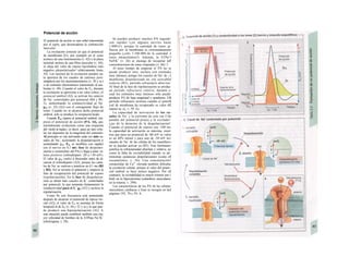 Potencial de acción
El potencial de acción es una señal transmitida
por el αχόη, que desencadena la contracción
muscular.
La excitación consiste en que el potencial
de membrana (EJ, por ejemplo en el cono
axónico de una motoneurona (v. 42) o la placa
terminal motora de una fibra muscular (v. 44),
se aleja del valor de reposo haciéndose más
negativo (despolarizador! relativamente lenta,
Al). Las razones de la excitación pueden ser
la apertura de los canales de cationes post-
sinápticos por los neurotransmisores (v. 50 y ss.)
o un estímulo electrotónico transmitido al am-
biente (v. 48). Cuando el valor de En, durante
la excitación se aproxima a un valor crítico, el
potencial umbral (Al), se activan los cana/es
de Na+
controlados por potencial (B4 y Bl-
2), aumentando la conductividad al Na+
gNa (v. 32) (A2) con el consiguiente flujo de
iones. Cuando no se alcanza dicho potencial
umbral, sólo se produce la «respuesta local».
Cuando En, supera el potencial umbral, em-
pieza el potencial de acción (PA, Al), que
normalmente evoluciona como una respuesta
del «todo o nada», es decir, para un tipo celu-
lar sin depender de la magnitud del estímulo.
Al principio se van activando cada vez más ca-
nales de Na+
, acelerando la despolarización y
aumentando gNa. E1n se modifica con rapidez
(en el nervio en 0,1 ms: fase de despolari-
zación o «extensión» del PA) y llega a tener va-
lores positivos (sobredisparo -20 a +30 mV).
El valor de gNa vuelve a descender antes de al-
canzar el sobredisparo (A2), porque los cana-
les de Na+
se vuelven a inactivar en 0,1 ms (B2
y B3). Así se invierte el potencial y empieza la
fase de recuperación del potencial de reposo
(repolarización). En la fase de despolariza-
ción se abren más canales de K+
controlados
por potencial, lo que aumenta (lentamente) la
conductividad para el K+
gK (A2) y acelera la
repolarización.
Como 9κ con frecuencia está aumentado
después de alcanzar el potencial de reposo ini-
cial (A2), el valor de Em se asemeja de forma
temporal al de EK (v. 44 y 32 y ss.), lo que pue-
de producir una hiperpolarización (Al). A
esta situación puede contribuir también una ma-
yor velocidad de bombeo de la ATPasa Na+
/K+
(electrógena, v. 28).
Se pueden producir muchos PA seguido·
con rapidez (¡en algunos nervios haste
1.000/s!), porque la cantidad de iones qi·
fluyen por la membrana es extremadamente
pequeña (¡sólo 1/100.000 de la cantidad Λ
iones intracelulares!). Además, la ATPa^l
NaYK+
(v. 26) se encarga de recuperar lafl
concentraciones de iones originales (v. 46). J
Al poco tiempo de empezar el PA no se
puede producir otro, incluso con estímuke
muy intensos, porque los canales de Na+
de ¡Λ
membrana despolarizada no son activablef
todavía (B3): período refractario abso/utc·
Al final de la fase de repolarización se produc·
un período refractario relativo, durante e·
cual los estímulos muy intensos sólo puede·
producir PA de baja magnitud y pendiente. EB
período refractario termina cuando el poterB
cial de membrana ha recuperado su valor dfl
reposo (p. ej., v. 59, A).
La capacidad de activación de los ca-
nales de Na+
y la corriente de este ion I^de
penden del potencial preuio a la excitado!·
(¡no de la duración de la despolarización!·
Cuando el potencial de reposo sea -100 m»
la capacidad de activación es máxima, mien·
tras que para un potencial de -60 mV su valoe
es un 40% menor y para uno de -50 mV los·
canales de Na+
de las células de los mamífero»
no se pueden activar ya (B3). Este fenómeno·
justifica la refractariedad absoluta y relativa, as·
como la falta de excitabilidad cuando se ad··
ministran sustancias despolarizantes (como ell
suxametonio; v. 56). Una concentración!
extracelular de Ca2+
elevada también dificulta·
la excitación celular, porque el valor del poten-·
cial umbral se hace menos negativo. Por ell
contrario, la excitabilidad es mayor (menor um-1
bral) en la hipocalcemia (calambres musculares·
en la tetania; v. 290).
Las características de los PA de las células·
musculares cardíacas y lisas se recogen en lasl
páginas 192, 70 y 59, A.
 