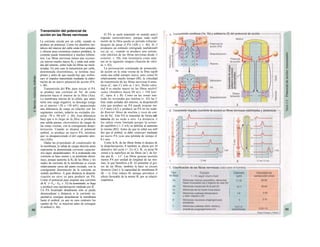 Transmisión del potencial de
acción en las fibras nerviosas
La corriente circula por un cable, cuando se
produce un potencial. Como los alambres me-
tálicos del interior del cable están bien aislados
y ofrecen poca resistencia (menos pérdidas), la
comente puede transmitirse a muchos kilóme-
tros. Las fibras nerviosas tienen una resisten-
cia interna mucho mayor R¡ y están mal aisla-
das del entorno, sobre todo las fibras no mieli-
nizadas. En este caso la transmisión por cable,
denominada electrotónica, se termina muy
pronto y antes de que suceda hay que «refres-
car» el impulso transmitido mediante la elabo-
ración de un nuevo potencial de acción (PA,
v. 46).
Transmisión del PA: para iniciar el PA
se produce una corriente de Na+
de corta
duración hacia el interior de la fibra (Ala).
La membrana interna de la célula, que antes
tenía una carga negativa, se descarga (carga
en el interior +20 o +30 mV), apareciendo
una diferencia de carga en relación con los
segmentos vecinos, todavía no excitados (in-
terior -70 a -90 mV: v. 46). Esta diferencia
hace que α Io largo de Ia fibra se produzca
una salida pasiua, electrotónica de cargas de
las zonas vecinas, con la consiguiente despo-
larización. Cuando se alcanza el potencial
umbral, se produce un nuevo PA, mientras
que va desapareciendo el del segmento ante-
rior (AIb).
Dadas las propiedades de condensador de
la membrana, la salida de cargas descrita antes
representa la denominada corriente capacita-
tiva (aquí: despolarizante). Al ir avanzando esta
corriente se hace menor y su pendiente dismi-
nuye, porque aumenta la R¡ de las fibras y los
nudos de corriente de la membrana se cruzan
relativamente cerca del punto excitado, con la
consiguiente disminución de la corriente en
sentido periférico. A gran distancia la despola-
rización no sirve ya para producir un PA.
Como el potencial para originar una corriente
de K+
(= Em - EK; v. 32) ha aumentado, se llega
a producir una repolarización mediada por K+
.
Un PA localizado distalmente sólo se puede
desencadenar a distancia si la corriente ca-
pacitativa consigue despolarizar la membrana
hasta el umbral, ya que en caso contrario los
canales de Na+
se inactivan antes de conseguir
el umbral (v. 46).
El PA se suele transmitir en sentido ante-I
rógrado (anteródromo), porque cada sejH
mentó de la fibra queda en período refractar·
después de pasar el PA (AIb y v. 46). Si Λ
produjera un estímulo retrógrado (anfidrómH
coj (p. ej., cuando se produce una estimu·
ción eléctrica de las fibras nerviosas desde Λ
exterior; v. 50), éste terminaría como máx·
mo en la siguiente sinapsis (función de válví·
la; v. 42).
La provocación continuada de potencíale·
de acción en la zona vecina de la fibra repiB
senta una señal siempre nueva, pero consu^H
relativamente mucho tiempo (Bl); la velocidad
de transmisión de las fibras nerviosas θ amie·
nicas (C, tipo C) sólo es 1 m/s. Dicha veloc·
dad θ es mucho mayor en las fibras mielirU
zadas (hombres hasta 90 m/s = 350 km/·
(C, tipos A y B). Como en las zonas inte·
nodo les revestidas por mielina (v. 42) las f·
bras están aisladas del entorno, la despolarizH
ción que produce un PA puede avanzar me·
(1,5 mm) (A2) y producir un PA en los nodo·
de Ranvier libres de mielina y ricos de can·
les de Na+
. Este PA se transmite de forma sal-
tatoria de un nodo a otro. La distancia Λ
los saltos viene limitada porque la corner·
de equilibrio (1-2 nA) se debilita al aumente
la misma (B2). Antes de que la señal sea mM
ñor que el umbral, se debe «renovar» mediante
un nuevo PA (con una pérdida de tiempo d·
0,1 ms).
Como la R1 de las fibras limita el alcance de
la despolarización, θ también se afecta por M
diámetro del axón (= 2r) (C). R1 es prop^B
cional a la superficie de las fibras (πι2
), de for·
ma que R1 ~ 1/r2
. Las fibras gruesas necesite
menos PA por unidad de longitud de las mis·
mas, lo que beneficia a Θ. Al aumentar el gro·
sor de las fibras, también la hace su circure
ferencia (2πτ) y la capacidad de membrana B
(K ~ r). Esto reduce Θ, aunque prevalece Λ
efecto favorable de la menor R1 por su relació·
cuadrática.
 