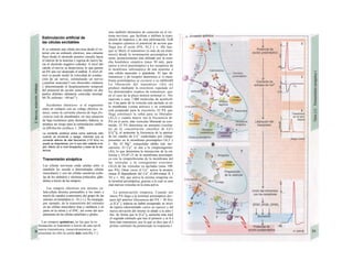 sino también elementos de conexión en el sis··
tema nervioso, que facilitan o inhiben la trans·
misión de impulsos y de otra información. EnB
la sinapsis química el potencial de acción que·
llega por el axón (PA; Al,2 y v. 48) hac·
que se libere el transmisor (o más de un trans·
misor) desde la terminación presináptica de·
axón; posteriormente éste difunde por la estre·
cha hendidura sináptica (unos 30 nm), para·
unirse a nivel posísinóptico a los receptores de
la membrana subsináptica de una neurona· o
una célula muscular o glandular. El tipo de·
transmisor y de receptor determina si /Q mem·
brana postsinápíica se excitará o se inhibiráH
La liberación del transmisor (Al) sel
produce mediante la exociíosis regulada άΛ
los denominados cuantos de transmisor, que·
en el caso de la placa motora terminal (v. 56)·
equivale a unas 7.000 moléculas de acetilcoli·
na. Una parte de la vesícula está anclada ya en·
la membrana («zona activa») y su contenidc·
está preparado para la exocitosis. El PA que·
llega constituye la señal para su liberador·
(Al,2) y cuanto mayor sea la frecuencia de·
PA en el axón, más vesículas liberarán su con-·
tenido. El PA determina un aumento (oscilan·
te) en Ia concentración citosólica de Ca2
»
[Ca2+
Ij, al aumentar la frecuencia de la apertur·
de los canales de Ca2+
controlados por voltaje·
presentes en la membrana presináptica (Al,3 y
v. 36). El Mg2+
extracelular inhibe este me-·
canismo. El Ca2+
se une a la sinaptoíagmino·
(Al), lo que determina la interacción de la sin·
toxina y SNAP-25 de la membrana presinápti·
ca con la sinapíobreuma de la membrana del
las vesículas y la consiguiente exociíosi·
(Al,4) de las vesículas ya ancladas (unas 100·
por PA). Otras veces el Ca2+
activa la protein·
cinasa II dependiente del Ca2+
(CaM-cinasa II, I
A5 y v. 36), que activa la enzima sinapsina en·
la terminal presináptica, gracias a la cual se anm
clan nuevas vesículas en la zona activa.
La potenciación sináptica. Cuando uní
nuevo PA llega a la terminal presináptica des-·
pues del anterior (frecuencia del PA > 30 Hz)·
¡a [Ca2+
], todavía no habrá recuperado su nivel·
de reposo (denominado calcio en reposo) y IaI
nueva elevación del mismo se añade a la ante-1
ñor, de forma que la [Ca2+
]¡ aumenta más trasl
el segundo estímulo que tras el primero y se Ii-I
bera más transmisor, por lo que se dice que el I
primer estímulo ha potenciado la respuesta I
Estimulación artificial de
las células excitables
Si se estimula una célula nerviosa desde el ex-
terior con un estímulo eléctrico, una comente
fluye desde el electrodo positivo (ánodo) hacia
el interior de la neurona y regresa de nuevo ha-
cia el electrodo negativo (cátodo). A nivel del
cátodo el nervio se despo/ariza, lo que genera
un PA una vez alcanzado el umbral. A nivel clí-
nico se puede medir la velocidad de conduc-
ción de un nervio, estimulando un nervio
(¡muchas neuronas!) con electrodos cutáneos
y determinando el desplazamiento temporal
del potencial de acción suma medido en dos
puntos distintos (distancia conocida) (normal:
40-70, enfermo: <40 ms"1
).
Accidentes eléctricos: si el organismo
entra en contacto con un voltaje eléctrico in-
tenso, como la corriente alterna de baja fre-
cuencia (red de alumbrado), en una situación
de baja resistencia (pies desnudos, bañera), se
produce un riesgo para la estimulación cardía-
ca (fibrilación cardíaca, v. 200).
La corriente continua actúa como estímulo sólo
cuando se enciende o apaga, mientras que Ia
corriente alterna de alta frecuencia (>15 kHz) no
puede ya despolarizar, por Io que sólo calienta el te-
jido, efecto útil a nivel terapéutico y base de Ia dia-
termia.
Transmisión sináptica
Las células nerviosas están unidas entre sí
(también les sucede a determinadas células
musculares) y con las células sensitivas (célu-
las de los sentidos) y electoras (músculos, glán-
dulas) a través de las sinapsis.
Las sinapsis eléctricas son uniones cé-
lula-célula directas permeables a los iones a
través de canales (conexones) del grupo de las
uniones en hendidura (v. 16 y s.). Se encargan,
por ejemplo, de la transmisión del estímulo
en las células musculares lisas y cardíacas y en
parte en la retina y el SNC, así como del aco-
plamiento de las células epiteliales y gliales.
Las sinapsis químicas, en las que la in-
formación se transmite a través de una sus-I
tancia transmisora, (neuro)transmisor, re-
presentan no sólo la unión más sencilla 1:1,
 