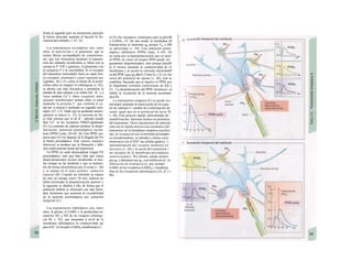frente al segundo (por un mecanismo parecido
la fuerza muscular aumenta al hacerlo Ia fre-
cuencia del estímulo; v. 67, A).
Los transmisores excitadores son, entre
otros, la acet//co/¡na y el glutamato, que se
suelen liberar acompañados de cotransmiso-
res, que con frecuencia modulan la transmi-
sión del estímulo (acetilcolina se libera con la
sustancia P, VlP o galanina; el glutamato con
la sustancia P o la encefaliña). Si el receptor
del transmisor estimulador fuera un canal ióni-
co (receptor ¡onoíropo o canal regulado por
I¡gandes, A6 y F), como el efecto de la acetil-
colina sobre la sinapsis N-colinérgicas (v. 82),
se abriría con más frecuencia y permitiría la
entrada de más cationes a la célula (Na+
, K+
y a
veces también Ca2+
). Otros receptores deno-
minados metabotropos actúan sobre el canal
mediante la proteína C, que controla el ca-
nal por sí misma o mediante un segundo men-
sajero (A7 y F). Dado que su gradiente electro-
químico es mayor (v. 32), la corriente de Na+
es más intensa que la de K+
; además puede
fluir Ca2+
en los receptores NMDA-glutamato
(F). La corriente de cationes produce la despo-
larización: potencial postsináptico excita-
torio (PPSE) (máx. 20 mV; B). Este PPSE em-
pieza unos 0,5 ms después de la llegada del PA
al botón presináptico. Este retraso sinóptico
(latericia) se produce por la liberación y difu-
sión relativamente lentas del transmisor.
Un PPSE no suele desencadenar ningún PA
postsináptico, sino que hace falta que varias
despo/arizaciones locales producidas al mis-
mo tiempo en las dendritas y que se transmi-
ten de forma electrotónica por el soma (v. 48)
y se suman en el cono axónico: sumación
espacial (B). Cuando un estímulo se separa
de otro un tiempo (unos 50 ms), todavía no
habrá terminado la despolarización anterior y
la siguiente se añadirá a ella, de forma que el
potencial umbral se alcanzará con más facili-
dad, fenómeno que aumenta la excitabilidad
de la neurona postsináptica por sumación
temporal (C).
Los transmisores inhibidores son, entre
otros, la glicina, el GABA y la acetilcolina (re-
ceptores M2 y M3 de las sinapsis colinérgi-
cas M; v. 82), que aumentan a nivel de la
membrana subsináptica la conductividad (g)
para el K+
(el receptor GABAB metabotropo) o
el Ch (los receptores ionotropos para la glicirB
y GABAA; F). De este modo, la membrana sfl
h/perpo/ariza al aumentar gK porque Em y RB
se aproximan (v. 44). Este potencial postsi-
náptico inhibitorio (PPSI) (máx. 4 mV; D)
no actúa por la hiperpolarización que se opon·
al PPSE en curso (el propio PPSI puede ser ·
geramente despolarizante), sino porque duraJH
te el mismo aumenta la conductividad de ΐΛ
membrana y se acorta la corriente electrotónH
ca del PPSE (¡gKo gcl altos!). Como EK y ECI es· tan
cerca del potencial de reposo (v. 44), éste se
estabiliza, haciendo que se inactive el PPSE por
la importante corriente cortocircuito de Κβ y
Cl~. La despolarización del PPSE disminuye· se
inhibe la excitación de la neurona postsinárj·
tica (D).
La transmisión sináptica (E) se puede in-j
terrumpir mediante la inactivación de los cana-
les de cationes (= cambio de conformación de·
canal, igual que en el potencial de accic^B
v. 46). Este proceso rápido, denominado de-
sensibi/ización, funciona incluso en presencia
del transmisor. Otros mecanismos de interrun·
ción son la rápida destrucción enzimática del
transmisor en la hendidura sináptica (acetilco·
na), su recaptación por la terminal presinápti-
ca (noradrenalina), su entrada a células extra
neurona/es (en el SNC las células guales), 1;
iníernalización del receptor mediante en
docitosis (v. 28) y la unión del transmisor í
un receptor de la membrana presinápticj
(autorreceptor). Por último, puede aumen·
por gK y disminuir por gCa con inhibición d< Ia
liberación de transmisores, por ejempl
GABA en los receptores GABAB y noradrena
lina en los receptores adrenérgicos (X2 (F j v.
86).
 
