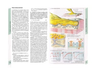 Placa motora terminal
La transmisión de los estímulos desde el axón
motor a las fibras musculares se produce en la
placa motora terminal (PMT: A). una sinapsis
química (v. 50 y ss.). El transmisor es la acetil-
colina (ACh, v. 82). que se liga a un recep-
tor colinérgico de tipo N(icotínico) en la mem-
brana subsináptica de la célula muscular (= sar-
colema) (A3) Los receptores colinérgicos N
son ionotropos, es decir, son también canales
iónicos (A4). El receptor colinérgico de tipo N
de la placa motora (tipo NM) está constituido
por 5 unidades. 2a y 1 β. yy δ. de las que cada
una posee 4 hélices a transmembrana (v. 14).
Cuando una molécula de ACh se une a las
dos subunidades α del receptor colinérgico N.
se abre el canal (Bl) durante un período corto
de 1 ms como media. A diferencia de los
canales de Na- controlados por voltaje, la
probabilidad de apertura pa del receptor de
ACh no aumenta por la despolarización, sino
por la concentración de ACh en la hendidura
(v. 50 y ss.).
El canal es especifico para cationes (Na+
,
K+
, Ca2+
). es decir, con un potencial de acción
de -90 mV determina una corriente de entra-
da de Na+
y otra de salida de K+
(sustancial-
mente menor) (v. 32 y ss. y 44) y la consi-
guiente despolarización: potencial de la pla-
ca terminal (PPT).
La corriente de un cana! aislado de 2.7 pA
(Bl) se suma hasta formar la corriente en mi-
niatura de Ia placa terminal de algunos nA.
cuando se vacia de forma espontánea una vesí-
cula (= 1 cuanto de ACh) y se activan miles de
receptores colinérgicos N (B2). Ésta no sirve
para desencadenar un potencial de acción (PA)
postsináptico. que aparece en un PA motoaxo-
nal cuando se vacían cientos de dichas vesícu-
las y se abren unos 200.000 canales al mismo
tiempo: corriente de la placa terminal indu-
cida por nervios (Ip7) de unos 400 nA (B3).
La corriente de la placa terminal 1PT
depende de:
- el numero de canales abiertos (= número de
canales η por probabilidad de apertura pj.
donde pa depende de
- la concentración de ACh en la hendidura si-
náptica (hasta 1 mmol/1).
- la conductividad del canal γ (aprox. 30 pS) y
- en menor medida del potencial de membra-
na Em. ya que la fuerza de tracción electric·
(Em - ENa K: v. 32 y ss.) disminuye cuando M es
menos negativo.
ENa K representa el «potencial de equilibrio conjuB
to» para el Na* y el K* y vale O mV. También se ύΛ
nomina potencial de retorno, porque determina Ia di
rección de IPT (= lNa + IK). que en presencia de un E·
negativo fluye en un sentido (corriente de entraij·
de Na* > corriente de salida del K*) y se inviene
cuando Em > O (corriente de salida de K-
> corrie^B
de entrada de Na*). Resulta, por tanto:
lPT = n-pa-v-(Em-ENaK)[A] [21]
El PPT inducido por nervios en el múscJH
esquelético es mucho mayor (¡despolarizad·
de unos 70 mV!) que el PPSR (menos nfl
v. 50 y ss.). de forma que los PA de los axorB
motores superan el umbral. El PPSE se extie
de por mecanismo elecíroíónico por el sar·
lema vecino, donde se producen PA por los ca-
na/es de Na* contro/ados por voltaje y se g·
ñera la contracción muscular
La transmisión sinápüca se interrumpe pfl
que la ACh de la hendidura sináptica: 1) se
degrada con rapidez por la aceíiícoíinest^B
sa de la membrana basal subsináptica y 2) JH
funde fuera de la misma (v. 82).
La PMT puede bloquearse con tóxicos I
fármacos, con la consiguiente debilidad
muscular y parálisis. Por ejemplo, la toxiBJ
botulinica inhibe el vaciamiento de las vesícuH
y el veneno de la cobra α-bungarotoxina blo-
quea la apertura de los canales. En las cirugíe
se emplean sustancias parecidas al curaiB
como (+)-tubocurarina para conseguir la relaja-
ción muscular. Estas sustancias desplazan la
ACh de sus sitios de unión (inhibición compe·
tiva). careciendo por sí solas de efecto desp^B
rizador. Esta inhibición se puede evitar (Bl
inhibidores de Ia co/inesíerasa. como la neojHJ
tigmina (decurarización). Aumentan la concg·
tración de ACh en la hendidura, por lo que m
puede volver a desplazar el curare. Si los inhil
dores de la colinesterasa llegan a una sinapsis i
tacta. el aumento permanente de Ia concena
ción de ACh produce una parálisis por desp
larización sostenida. Este efecto lo comparl
las sustancias parecidas a la ACh (como siw
metonio). que despolarizan como la ACh, pa
disminuyen de forma más lenta. La parálisis
debe a que los canales de Na+
del sarcolei se
inactivan de forma prolongada por la desa
larización sostenida de la PMT (v. 46).
 
