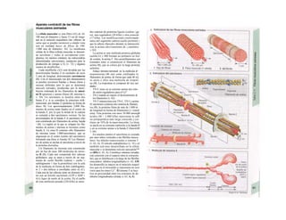 Aparato contráctil de las fibras
musculares estriadas
La célula muscular es una fibra (A2) de 10-
100 mm de diámetro y hasta 15 cm de longi-
tud en el músculo esquelético (las «fibras» de
carne que se pueden reconocer a simple vista
son en realidad haces de fibras de 100-
1.000 mm de diámetro; Al). La membrana
celular de la fibra (célula) muscular se denomi-
na sarcolema y rodea al sarcoplasma (cito-
plasma), los núcleos celulares, las mitocondrias
(denominadas sarcosomas), sustancias para la
producción de energía u O2 (v. 72) y algunos
cientos de miofibríltas.
Cada miofibrilla (A3) está dividida por las
denominadas bandas Z en unidades de unos
2 mm de longitud, denominadas sarcómeros
(B). Con el microscopio (en dos dimensiones)
se pueden reconocer bandas y líneas claras y
oscuras definidas (por lo que se denomina
músculo estriado), producidas por la distri-
bución ordenada de los filamentos de miosi-
na Il (gruesos) y acuna (finos) (B, miosina I,
v. 30). Un sarcómero se localiza entre dos
líneas Z o, si se considera la estructura tridi-
mensional, dos bandas Z (proteína en forma de
disco, B). Los aproximadamente 2.000 fila-
mentos de actina están fijados en el centro de
la banda Z, por lo que la mitad de la cadena
se extiende a dos sarcómeros vecinos. En las
proximidades de la banda Z el sarcómero sólo
está constituido por filamentos de actina: banda
/ (B). La región en la que se solapan los fila-
mentos de actina y miosina se reconoce como
banda A. La zona H contiene sólo filamentos
de miosina (unos 1.000/sarcómero), que se
engruesan en el centro (centro del sarcómero)
formando una línea (o banda) M. Los filamen-
tos de actina se anclan al sarcolema a través de
la proteína distrofina.
Un filamento de miosina está constituido
por un haz de unas 300 moléculas de miosi-
na II (B). Cada uno comprende dos cabezas
globulares, que se unen a través de un seg-
mento de cuello flexible (cabeza + cuello =
subfragmento 1 tras la proteólisis) con la cola
de la molécula en forma de hilo (subfragmen-
to 2 = dos hélices α enrolladas entre sí) (C).
Cada una de las cabezas tiene un dominio mo-
tor con un bolsillo nucleótido (ATP o ADP +
PJ) y lugar de unión de Ia actina. En el cuello
de esta molécula pesada (220 kDa) se unen
dos cadenas de proteínas ligeras (cadena /¡ge·
ra), una reguladora (20 kDa) y otra esencial
(17 kDa). Las modificaciones conformado·
nales del segmento cabeza-cuello permiten }
que la cabeza «bascule» durante su interacción
con la actina (des/izamiento de /¡/amentos·
v. 62).
La actina es una molécula proteica globulae
(actina G) y 400 forman un polímero en forr·
de cordón, la actina F. Dos protofilamentos ene
(rentados entre sí constituyen el filamento de
actina (B), que se coloca por la larga proteínj·
nebulina.
Enlace término-terminal: en la molécula d<
tropomiosina (40 nm) están confinados lo
filamentos de actina, de forma que cada 40 ni]
se ancla a ellos una molécula de troponi
na (B). La troponina se compone de tres uni
dades:
- TN-C tiene en su extremo amino dos sitio
de unión reguladores para el Ca2+
.
- TN-I impide en reposo el deslizamiento di
los filamentos (v. 62).
- TN-T interacciona con TN-C, TN-I y actina.
El sarcómero contiene otro sistema de filamerj
tos (B), la proteína fitina de más de 1.000 ni
de longitud en forma de filamentos (= coned·
tina). Esta proteína con unos 30.000 aminqB
ácidos (M > 3.000 kDa) representa la caB
na polipeptídica más larga conocida y cor·
tituye un 10% de la masa muscular. La titina
se ancla en su extremo carboxilo a la banda B
y en su extremo amino a la banda Z (funcióiM
v. 66).
En muchos puntos el sarcolema es cruzada
por unos tubos verticales a las fibrillas muscu-
lares: los túbulos transversales o sistema T
(v. 63, A). El retículo endoplásmico (v. 10 y sil
también está muy desarrollado en la célula
muscular y se denomina retículo sarcopíósr™
co (RS) (v. 63, A). Constituye cámaras cerradas
(sin conexión con el espacio intra ni extracelu-
lar), que se distribuyen a lo largo de las fibrillas
musculares: túbulos longitudinales (v. 63, AM
Su desarrollo es mayor en el músculo esquel·
tico que en el miocardio y representa un resé·
vorio para los iones Ca2+
. El sistema T se loca·
liza en proximidad entre los extremos de do·
túbulos longitudinales (tríada; v. 63, A, B).
 