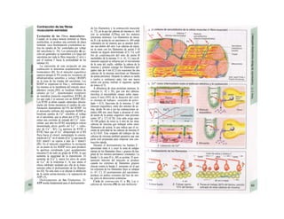 Contracción de las fibras
musculares estriadas
Excitación de las fibras musculares:
Cuando en la placa motora terminal se libera
acetilcolina, se produce una corriente de placa
terminal, cuya diseminación e/ectrotónica ac-
tiva los canales de Na+
controlados por voltaje
del sarcolema (v. 56). Los potenciales de ac-
ción así generados se transmiten a lo largo del
sarcolema por toda la fibra muscular (2 m/s) y
por el sistema T hacia la profundidad de las
mismas (A).
La conversión de esta excitación en una
contracción se denomina acoplamiento elec-
tromecánico (B). En el músculo esquelético
empieza porque el PA excita los receptores de
dihidropiridina sensibles a voltaje (RDHP)
en la zona de las tríadas del sarcolema. Los
RDHP se organizan en filas y, enfrentados a
los mismos en la membrana del retículo sarco-
plásmico vecino (RS), se localizan hileras de
canales de Ca2+
, denominados receptores
de rianodina (músculo esquelético: RYRl), de
los que cada 2 se asocian con un RDHP (B2).
Los RYRl se abren cuando «detectan» directa-
mente (de forma mecánica) el cambio de con-
formación dependiente del PA del RDHP. En
el miocardio enfrente del segmento RDHP se
localizan canales de Ca2+
sensibles al voltaje
en el sarcolema, que se abren por el PA y per-
miten una corriente de entrada del Ca2+
extra-
celular, que abre los RYR2 miocárdicos (efecto
denominado efecto gatillo del Ca2+
= «chis-
pa» de Ca2+
, B3). La apertura de RYRl o
RYR2 hace que el Ca2+
almacenado en el RS
fluya hacia el citosol, aumentando la concen-
tración de Ca2+
en el mismo ([Ca2+
]¡) que pasa de
0,01 mmol/1 en reposo a más de 1 mmol/1
(Bl). En el músculo esquelético la excitación
en un punto de los RDHP sirve para producir
la apertura coordinada (¿por acoplamiento
mecánico?) de todo un grupo de RYRl, lo que
aumenta la seguridad de la transmisión. El
aumento de [Ca2+
]¡ satura los sitios de unión
de Ca2+
de la troponina C, lo que anula el
efecto inhibidor mediado por ella de la tropo-
miosina sobre el deslizamiento de los filamen-
tos (D). No está claro si se afectan la inhibición
de la unión actina-miosina o la separación de
ADP y P¡,
Deslizamiento de los filamentos. El
ATP resulta fundamental para el deslizamiento
de los filamentos y la contracción muscular
(v. 72), en la que las cabezas de miosina (v. 6(J)
con su actiuidad ATPasa son los motores
(proteínas motoras). Los filamentos de miosj.
na II y de actina de un sarcómero (v. 60) están
ordenados de tal manera que se pueden desli-
zar uno dentro del otro. Las cabezas de miosi.
na se unen con los filamentos de actina Í<M
mando un ángulo determinado (Cl). Un caM
bio de conformación del sitio de unión B
nucleótidos de la miosina 11 (v. 61, C), cuya di-
mensión espacial se refuerza por el movimiento
de la zona del cuello, «dobla» la cabeza de Ia
miosina y arrastra consigo los filamentos del-
gados más de 4 nm (C2) (en ocasiones las dos
cabezas de la miosina movilizan un filamento
de actina próximo). Después la cabeza se suelta
y vuelve a «estirarse» para, tras una nueva
unión con actina, realizar el siguiente «golpe
de remo» (C3).
A diferencia de otras proteínas motoras, la
cinesina (v. 42 y 58), que con dos cabezas
moviliza el microtúbulo «mano sobre mano·
(unos 8 nm) (50% de la duración del ciclo
es «tiempo de trabajo»: «cociente de activi-
dad» = 0,5), fracciona de la miosina 11 del
músculo esquelético, entre dos uniones de ac-
tina, desde 36 nm a (en las contracciones rá-
pidas) 400 nm, para llegar a alcanzar el sitio
de unión de la actina «superior» más próximo
(entre 10° y 12°) (C3b). Este salto exige unos
10-100 golpes de remo (a 4 nm) de las otras
cabezas de miosina que trabajan sobre estos
filamentos de actina, lo que indica que el co-
ciente de actividad de las cabezas de miosina D
es 0,1-0,01. Este «reparto del trabajo» de las
cabezas de miosina también garantiza que una
parte esté preparada para empezar una con-
tracción rápida.
Durante el deslizamiento las bandas Z ·
aproximan entre sí y crece la zona de solapa-
miento de los filamentos finos y gruesos (la lon-
gitud de los mismos permanece constante). La
banda I y la zona H (v. 60) se acortan. El acor-
tamiento máximo del músculo se produce
cuando los extremos de filamentos gruesos
chocan contra la banda Z, momento en el que
los extremos de los filamentos finos se solapan
(v. 67, C). El acortamiento del sarcómero·
produce en ambos extremos del haz de mic·
na, pero en direcciones contrarias.
Ciclo de contracción (C y D). Las o·
cabezas de miosina (M) de una molécula ·
 