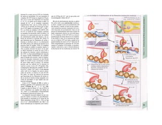 miosina Il se unen con un ATP en el bolsillo
de unión de nucleótidos. En este momento el
complejo M-ATP forma un ángulo de 90 gra-
dos con el resto del filamento de miosina
(v. 61, C) y la unión con la actina es débil. La
entrada de Ca2+
en el complejo troponina-
tropomiosina hace que ία acíina actíue Ia
ATPasa de la miosina. de forma que se diso-
cia el ATP ligado a la miosina (ATP -» ADP +
P1) y se forma un complejo A-M-ADP-P¡ (Dl).
Si el P1 se suelta de este complejo, aumenta
la constante de asociación entre Ia actina y la
miosina a la cuarta potencia por un cambio
de conformación (unión más fuerte) y las ca-
bezas de miosina se inclinan 40° (D2a). lo
que determina que los filamentos de actina y
miosina se deslicen entre sí. La eliminación
del ADP coloca a las cabezas de miosina en su
posición final (45 grados: D2b). El complejo
A-M restante es estable («complejo rígido») y
sólo se puede convertir de nuevo en un enla-
ce débil mediante la unión de otro ATP a
las cabezas de miosina («efecto debilitador»
del ATP). La fácil distensibilidad del músculo
en reposo resulta fundamental, por ejemplo,
para el llenado del corazón y para la respues-
ta de los músculos extensores en una flexión
rápida. Si el ATP se une a la miosina, la unión
de nuevo débil entre la actina y la miosina
permite que las cabezas de Ia miosina se
vuelvan a poner rectas (45 a 90 grados, D4),
la disposición adecuada del complejo M-ATP.
Si la [Ca2+
], fuera >1Q-6
mol/1, lo que depende
sobre todo de la llegada de nuevos poten-
ciales de acción, se renueva el ciclo D1-D4.
Por tanto, no todas las cabezas de miosina
que fraccionan de los filamentos de actina es-
tán en acción al mismo tiempo (pequeño «co-
ciente de actividad»), lo que impide una con-
tracción retrógrada.
Como el Ca2+
liberado del RS se vuelve a
bombear gastando ATP (transporte activo me-
diante ATPasas de Ca2+
; v. 17, A y 26).
Cuando se deja de liberar Ca2+
por el RYR, la
[Ca2+
], disminuye con rapidez por debajo de
10~6
mol/1 y se interrumpe el deslizamiento
de filamentos (posición de reposo, D).
La relajación muscular después de una con-
tracción rápida se acelera con parvalbúmina.
Esta proteina se encuentra en el citosol de las
fibras musculares de tipo 2(F) (v. 58) y se liga
con el Ca2+
(intercambiándolo por Mg2+
) con
mayor afinidad que la troponina, pero menor
que la ATPasa de Ca2+
, por lo que actúa corr·
un amortiguador «lento» de Ca2+
.
El ciclo de deslizamiento descrito es aplicó
ble sobre todo a una contracción isotónica,
es decir, cuando existe un acortamiento refl
del músculo. Cuando se trate de una contrac-
ción isométrica potente (aumento de la ter·
sión muscular sin acortamiento claro) en M
proceso de deslizamiento interviene el denoi^B
nado componente elástico en serie del muso·
lo. El complejo A-M-ATP (D3) se conviet·
posiblemente de forma directa en el complejo
A-M-ADP-P1 (Dl). En el músculo del orga·
mo no se fabrica ATP; por tanto, cuando no se
puede bombear de nuevo el Ca2+
hacia los tfl
bulos longitudinales ni disponer de ATP pai·
separar el complejo A-M estable, se produce·
rigidez cadavérica, que se desencadena p·
la disolución de las moléculas de miosir^H
 