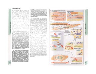 Musculatura lisa
La musculatura lisa (ML) está constituida por
capas de células fusiformes. Interviene en la
función de muchos órganos (estómago, intesti-
no, vejiga, útero, bronquios, ojos, etc.) y en la
regulación de la circulación a través de los va-
sos sanguíneos. La ML contiene las formas
para el músculo liso de los filamentos de acti-
na F, tropomiosina y miosina II (v. 60), pero
faltan la troponina, las miofibrillas, la organiza-
ción en sarcómeros (ausencia de estrías, por lo
que se denomina «liso») y el sistema tubular de-
sarrollado (otras diferencias en 59, A). Los fila-
mentos constituyen un aparato de contracción
laxo, que se dispone a lo largo del eje longitu-
dinal de la célula y se ancla en placas de anclaje
en forma de discos, que unen a las células ML
de forma mecánica entre sí. La ML se puede
acortar mucho más que el músculo estriado
(modelo, B).
El potencial de membrana de la ML no
suele ser estable (p. ej., en el intestino), sino
que se modifica de forma rítmica de baja fre-
cuencia (3-15 min"1
) y amplitud (10-20 mV):
ondas lentas. Cuando éstas superan un poten-
cial umbral, se generan salvas de potenciales
de acción (espigas), cuyo número y frecuencia
aumenta cuanto más pronunciada sea la des-
polarización espontánea lenta. Unos 150 ms
después de una espiga se produce una contrac-
ción relativamente perezosa (v. 59, A, izquier-
da). Se puede producir teíania en presencia
de espigas de relativamente poca frecuencia
(v. 66). Por tanto, el músculo liso se encuentra
en un estado sostenido de contracción más o
menos intensa: tono. En algunos músculos li-
sos, la espiga muestra una meseta parecida a la
del PA del corazón (v. 59, A, centro).
ML de tipo unidad sencilla o unidades
múltiples (A). Las células del ML de tipo uni-
dad sencilla se acoplan entre sí de forma eléc-
trica (uniones en hendidura; v. 18 y 50), lo
que implica que la excitación se transmite de
una célula a otra, como sucede en el estóma-
go, el intestino, el uréter, la vejiga, el útero y
los vasos sanguíneos. La excitación se produ-
ce de forma autónoma en el interior del sinci-
tio de ML (células marcapasos), por lo que es
independiente de la inervación y con frecuen-
cia espontánea (tono miógeno). El segundo
tipo de ML se excita a través de los nervios ve-
getativos (tono neurógeno) y se localiza en ·
arteriolas, los conductos espermáticos, el i·
el cuerpo ciliar y los músculos del vello. En este
caso faltan las uniones en hendidura, de fort·
que la excitación queda localizada, igual Λ
en la unidad motora del músculo esquelétíS
tipo unidad múltiple.
En la regulación del tono intervienen el
grado de despolarización (despolarizador! por
estiramiento o por las células marcapasos), los
transmisores, como la acetilcolina o la nor-
adrenalina, y numerosas hormonas (en el úte-
ro: los estrógenos, la progesterona y la oxite
na, y en la musculatura vascular: la histami·
la angiotensina II, la adiuretina, la serotoni-
na, la bradicinina). Estos estímulos aumentan
el tono cuando elevan de forma directa o indi-
recta la concentración citosólica de Ca2
*
([Ca2+
I1) a >10-« mol/1. El Ca2+
procede desde el
exterior de la célula, aunque una pequeña
parte proviene del depósito intracelular (Bl).
El Ca2+
se liga a la calmodu/ina (CM; B2) y d
complejo Ca2+
-CM interviene en las siguientes
vías de la contracción:
* Regulación de la miosina II (B3): Ca2+
-(M
activa la cinasa de las cadenas ligeras de miosi-
na (CCLM), que fosforila un sitio determinado
de la cadena ligera reguladora (CLR) de la mil
sina y activa la cabeza de miosina para la inte·
acción con la actina (B6). » Regulación de la
actina (B4): Ca2+
-CM se liga al caldesmón
(CDM), que se suelta del complejo actina-
tropomiosina y deja libertad para el
deslizamiento de los filamentos (B6).
También puede ocurrir que se fosforile CDM
por la proteincinasa C (PK-C) (B5).
El tono se reduce cuando disminuye·
[Ca2+
], por debajo de IQr* mol/1 (B7). cuando
se activa la fosfatase (B8) y cuando se fosfc·
lan otros sitios de la CLR por la PK-C (B9). 1
También se puede dibujar la curva longi-
tud/tensión para el ML, en la que se reconoce
que Ia tensión disminuye sin que se modifique
el estiramiento, propiedad conocida cons·
plasticidad.
 