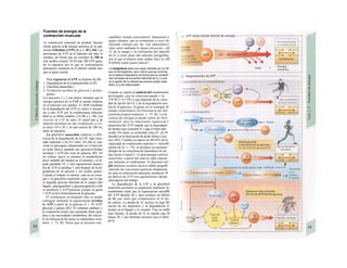 Fuentes de energía de Ia
contracción muscular
La contracción muscular se produce directa-
mente gracias a la energía química de la ade-
nosina trifosfato (ATP) (A y v. 40 y 64). Las
provisiones de ATP en el músculo son muy li-
mitadas, de forma que un corredor de 100 m
sólo podría avanzar 10-20 más. El ATP gasta-
do se regenera, por lo que su concentración
permanece constante en el interior celular aun-
que se gaste mucho.
Para regenerar el ATP se dispone de (B):
1. Degradación de la creatinafosfato (CrP).
2. Glucólisis anaerobia y
3. Oxidación aerobia de glucosa y ácidos
grasos.
Los procesos 2 y 3 son lentos, mientras que la
energía química de la CrP se puede emplear
en el músculo con rapidez. El ADP resultante
de la degradación del ATP se vuelve a incorpo-
rar a otro ATP por la creatincinasa mitocon-
drial (y se libera creatina. Cr) (Bl y v. 40). Las
reservas de CrP de unos 25 mmol por g de
músculo permiten un alto rendimiento a cor-
to plazo (10 a 20 s, en una carrera de 100 m),
antes de agotarse.
La glucólisis anaerobia empieza, a dife-
rencia de la degradación de la CrP. algo retra-
sada (máximo a los 0.5 min). En ella se con-
vierte el glucógeno almacenado en el músculo
en ácido láctico pasando por glucosa-6-fosfato
(produce 3 ATP por resto de glucosa; B2). En
un trabajo ligero se produce el metabolismo
poco rentable del lactato en el corazón y el hí-
gado gastando H+
y esta regeneración anaero-
bia de ATP se produce 1 min después de la de-
gradación de la glucosa y los ácidos grasos.
Cuando el trabajo es intenso, esto no se consi-
gue y la glucólisis anaerobia sigue, por lo que
se degrada glucosa obtenida de la sangre (del
hígado: glucogenólisis o gluconeogénesis) (sólo
se producen 2 ATP/glucosa, porque se gasta
1 ATP en Ia 6-fosforilación de la glucosa).
El rendimiento prolongado sólo se puede
conseguir mediante la regeneración aerobia
de ATP a partir de la glucosa (2 + 34 ATP/
glucosa) y grasas (B3). El volumen cardíaco y
la respiración tienen que aumentar hasta ajus-
tarse a las necesidades metabólicas del múscu-
lo (la frecuencia del pulso se mantendría cons-
tante; v. 75, B). Hasta que se alcanza este
equilibrio (estado estacionario), transcurren a·
gunos minutos, que se compensan a veces oh·
teniendo energía por las vías anaerobias»!
otras veces mediante la mayor extracción <jM
O2 de la sangre y la utilización del depósH
de O2 a corto plazo del músculo (miogíobirj·
por lo que el tránsito entre ambas fases se sJB
le definir como «punto muerto".
La mioglobina tiene una mayor afinidad por el CB
que Ia hemoglobina, pero menor que las enzimas
de Ia cadena respiratoria, de forma que en condicjH
nes normales se encuentra saturada de O2 y cuan
do el aporte de O2 arterial sea escaso puede ceder
dicho O2 a las mltocondrias.
Cuando se supera el umbral del rendimiento
prolongado, que en velocistas puede s<m
370 W (= 0,5 PS) y que depende de la veloc·
dad de aporte del O2 y de la degradación aere
bia de la glucosa y la grasa, no se consigue |B
estado estacionario (la frecuencia del pul·
aumenta progresivamente; v. 75. B). La de·
ciencia de energía se puede cubrir de forrí·
temporal, pero la importante regenerad J
anaerobia del ATP impide que la degradado·
de lactato (que consume H+
) siga el ritmo ade-
cuado. Por tanto, se acumulan iones H+
, pr<B
ducidos en la disociación de ácido láctico a tac-
tato (B2). Cuando se supera un 60-65% de la
capacidad de rendimiento máximo (= máxinB
aporte de O2; v. 74), se produce un aumento
abrupto de la concentración plasmática de lac-
tato hasta 4 mmol/1. el denominado umbral
anaerobio, a partir del cual no cabe esperar
que aumente el rendimiento. El descenso del
pH sistémico (acidosis láctica) inhibe progreB
vamente las reacciones químicas fundament·
les para la contracción muscular, producier^B
un déficit de ATP con agotamiento rápido·
interrupción del trabajo.
La degradación de la CrP y la glucólisif
anaerobia permiten al organismo mantener lu·
rendimiento triple que la regeneración aerolBB
del ATP durante 40 s. pero produce un déficit
de O2 que tiene que compensarse en la fas·
de reposo. La deuda de O2 incluye la rege^BJ
ración de los depósitos y la degradación d·
lactato en el hígado y el corazón. Tras un traBJ
bajo intenso, la deuda de O2 es mucho mas^B
(hasta 20 1, por distintas razones) que el défic·
de O2.
 