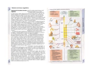 Sistema nervioso vegetativo
ganos de los sentidos (estímulo luminoso) y IaJI
eferencias que producen la tos o el vómito. |
Los reflejos sencillos se pueden producir en el
interior del propio órgano (v. 244), mier· tras
que los más complejos son controlados por
centros vegetativos superiores en el SNC
(médula espinal) (A). El centro de integración
superior es el hipotálamo, que controla la actividad
del SNV (v. 330). La corteza cerM bra/ es un
centro de integración todavía mal importante del
SNV con otros sistemas.
El SNV periférico se compone de dos pare tes
distintas (A y v. 80 y s.): los sistemas simpático y
parasimpático. Los centros vegetativos sfl localizan
en el caso del sistema simpático en la médula
torácica y /timbar, mientras que en Λ
parasimpático están en el tronco del encéfalo
(para los ojos, glándulas y órganos inervados por
el nervio vago) y en la médula sacra (para ¡a
vejiga, parte del intestino grueso, órganos
genitales) (A). En estos centros se originan /M bras
preganglionares hacia la periferia, que sel
convierten en fibras posganglionares después de
hacer sinapsis en los ganglios.
Las fibras preganglionares del sistema ner-il
vioso simpático procedentes de la médula es-J
piñal terminan en los gong/ios de los plexos
autónomos, los ganglios localizados en elm
cuello y el abdomen y los denominados gan-S
glios terminales. En ellos se produce la trans-
misión sináptica de tipo colinérgico (neuro·
transmisor: acetilcolina, v. 82) a las fibras
postganglionares, que estimulan el órgano ter-j
minal (salvo las glándulas sudoríparas) de fon ma
adrenérgica (transmisor: noradreno/inaa A y v.
84 y ss.).
Los ganglios del sistema parasimpático se
localizan cerca o dentro del órgano diana y la
transmisión se produce en este sistema tanta en
el ganglio como en el órgano terminal por vía
co/inérgica (A).
La mayoría de los órganos están inervados 1
tanto por el sistema simpático como por el pa^«
rasimpático y la respuesta frente a ambos siste-·
mas puede ser opuesta (antagonista, como en· el
corazón) o aditiva (en los órganos sexuales).
Las glándulas suprarrenales son una]
mezcla de ganglio y de glándulas productoras de
hormonas: las fibras preganglionares dell sistema
simpático (colinérgicas) liberan aquí! adrenalina y
noradrenalina hacia la corriente· sanguínea (v.
86).
Organización del sistema nervioso
vegetativo
El sistema nervioso somático (nervios de los
músculos esqueléticos, de la sensibilidad super-
ficial, de los órganos de los sentidos, etc.) reac-
ciona frente a estímulos del medio ambiente
con una respuesta hacia el exterior (reflejo de
huida; v. 320). Muchas de sus actividades se
encuentran sometidas al control voluntario y
se producen de forma consciente. El sistema
nervioso vegetativo (SNV) se ocupa, por el
contrarío, de la regulación de las funciones
de los órganos internos y de la circula-
ción, se adapta a distintas obligaciones (reac-
ción ortostática, reacción de arranque para un
trabajo corporal) y controla el medio interno
del organismo (v. 2). Como estas actividades se
encuentran fuera del control voluntario, el
SNV se denomina también sistema neruioso
autónomo.
En la periferia del cuerpo el sistema nervio-
so vegetativo se encuentra separado del somá-
tico anatómica y funcionalmente (A), mientras
que en el sistema nervioso central se produce
una estrecha vinculación entre ambos (v. 266).
El SJVV periférico es eferente (la informa-
ción se dirige hacia la periferia), pero los
nervios que lo forman contienen también fi-
bras aferentes (dirigidas hacia el centro).
Proceden de los sensores de órganos inter-
nos (esófago, tracto gastrointestinal, hígado,
pulmones, corazón, arterias y vejiga) y se de-
nominan aferencias viscerales. También se
puede denominar en función del nervio en el
que se localizan las fibras (aferencias vagales,
por ejemplo).
A nivel funcional el sistema nervioso se basa
sobre todo en los arcos reflejos con una
rama aferente (visceral o somática) y otra efe-
rente (vegetativa o somática). Las fibras aferen-
tes recogen estímulos cutáneos (estímulos no-
ciceptivos; v. 316), así como señales de los
mecano y quimiosensores de los pulmones, el
tubo digestivo, la vejiga, el sistema vascular, los
órganos genitales, etc. Las fibras eferentes
controlan la respuesta refleja de la musculatu-
ra lisa (v. 70) de los distintos órganos (ojos,
pulmones, tubo digestivo, vejiga, etc.) y la /un-
ción del corazón (v. 194) y las glándulas.
Ejemplos de entradas del sistema nervioso
somático son las aferencias de la piel o los ór-
 