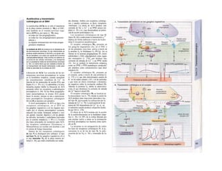 Acetilcolina y transmisión
colinérgica en el SNV
La acetilcolina (ACh) no es sólo el transmisor
en la placa motora terminal (v. 56) y el SNC,
sino también en el sistema nervioso vege-
tativo (SNV) y, por tanto (v. 78 y ss.),
- en todas las vías preganglionares,
- en todas las vías posganglionares parasim-
páticas y
- en algunas terminaciones nerviosas posgan
glionares simpáticas.
La síntesis de ACh se produce en el citoplasma de
las terminaciones nerviosas. En las mitocondrias se
produce acetil-coenzima A (AcCoA) y su grupo ace-
tilo se transfiere a Ia colina con ayuda de Ia enzima
colinaacetiltransferasa. Esta enzima se elabora en
el soma de las células nerviosas y se transporta
por el axoplasma hasta las terminaciones nerviosas
(v. 42). La colina tiene que ser captada a través de
un transportador del líquido extracelular y este paso
limita Ia velocidad de Ia síntesis de ACh.
Liberación de ACh. Las vesículas de las ter-
minaciones nerviosas presinápticas se vacían
en la hendidura sináptica, cuando aumentan
las concentraciones citosólicas de Ca2+
en
función de los potenciales de acción (PA) que
llegan (A y v. 50 y ss.). La adrenalina y la nora-
drenalina pueden inhibir la liberación de ACh
actuando sobre los receptores α-adrenérgicos
presinápticos (v. 84). En las fibras posganglio-
nares parasimpáticas la propia ACh puede
hacer lo mismo, porque se une a autorrecep-
tores presinápticos (receptores colinérgicos
M) (en B se muestra con ejemplo).
A nivel postsináptico, la ACh se liga a los
receptores colinérgicos, en el SNV en
los ganglios vegetativos o en los órganos iner-
vados por el sistema parasimpático (corazón,
músculo liso ocular, bronquial, urinario y vesi-
cal, genital, vascular, digestivo y de las glándu-
las salivales, lacrimales y sudoríparas [inervadas
por el sistema simpático); v. 80 y s.). Existen
dos tipos principales de receptores para ACh:
los receptores colinérgicos N(icotínicos) y
Mfuscarínícosj (se excitan con nicotina o con
el veneno de hongo muscarina).
Dentro de los receptores colinérgicos
de tipo N se distinguen dos subtipos: el tipo
nervioso NN de los ganglios vegetativos (A) y
el tipo muscular NM de la placa motora ter-
minal (v. 56), que están constituidos por unida-
des distintas. Ambos son receptores colinérgi-
cos y canales catiónicos, es decir, receptores
/onoíropos. La unión de ACh produce una
corriente de Na+
y Ca2+
y un PPSE precoz (rá-
pido) (v. 50 y ss.), que desencadena un poten-
cial de acción postsináptico (A).
Los receptores colinérgicos de tipo M
(tipos M1-M5) condicionan la transmisión s¡-N
náptica de forma indirecta a través de la pro-
teína G (receptores metabotropos):
El receptor colinérgico M1, presente en
los gong/ios üegeíatiuos (A), en el SNC y
en las glándulas exocrinas, activa a través de
la proteína Gq la fosfolipasa Co (PLCp). Asi se
liberan en la neurona posgangfionar IP3 (inosi-
toltrifosfato) y DAG (diacilglicerol) como segun-
dos mensajeros (v. 276), que produce una.
corriente de entrada de Ca2+
y un PPSE tardío
(A). Así se modula la transmisión sináptica,
como un PPSE o PPSI peptidérgico producido"
por péptidos como cotransmisores (que dura1
minutos) (A).
El receptor colinérgico M2, presente en
el corazón, actúa a través de una proteína G1
(v. 274 y s.), que abre determinados canales de
K+
en los nodos sinusal y AV y en las aurículas,
y que tiene un efecto cronotropo y dromotro-
po negativos sobre la excitación cardíaca (B).
Además la proteína G¡ inhibe la adeni/aíoci-
c/asa, lo que disminuye la corriente de entrada
de Ca2+
hacia el citosol (B).
El receptor colinérgico M3 se localiza en
la musculatura /isa (v. 70), donde la unión de
ACh produce unas reacciones parecidas a las-,
del tipo M1 provocando la contracción por la ·
entrada de Ca2+
(v. 70). La activación de la sin-
tetasa del NO dependiente de Ca2+
(p. ej., en_
el endotelio) puede producir relajación media-
da por NO (v. 278).
El efecto de la ACh termina por la acción
de la acetilcolinesterasa en la hendidura sináp-
tica (v. 56). Un 50% de la colina liberada por
esta enzima vuelve a entrar en la terminación
nerviosa presináptica (se muestra como ejem-
plo en B).
La atropina es un antagonista de todos
los tipos de receptores colinérgicos M, la p¡-
renzepina lo es de los de tipo Mb la tubo-
curarina de los NM (v. 56) y trimetafán de los
NN.
 