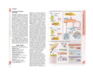 Sangre
Composición y funciones
de Ia sangre
El volumen de sangre de los adultos se
correlaciona con la masa corporal (libre de gra-
sa) (v. tabla) y representa en las mujeres 3,6 1 y
en los hombres 4,5 1. Entre las funciones de
la sangre destacan entre otras el transporte
de numerosas sustancias (O2, CO2, nutrientes,
productos del metabolismo, vitaminas, electró-
litos, etc.), el transporte de calor (calentamien-
to, enfriamiento), la transmisión de señales
(hormona), el amortiguamiento y defensa
frente a las sustancias extrañas y microorganis-
mos. Estas funciones son realizadas por las cé-
lulas sanguíneas (v. tabla), de las que las más
numerosas son los eritrocitos encargados del
transporte de O2 y de parte del tamponamien-
to del pH. Entre los leucocitos, los granuloci-
tos neutrófilos se encargan de la defensa inmu-
nitaria inespecífica y los monocitos y linfoci-
tos de las reacciones inmunitarias específicas.
Las plaquetas (o trombocitos) intervienen de
forma decisiva en la coagulación de la sangre.
La relación entre el volumen de células sanguí-
neas y todo el volumen sanguíneo se denomi-
na hematócrito (Htco) (v. tabla y C).
En el plasma sanguíneo se encuentran di-
sueltos electrólitos, nutrientes, productos de
desecho metabólico, vitaminas y gases, así como
proteínas (v. tabla). Entre las funciones de las
proteínas plasmáticas destacan (v. tabla,
pág. 92) la defensa inmunitaria humoral, el man-
Sangre completa
Volumen de sangre (I) (kg de peso corporal)
Hombres 0,041 kg + 1,53; mujeres 0,047· kg + 0,86
Hematócrito (lceiu!as/lsangre)
Hombres 0,40-0,54; mujeres 0,37-0,47
Eritrocitos Número 1012
/lsangre = 1C%lsangre
Hombres 4,6-5,9; mujeres 4,2-5,4
Concentración de hemoglobina (g/lsangre)
Hombres 140-180; mujeres 120-160
HCM, VCM, CHCM (g/lsangre)
(= volumen corpuscular medio de Hb/volumen/
concentración de Hb)
Leucocitos Número (109
/lsangre = 103
/Hl/lsangre): 3-11
(de los que 63% granulocitos, 31% linfocitos,
6% monocitos)
Plaquetas Número (1Q9
/lsanere = 103
µΙ/Ι53η9,β)
Hombres 170-360; mujeres 180-400
Proteínas plasmáticas (g/l suero): 66-85
(de las que 55-64% albúmina)
tenimiento de la presión oncótica, que
deterrniJ na que el volumen sanguíneo se
mantenga cons-J tante, y del transporte de
sustancias hidrosolu-l bles y de su protección
frente a la destrucción erH la sangre y de su
excreción renal (hemo). La unión a las
proteínas de moléculas pequeñas dis- j minuye
su actividad osmótica. Por último, nume rosas
proteínas plasmáticas intervienen en la col
agulación sanguínea y la fibrinólisis. En la
sangra coagulada se consume el fibrinógeno
del plafl ma, por lo que se compone de suero.
Formación de las células sanguíneas:
Los tejidos hematopoyéticos, en los adultos la
médula ósea roja (huesos planos) y en el feto el
bazo y el hígado, contienen células madre pfuríl
potenciales, que bajo la acción de los factores da
crecimiento hematopoyéticos se diferencian nal
cia la serie mieloide, eritroide y linfoide. Estas cé-
lulas madre se reproducen por sí mismas, lo que
garantiza su mantenimiento. Los linfocitos origi-
nados en las series linfoides tienen que madurar
posteriormente (en el timo y la médula ósea) y su
formación se produce al final no sólo en la mé-
dula ósea, sino también en el bazo y los ganglios
linfáticos (lin/opoyesis). Todas las restantes sel
ties celulares proliferan y maduran hasta el final
en la médula ósea (Vnie/opoyesisj, de donde sa-
len a la sangre. En la mielopoyesis intervienen
dos hormonas renales, la eritropoyetina y la
trombopoyetina, encargada de la proliferación y j
maduración de los megacariocitos o trombo·
tos. Además, existen toda una serie de factores!
estimulantes y del crecimiento y otros inhibido*
res, que controlan de forma pamcrína la forma|
ción de células sanguíneas en la médula ósea. |
La eritropoyetina producida en el riñon y el
hígado (en el feto en el hígado; posnatal
aprox,] 90% en el riñon) se encarga de la
maduración y proliferación de los
eritrocitos. La deficiencia de O2
(permanencia en altura o heme sis, A)
aumenta la producción de eritropoyetina y el
recuento eritrocitario en la sangre, con la
consiguiente elevación del porcentaje de reíicaB
/odios (= eritrocitos jóvenes). La vida de los
ere trocitos dura unos 120 días. En la pulpa
espíéa nica, los eritrocitos suelen salir de las
arteriola· para atravesar los estrechos poros de
los seno· (B), a cuyo nivel se destruyen los más
viejos. Los· restos de los eritrocitos rotos son
fagocitados yj destruidos por los macrófagos
del bazo, hígado y médula ósea. El grupo hemo
liberado en la hemolisis se convierte en
bi/irrubina (v. 250) y Λ Fe liberado se vuelve a
 