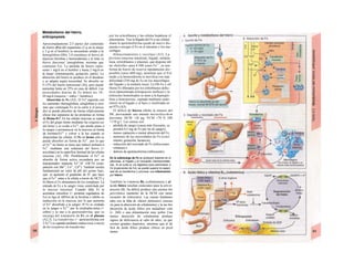Metabolismo del hierro,
eritropoyesis
Aproximadamente 2/3 partes del contenido
de hierro (Fe) del organismo (2 g en la mujer
y 5 g en el hombre) se encuentran unidas a la
hemoglobina (Hb), 1/4 constituye el hierro de
depósito (ferritina y hemosiderina) y el resto es
hierro funciona! (mioglobina, enzimas que
contienen Fe). La pérdida de hierro repre-
senta 1 mg/d en el hombre y hasta 2 mg/d en
la mujer (menstruación, gestación, parto). La
absorción del hierro se produce en el duodeno
y se adapta según necesidad. Se absorbe un
5-15% del hierro nutricional (Al), pero puede
aumentar hasta un 25% en caso de déficit. Las
necesidades diarias de Fe deben ser 10-
20 mg/d (mujeres > niños > hombres).
Absorción de Fe (A2). El Fe" ingerido con
los nutrientes (hemoglobina, mioglobina y enzi-
mas que contengan Fe en la carne y el pesca-
do) se puede absorber de forma relativamente
eficaz tras separarse de las proteínas en forma
de Hemo-Feu
. En las células mucosas se separa
el Fe del grupo hemo mediante las oxigena-sas
del hemo y se oxida a Fe1
", que puede pasar a
la sangre o permanecer en la mucosa en forma
de ferritina-Fe1
" y volver a la luz cuando se
desprendan las células. El Fe no hemo sólo se
puede absorber en forma de Fe2+
, por lo que
el Fe1
" no hemo se tiene que reducir primero a
Fe2+
mediante una reductasa del hierro (+
ascorbato) en la superficie luminal de las células
mucosas (A2, FR). Posiblemente el Fe2+
se
absorbe de forma activa secundaria por un
transportador simporte Fe2+
-H+
(DCTl) (com-
petición con Mn2+
, Co2+
, Cd2+
). También resulta
fundamental un valor de pH del quimo bajo,
que: a) aumente el gradiente de H+
que hace
que el Fe2+
entre a la célula a través de DCTl y
b) libera el Fe alimentario de los complejos. La
entrada de Fe a la sangre viene controlada por
la mucosa intestinal. Cuando falta Fe la
aconitasa citosólica (= proteína reguladora de
Fe) se liga al ARNm de la ferritina e inhibe su
traducción en la mucosa, por lo que aumenta
el Fe" absorbido a la sangre. H Fe es oxidado
en la sangre a Fe111
por la ceruloplas-mina (+
cobre) y se une a la apotransferrina, que se
encarga del transporte de Fe en el plasma
(A2,3). La transferrina (= apotransferrina con
2 Fe1
") es captada mediante endoci-tosis a través
de los receptores de transferrina
por los eritroblastos y las células hepáticas yl
placentarias. Tras la llegada del Fe a sus células
diana la apotransferrina queda de nuevo dis-·
puesta a recoger el Fe en el intestino y los ma-·
crófagos.
Almacenamiento y reciclaje (A3). La
ferritina (mucosa intestinal, hígado, médula
ósea, eritroblastos y plasma), que dispone del
un «bolsillo» para 4.500 iones Fe3+
, es una
forma de hierro de reserva rápidamente dis··
ponible (unos 600 mg), mientras que el FeI
unido a la hemosiderina se moviliza con más
dificultad (250 mg de Fe en los macrófagos
del hígado y la médula ósea). La Hb-Fe y elf
Hemo-Fe liberados por los eritroblastos defec-
tivos (denominada eritropoyesis ineficaz) y lo·
eritrocitos hemolisados se unen a la haptoglo-
bina o hemopexina, captada mediante endo-
citosis en el hígado y el bazo y reutilizada en
un 97% (A3).
El déficit de hierro inhibe la síntesis del
Hb, provocando una anemia microcítica-hi-m
pocroma. HCM <26 pg; VCM <70 fl; HB
<110 g/1. Las causas son:
- pérdida de sangre (causa más frecuente, se
pierden 0,5 mg de Fe por mi de sangre),
- menor captación o menor absorción del Fe,
- aumento de las necesidades de Fe (crecí
miento, gestación, lactancia),
- reducción del reciclado de Fe (infecciones
crónicas) o
- defecto de apotransferrina (infrecuente).
En Ia sobrecarga de Fe se producen lesiones en el
páncreas, el hígado y el miocardio (hemocromato-
sis). Si se evita Ia vía digestiva para administrar e
Fe (inyecciones de Fe), se puede superar Ia capaci-
dad de Ia transferrina y provocar una intoxicación
por hierro.
También la vitamina Bi2 (cobalamina) y al
ácido fótico resultan esenciales para la erit.ro·
poyesis (B). Su déficit produce una anemia hm
percrómica (aumento de la HCM con meno
recuento de eritrocitos). Las causas fundamer
tales son la falta de «factor intrínseco» (necesa
rio para la absorción de cobalamina) y la me ñor
absorción de ácido fólico por malaabsor ción
(v. 260) o una alimentación muy pobre Una
menor absorción de cobalamina produce
signos de deficiencia al cabo de años, ya que
existen grandes depósitos, mientras que el dé
ficit de ácido fólico produce clínica en pocd
meses.
 