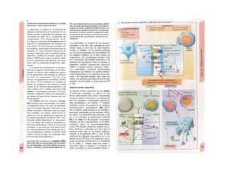 J»
ducida (A2,4) puede lesionar también a las células
defensivas y a otras células corporales.
La fagocitosis se refuerza (y la presencia de
cápsula de polisacáridos en las bacterias lo po-
sibilita) cuando la superficie del antígeno está
«revestida» por IgM, IgG o componentes del
complemento C3b (opsonización, Al,2).
Los fagocitos disponen de receptores para la
fracción Fc (independiente del antígeno) de
la Ig y para C3b, sobre los que se pueden unir
los antígenos opsonizados (importante para los
antígenos TI). Este fenómeno relaciona la fa-
gocitosis inespecífica con la respuesta inmune
específica. También la proteína tigadora de
mañosa (MBP), que se liga a los grupos maña-
no de la superficie de las bacterias y los virus,
actúa como un «anticuerpo inespecífico» opso-
nizante.
La cascada de complemento se desenca-
dena por un agresor, opsonizado con Ig (deno-
minada vía clásica), pero también por agreso-
res no opsonizados (denominada vía alternati-
va) (Al). Los componentes C3a, C4a y C5a
activan a los granulocitos eosinófilos y basófi-
los (A4) y C5-C9 constituyen el complejo de
ataque de membrana, que perfora la pared
externa de las bacterias (gramnegativas) y las
mata: citólisis (A3). También interviene la Ii-
sozima (= muramidasa), presente en los gra-
nulocitos, el plasma, la linfa y las secreciones y
que destruye la pared de las bacterias que con-
tienen mureína.
Las células asesinas naturales (células
NK) también están especializadas en la defen-
sa inespecífica frente a los virus, las micobacte-
rias y las células tumorales. Reconocen a las
células infectadas y tumorales sobre una super-
ficie «extraña» y se acoplan a través de sus re-
ceptores Fc con los antígenos de superficie de
las mismas opsonizados con IgG (CCDA = cito-
toxicidad celular dependiente de anticuerpos;
A3). Las células NK rompen la membrana ce-
lular de la célula diana a través de la per/orina
exocitada, lo que hace que ésta muera (atoll·
sis). Este mecanismo no sólo impide que los vi-
rus se multipliquen (¡aparato enzimático de la
célula!), sino que los hace más vulnerables fren-
te al resto del sistema defensivo.
Las células NK se activan por el interferón (IFN),
sobre todo IFNa y β, que se liberan por los leucoci-
tos y los fibroblastos, y por IFNy, liberado por los lin-
focitos T activados y por las propias células NK. El
IFN, que se libera sobre todo por las células ¡nfectíB
das, induce en las células que todavía no se han ¡n-l
fectado una mayor resistencia frente a los virus. LaI
defensinas son péptidos liberados por los fagocitos
que tienen un efecto citotóxico inespecífico sobre
los agresores (por formación de canales iónicos en
Ia membrana de Ia célula diana), resistentes a la¡
células NK.
Los macrófagos se originan de los monocit·
circulantes o son fijos (con capacidad de moví
miento local), a nivel de los senos hepático
(células de Kupffer), de los alvéolos pulmona
res, de la serosa intestinal, del seno esplénico de
los ganglios linfáticos, de la piel (células de
Langerhans), del revestimiento articular (célu
las A sinoviales), del encéfalo (microglía) y de
endotelio (en el glomérulo renal). Su conjunto se
denomina sistema mononuc/ear fagocítico
(SMF) o sistema retículo endotelial (SRE).
Los macrófagos reconocen determinados
componentes de hidratos de carbono relativa-
mente inespecíficos en la superficie de las bac-
terias y las fagocitan después. Para poder eli-
minar a los agresores que sobreviven en los fafl
gosomas, los macrófagos se tienen que activa™
(ν. Β3).
Defensa celular específica
La defensa inmune específica por las células
T efectoras «armadas» se activa de una
forma relativamente lenta (días) (denominada
respuesta inmune retrasada) y se encarga de!
que los antígenos (fragmentos peptídicos|
sean presentados a las células T «vírgenes!
mediante células presentadoras de antígeno
«profesionales»: presentación (Bl). Para!
ello el antígeno queda incluido en un «bolsillo» 1
molecular constituido por las proteínas MHCl
de cíase I o Il específicas del individuo, quel
en el ser humano se denominan tambiéll
HLA de clase I y II (antígeno leucocitarioi
humano) (el gen correspondiente es el MHC,
complejo mayor de histocompatibilidad).
Como CPA pueden actuar por ejemplo las cé-
lulas dendríticas infectadas por virus que sel
localizan sobre todo en los tejidos linfáticos.
Durante la presentación (Bl) se une ICAM;
(molécula de adhesión intercelular) de la suí
perficie de la CPA con LFAl (antígeno-1 aso-1
ciado a la función del linfocito) de la membrana
de la célula T. Cuando llega una célula T
específica para el antígeno, se refuerza la
unión y la célula T se activa mediante una do- j
 