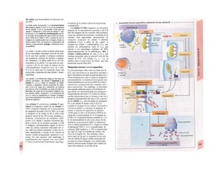 ble señal, que desencadena la selección clo-
nal (Bl).
La doble señal comprende: 1) el reconocimiento
del antigeno (ligado a HLA-I o II) por los receptores
de las células T con su correceptor (CD8 para las
células T cltotóxicas o CD4 para las células T cola-
boradoras) y 2) Ia señal de coestimulación, es de-
cir, Ia unión de Ia proteína B7 (de Ia CPA) con Ia pro-
teína CD28 de Ia célula T (B1). Cuando se une un
antígeno sin coestlmulaclón (en el hígado, donde no
suelen existir CPA), se produce Ia inactivación del
linfocito, produciéndose anergia o tolerancia inmu-
ne periférica.
La célula T puede recibir la doble señal tanto
de los macrófagos infectados como de las célu-
las B, que han captado el antígeno mediante
sus receptores (venenos de insectos o serpien-
tes, alérgenos). La doble señal de la CPA de-
sencadena en la célula T la expresión de iníer-
¡eucina-2 (IL-2), así como la síntesis de los
correspondientes receptores para IL-2 (Bl).
IL-2 es la señal para Ia expansión clona! (de
acción auto y paracrina) de estas células T mono-
específicas.
Las células T se diferencian luego en tres tipos de
células «armadas», las células T asesinas y las
células TH1- y TH2-. Éstas no necesitan ya coesti-
mulación y expresan nuevas moléculas de adhe-
sión (VLA-4 en lugar de L-selectina), de manera
que sólo se unen al endotelio en áreas de tejido in-
flamadas (en lugar de en los tejidos linfáticos con
sus células madre «vírgenes»). Los inhibidores de
Ia IL-2, como Ia ciclosporina A, pueden conseguir
una inmunosupresión muy eficaz (p. ej., en el tras-
plante de órganos).
Las células T citotóxicas (células T ase-
sinas) se originan a partir de las células T
CD8 «vírgenes» después de la presentación
de antígenos asociada a HLA-I (B2), en la que
el antígeno se ha unido al HLA sobre todo
desde el citosol de las CPA (virus, proteínas c¡-
tosólicas: presentación de antígenos endó-
genos). Las células T asesinas reconocen des-
pués a través de su receptor asociado a CD8
el antígeno correspondiente ligado al HLA-I
sobre las células corporales infectadas por vi-
rus, sobre las células tumorales y sobre las cé-
lulas trasplantadas e inician en las mismas Ia
muerte celular programada: apoptosis o ne-
crosis. En este proceso está implicado el
acoplamiento del ligando Fas con CD95
(= Fas) o la granzima B (proteasa), que llega
al interior de la célula a través de la per/orina,
excitada (B2).
Las células T CD4 «vírgenes» se convierten
después de la presentación asociada a HLA-II
(Bl) del antígeno (de las vesículas intra-celulares,
como por ejemplo las bacterias o proteínas de la
cubierta viral fagocitadas: presentación de
antígenos exógenos) en células T efectoras
inmaduras (THo), a partir de las, cuales se
originan las células T colaboradoras (TH), que
pueden ser inflamatorias (tipo IJ TH1), que
activan a los macrófagos mediante el] ΙΡΝγ
(desencadenamiento de la inflamación;, B3) o
células colaboradoras de tipo 2 (TH2), que
resultan esenciales para la activa-B ción de las
células B (C2). Las células TH1 y · TH2 se
inhiben entre sí (supresión), de forma · que sólo
predomina una de ellas (B3).
Respuesta inmune humoral específica
En ella participan sobre todo los linfocitos B
(Cl), que muestran en su superficie anclados i
IgD o monómeros de IgM (la IgM disuelta con-1
forma pentámeros), que se ligan al antígeno I
correspondiente. La unión de anticuerpos así i
desencadenada provoca en la célula B la inter-1
nalización y preparación del complejo antí- ι
geno-anticuerpo. Sin embargo, se necesita!
una segunda señal para activar a los linfocitos B,
que puede ser desencadenada por antígenos ;
independientes del timo o IT (como los polisa- ;
cáridos bacterianos) por sí mismos o por los ]
antígenos dependientes del timo o DT a través |
de las células TH2, que presentan los antígenos
DT a las células B unidos a HLA-II (C2).
Cuando el receptor de las células T asociado a
CD4 de la célula TH2 reconoce al antígeno, la
célula T expresa en superficie el ligando
CD40 (que se une a la proteína CD40 de la
célula B) y secreta además IL-4. El ligando de ;
CD40 e IL-4 (posteriormente también IL-5 e i
IL-6) desencadenan la selección clona! de las ,
células B, la secreción de IgM y la diferencia-
ción a célula plasmática (C3). Según se realice
el splicing del ADN (v. 8 y s.) se puede pasar , de
expresar IgM (cadena µ; ν. 92) a expresar IgA
(α), IgG (γ) ο IgE (ε) (cambio de ¡sotipo o de
clase de la región Fc). Sin embargo, todos
estos tipos de Ig que se originan en un solo
clon de células B siguen siendo monoespecífi-
cos para el mismo antígeno. Las células plas-
máticas diferenciadas después del cambio de
clase sólo producen ya un tipo de Ig.
 