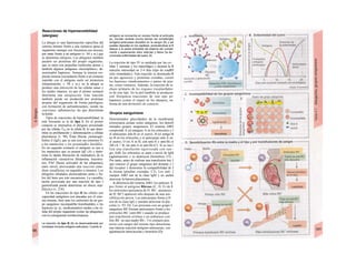 Reacciones de hipersensibilidad
(alergias)
La alergia es una hiperreacción específica del
sistema inmune frente a una sustancia ajena al
organismo (aunque con frecuencia sea inocua),
por tanto frente a un antígeno (v. 94 y ss.) que
se denomina alérgeno. Los alérgenos también
pueden ser proteínas del propio organismo,
que se unen con pequeñas moléculas ajenas y
también algunos antígenos «incompletos», de-
nominados haptenos. Aunque la intensa res-
puesta inmune (secundaria) frente a un contacto
repetido con el antígeno suele ser protectora
(inmunización; v. 94 y ss.), en la alergia se
produce una alteración de las células sanas y
los tejidos intactos, ya que el primer contacto
determina una aíergización. Esta reacción
también puede ser producida por proteínas
propias del organismo de forma patológica,
con formación de aufoanticuerpos, siendo las
reacciones inflamatorias las que determinan
la lesión.
Tipos de reacciones de hipersensibilidad: la
más frecuente es la de tipo I. En el primer
contacto se internaliza el alérgeno presentado
por las células TH2 en la célula B, lo que deter-
mina su proliferación y diferenciación a células
plasmáticas (v. 98). Éstas liberan ¡nmunogío-
bulina E (IgE), que se une con sus extremos Fc
a los mastociíos y los granuladlos basófilos.
En un segundo contacto el antígeno se une a
los mastocitos que ya poseen IgE (A) y deter-
mina la rápida liberación de mediadores de la
inflamación vasoactivos (histamina, leucotrie-
nos, PAF [factor activador de las plaquetas],
entre otros), provocando una reacción inme-
diata (anafilaxia) en segundos a minutos. Los
alérgenos inhalados desencadenan asma y fie-
bre del heno por este mecanismo. La vasodila-
tación provocada por una reacción de tipo I
generalizada puede determinar un shocíc αηα-
filáctico (v. 218).
En las reacciones de tipo II las células con
capacidad antígénica son atacadas por el siste-
ma inmune, bien sean los eritrocitos de un gru-
po sanguíneo incompatible transfundidos o los
haptenos (p. ej., medicamentos) unidos a las cé-
lulas del propio organismo (como las plaquetas),
con la consiguiente trombocitopenia.
La reacción de tipo III (B) es desencadenada por
complejos inmunes antígeno-anticuerpo. Cuando el
antígeno se encuentra en exceso frente al anticuéis
po, circulan durante mucho tiempo los compfe/ojBJ
antígeno-anticuerpo disueltos en Ia sangre (B) y sel
pueden depositar en los capilares, produciéndose el B
ataque a Ia pared endotellal del sistema del comple·
mentó y apareciendo dolor articular y fiebre (Ia de-·
nominada enfermedad del suero, B).
La reacción de tipo IV es mediada por las ce- ·
lulas T asesinas y los macrófagos y alcanza Ia B
máxima intensidad en 2-4 días (tipo de readBJ
ción «retardada»). Esta reacción se desencade-B
na por agresores y proteínas extrañas, cornel
los haptenos (medicamentos o partes de piar·
tas, como venenos). Además, la reacción de re·
chazo primario de los órganos trasplanfados·
es de este tipo. En la piel también se producen·
con frecuencia reacciones de este tipo po·
haptenos (como el níquel en los tatuajes), en·
forma de una dermatitis de contacto.
Grupos sanguíneos
Determinados glucolípidos de la membranal
eritrocitaria actúan como antígenos, los denoH
minados grupos sanguíneos. El sistema ABO
comprende A (el antígeno A en los eritrocitos y I
el anticuerpo anti-B en el suero), B (el antíge-B
no B en los eritrocitos y el anticuerpo anti-A en·
el suero), O (ni A ni B, con anti-A y anti-B) oí
AB (A + B, sin anti-A ni anti-B) (C). Si se rea-1
liza una transfusión equivocada con san-·
gre AoB, los eritrocitos se unen a través de IgM
(aglutinación) y se destruyen (hemolisis; Cl). ,
Por tanto, antes de realizar una transfusión hay I
que conocer el grupo sanguíneo del donante y I
del receptor y demostrar la compatibilidad de J
la misma (pruebas cruzadas; C2). Los anti- ]
cuerpos ABO son de la clase IgM y no suelen
atravesar la barrera placentaria.
A diferencia del sistema ABO, los anticuer- I
pos frente al antígeno Rhesus (C, D, E) de I
los eritrocitos (presencia de D: Rh+
; ausencia»
de D: Rh") aparecen sólo después de una sen-
sibilización previa. Los anticuerpos frente a D
son de la clase IgG y pueden atravesar Ia pla-
centa (v. 93, D). Las personas con un grupo I
sanguíneo Rh' forman anticuerpos frente a los
eritrocitos Rh+
(anti-Rh+
) cuando se produce
una transfusión errónea o un embarazo con
feto Rh+
en una madre Rh~. Un contacto pos-
terior con sangre del mismo tipo determina
una intensa reacción antígeno-anticuerpo, con
aglutinación intravascular y hemolisis (D).
 