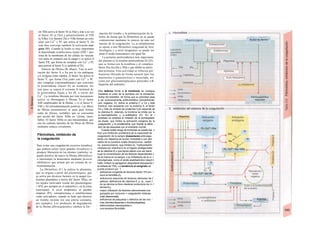 tor XIIa activa al factor XI (a XIa) y éste a su vez
al factor IX (a IXa) y posteriormente al VIII
(a Villa). Los factores IXa y Villa forman un com-
plejo con Ca2+
y PL que activa al factor X. En
esta fase converge también la activación exó-
gena (Bl). Cuando la lesión es muy importante
la denominada trombocinasa tisular (FIII = pro-
teina de Ia membrana de las células no vascula-
res) entra en contacto con la sangre y se activa el
factor VII, que forma un complejo con Ca2+
y PL
para activar al factor X (y también al IX).
Síntesis de fibrina (B, abajo). Tras la acti-
vación del factor X a Xa por la vía endógena
y/o exógena (más rápida), el factor Xa activa al
factor V, que forma (Va) junto con Ca2+
y PL
otro complejo («protrombinasa») que convierte
la protrombina (factor H) en trombina. En
este paso se separa el extremo N-terminal de
la protrombina fijado a los PL a través del
Ca2+
. La trombina liberada por este mecanismo
activa: a) fibrinógeno a fibrina; b) el factor
XIH estabilizador de la fibrina, y c) el factor V,
VIII y XI (retroalimentación positiva). Las fibras
de fibrina (monómeros) se unen para formar
redes de fibrina, (soluble), que se convierten
por acción del factor XIIIa en /¡ferina, (inso-
luble). El factor XIHa es una transamidasa, que
une las cadenas laterales de las fibras de fibrina
mediante enlaces covalentes.
Fibrinólisis, inhibición de
Ia coagulación
Para evitar una coagulación excesiva (trombos]
que pudiera ocluir vasos grandes (trombosis) o
producir liberación de los mismos (embolia), se
puede disolver de nuevo la fibrina (fibrinólisis)
o interrumpir la hemostasia mediante factores
inhibidores que actúan por un sistema de re-
troalimentación.
La fibrinólisis (C) la realiza la plasmina,
que se origina a partir del plasminógeno, que
se activa por diversos factores en la sangre (ca-
licreína plasmática a través del factor XIIa), en
los tejidos (activador tisular del plasminógeno
= tPA, por ejemplo en el endotelio) y en Ia orina
(urocinasa). A nivel terapéutico se pueden
emplear tPA, estreptocinasa o estafilocinasa
como activadores, cuando se tiene que disolver
un trombo reciente (en una arteria coronaria,
por ejemplo). Los productos de degradación
de la fibrina (fibrinopéptidos) inhiben la for-
mación del trombo y Ia polimerización de la ·
brina, de forma que Ia fibrinólisis no se puede
contrarrestar mediante la síntesis de más suJ
tancias de la coagulación. La a2-antiplasmina
se opone a una fibrinólisis exagerada de forn·
fisiológica y a nivel terapéutico se puede ere
plear el ácido tranexámico con igual fin.
La proteína antitrombótica más importante
del plasma es la serpina antitrombina III (D),
que se forma con Ia trombina y el complejo
factor IXa1Xa1XIa y XIIa y que inhibe su active
dad proteasa. Esta actividad se refuerza por·
heparina liberada de forma natural (por loa
mastocitos y granulocitos) o inyectada, asi
como por glucosaminglucanos parecidos a B
heparina del endotelio.
Otra defensa frente a Ia trombosis se consigue
mediante Ia unión de Ia trombina con Ia trombomo-
dulina del endotelio, de forma que su actividad pasa
a ser exclusivamente antltrombótlca (retroalimenta-
ción negativa; D). Activa Ia proteína C a Ca y ésta
Inactiva, tras acoplarse con Ia proteína S, al factor
Va y Villa (Ia síntesis de proteínas CyS depende de
Ia vitamina K). Además, Ia trombina se inhibe por Ia
a2-macroglobulina y α,-antltrlpslna (D). En el i
endotelio se sintetiza el inhibidor de Ia tromboplasti-
na tisular, que Inhibe Ia activación exógena de Ia
coagulación, y Ia prostaciclina, que Impide Ia adhe- ,
slón de las plaquetas con el endotelio normal.
Cuando existe riesgo de trombosis se puede rea- J
llzar una Inhibición profiláctica de Ia capacidad de
coagulación de Ia sangre (tratamiento anticoagu-
lante) con heparina de acción inmediata o con deri-
vados de Ia cumarlna orales (fenprocumon, warfarl-
na, acenocumarol), que Inhiben Ia -^carboxílaclón
mediada por vitamina K en el hígado (antagonistas
de Ia vitamina K) y que tienen efecto una vez dismi-
nuye Ia concentración de los factores dependientes J
de Ia misma en Ia sangre. Los Inhibidores de Ia ci- 1
clooxlgenasa, como el ácido acetilsalicilico (aspiri-l
na®), inhiben Ia agregación plaquetarla bloqueando I
Ia síntesis de TXA2. La tendencia al sangrado se
puede producir por: 1
- deficiencia congénlta de factores (factor VIII pro- 
duce Ia hemofilia A),
- deficiencia adquirida de factores (lesiones he-1
páticas, deficiencia de vitamina K, p. ej., cuan-1
do se elimina Ia flora intestinal productora de vi- I
lamina K2),
- mayor utilización de factores (denominada coa-
gulopatía por consumo = coagulación intravas-
cular diseminada),
- deficiencia de plaquetas o defectos de las mis- '
mas (trombocitopenias o trombocitopatías),
- determinadas vasculopatías o
- una excesiva fibrinóllsls.
 