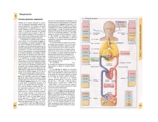Respiración
Función pulmonar, respiración
Además de su función principal, la respira-
ción, los pulmones desempeñan también /un-
ciones metabólicas. Por ejemplo, convierten
la angiotensina I en angiotensina II (v. 184) y
extrae sustancias, como la serotonina, de la
sangre. La circulación pulmonar sirve también
como un tampón para la sangre (v. 204) y eli-
mina coágulos pequeños de la circulación ve-
nosa, antes de que puedan producir daños en
la circulación arterial (¡corazón, encéfalo!).
La respiración, en sentido estricto «respira-
ción externa», es el intercambio de gases en-
tre el organismo y su entorno («respiración inter-
na» sería la oxidación de los nutrientes, v. 228).
Las largas vías de intercambio gasesoso de los
animales multicelulares son superadas mediante
convección (v. 24), bien con la corriente de ga-
ses en la vía respiratoria y la corriente sanguínea
en el sistema circulatorio. Sin embargo, el trans-
porte de gases en distancias más cortas (del or-
den de µη), como las existentes entre las células
y las membranas, se produce mediante difu-
sión (v. 20 y s.). De este modo el O2 del aire res-
pirado alcanza los alvéolos pulmonares median-
te convección (ventilación), difundiendo desde
ellos a través de la membrana alveolar hacia la
circulación, que lo traslada mediante convección
hasta los tejidos. Una vez en los tejidos el O2 di-
funde desde la sangre hacia las mitocondrias del
interior de las células irrigadas. El CO2 que se
produce en las mismas sigue el camino inverso.
En reposo el organismo necesita unos 0,31/
min de O2 obtenidos a partir del aire (consu-
mo de O2, Vo2) y desde la periferia se deben
eliminar unos 0,25 l/min de CO2 (eliminación
de CO2) El volumen minuto (VM o VE, ya que
se suele medir el espiratorio) necesario es 8
l/min, lo que significa que para conseguir 1 1
de O2 hay que inspirar y espirar unos 26 1 de
aire (equivalente respiratorio = 26). El VM es el
producto del volumen corriente (V^, en
reposo unos 0,5 1) por la frecuencia respirato-
ria (/, en reposo 16/min) (v. los valores en el
esfuerzo en pág. 74). Cabe destacar que de los
8 l/min del VM sólo 5,6 l/min llegan a los al-
véolos (para una f = 16/mirr1
) (= ventilación
alveolar, VA), correspondiendo el resto a la ven-
tilación del espacio muerto (Vg^) (v. 114 y 120).
En el hombre existen unos 300 millones de
alvéolos, unas vesículas de pared delgada
(de unos 0,3 mm de diámetro), localizadas en el j
extremo distal del árbol bronquial. Se rodean de
una densa red de capilares pulmonares. Sus
aproximadamente 100 m2
de superficie conjunta y
la delgadez de la barrera hematoalveolar (pocas
µιτη) (compare 1.7 y pág. 22) permite aumentar la
difusión de O2 desde los alvéolos hacia la sangre
y de CO2 en la dirección contraria (v. 120 y ss.),
aunque el consumo de O2 I aumentara 10 veces
(v. 74). Después, la sangre pobre en oxígeno
(«venosa») de la arteria pulmonar se vuelve a
«arterializan· y atraviesa el corazón izquierdo para
regresar a la periferia.
El corazón bombea en reposo unos 6 l/min
de sangre (gasto cardíaco, GC) a través de j
las circulaciones pulmonar y sistémica. La dife-
rencia arteriouenosa de O2 (Davo2) entre la ^
sangre de la arteria aorta y la sangre venosa
mixta de las venas cavas es de unos 0,05 I de
O2/! de sangre y se puede calcular que desde el
pulmón hacia la periferia se transportan un
volumen de O2 de 0,3 l/min (6 χ 0,05 = Vo2). i
La determinación del GC permite calcular Ia ·
captación de O2 por los pulmones, Vo2 y la
Davo2 (principio de Fick).
GC = Vo2/Davo2 [5.1]
Si se divide este resultado por la frecuencia car-
díaca (pulso), se deduce el volumen sistólico
cardíaco.
En una mezcla de gases, las presiones
parciales P de cada gas concreto se suman Ϊ
entre sí para determinar la presión total (Ptotai) J
de la mezcla (ley de Dalton). Después se calcula
el porcentaje de volumen relativo (fracción F
1/1, v. 376) de cada gas en el volumen
conjunto, de forma que Po2 = Fo2 χ Ptotai· Al nivel
del mar (Ptotal = 101,3 kPa = 760 mm Hg) se
calcular una Fo2 = 0,209, FCO2 = 0,0003 y FN2
+ gases nobles = 0,79 en el aire seco, según se
muestra en la parte superior derecha de A para
una presión parcial determinada.
Cuando Ia mezcla de gases sea húmeda, hay que
restar de Ia P,0(ai Ia presión parcial del vapor de
agua PH¡0 (en general equivale a Ia presión baro-
métrica), Io que reduce las restantes presiones par-
ciales, de forma que Px = Fx (Ρ,,,,,, - ΡΗι0). Cuando el
aire atraviesa Ia vía respiratoria (37 °C) se satura
con agua, de forma que Ia ΡΗ!Ο aumenta hasta 6,27
kPa y Ia Po2 resulta 1,32 kPa menor que con el aire
seco (v. 112). Las presiones parciales en los al-
véolos, las arterias, las venas (venosa mixta), los te-
jidos y el aire espirado (todos «húmedos») se mues-
tran en Ia tabla A.
 