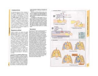 el éxito del proceso midiendo Ia concentración de
gases espiratorios, Ia composición de gases en Ia
sangre, etc.
Este tipo de ventilación dificulta el retorno veno-
so hacia el corazón (v. 204). Esta desventaja se re-
duce en Ia ventilación por cambio de presión, en
Ia que se incorpora al sistema de sobrepresión un
sistema mecánico de aspiración del aire durante Ia
fase espiratoria.
La ventilación con baja presión funciona se-
gún otro principio (A2). El paciente se introduce
hasta el cuello en una cámara («pulmón de acero»).
Durante Ia espiración se genera una presión en esa
cámara, menor que Ia presión externa y también
que Ia alveolar. Esta diferencia permite una expan-
sión del tórax (inspiración). Cuando se elimina esta
baja presión de Ia cámara, se produce Ia espiración.
Este método de ventilación se utiliza para las paráli-
sis respiratorias de larga duración (p. ej., parálisis
infantil).
Neumotorax
Se denomina neumotorax a Ia presencia de aire en el
espacio pleural (v. 108). El pulmón afectado se
retrae como consecuencia de su propia elasticidad y
no participa en Ia respiración (B). También se
afecta Ia función del otro pulmón, porque una parte
del aire respirado se desplaza de forma pendular
entre el pulmón sano y el colapsado y no contribuye al
intercambio de gases. En el neumotorax cerrado el
aire pasa del espacio alveolar al espacio pleural y
puede ser espontáneo, por ejemplo por rotura de
una bulla enfisematosa (neumotorax espontáneo), o
por una lesión pulmonar (p. ej., una ventilación con
sobrepresión exagerada o un barotrauma; v. 134).
Un neumotorax abierto (B2) se produce en las lesio-
nes de Ia pared torácica (una costilla rota que le-
siona el pulmón). El neumotorax valvular (B3) supone
una amenaza para Ia vida y se produce cuando el
aire que entra en Ia cavidad pleural con cada mo-
vimiento respiratorio no puede salir (una lengüeta
de piel actúa como válvula). Se produce un aumento
de presión en el espacio pleural del lado afectado y
de forma secundaria en el resto del tórax. El
aumento del volumen minuto respiratorio secundario
a Ia hipoxia hace que aumente todavía más Ia
presión (4 kPa), Io que dificulta de forma progresiva el
llenado cardíaco y acaba comprimiendo al pulmón
sano. Este cuadro se trata aliviando de forma lenta
este exceso de presión e impidiendo que se
produzca de nuevo el efecto válvula.
Limpieza del aire
Las partículas de polvo del aire respirado se
detienen en el moco de la nariz y la faringe,
de la tráquea o del árbol bronquial. Los cuer-
pos extraños son fagocitados in situ por los
macrófagos y/o son empujados en el moco
del epitelio ciliado en dirección hacia la trá-
quea. Los cilios del epitelio ciliado se mueven
10-20 veces/s y desplazan el moco a una ve-
locidad de 1 cm/min en una lámina liquida se-
cretada por el epitelio en dirección hacia Ia
boca, un proceso alterado en la mucoviscido-
sis y en los grandes fumadores. Se producen
10-100 ml/d de moco, en función de los estí-
mulos locales (p. ej., humo) y de la estimula-
ción vagal. El moco en general se deglute y se
digiere en el tubo digestivo.
Respiración artificial
Cuando se produce una urgencia por parada
respiratoria súbita se suele realizar la respira-
ción boca a boca. Para ello se coloca al pa-
ciente en decúbito supino, se mantiene cerrada
su nariz y el responsable de la misma introduce
aire (boca a boca) al paciente (A3). Esta ma-
niobra hace que aumente la presión alveolar
(v. 108) frente a la presión atmosférica que se
ejerce sobre el tórax y se expanden el tórax y
los pulmones (inspiración). Cuando se libera la
boca del paciente, se produce la espiración del
aire por la retracción elástica de los pulmones
y el tórax (v. 109, A2), aunque se puede ayu-
dar ejerciendo presión sobre el tórax. El ritmo
de respiración debe ser 16 veces/minuto.
El contenido de O2 en el aire espirado por el
responsable de la maniobra (v. 107, A) sirve
para aportar O2 al paciente. Se puede saber
que la maniobra ha tenido éxito cuando el co-
lor azulado de la piel (cianosis, v. 130) vuelve a
ser rosado.
Los principios de Ia ventilación artificial con so-
brepresión son parecidos. Se utiliza para Ia aneste-
sia, en Ia que se paraliza Ia musculatura respiratoria
del paciente con medicamentos para una cirugía. La
inspiración se realiza mediante una bomba (A1).
Las vías inspiratorias y espiratorias (a ser posible
en Ia boca del paciente) tienen que estar separadas
(control de Ia ventilación), porque si no aumentaría
mucho el espacio muerto (v. 114). La ventilación se
puede realizar con volumen constante («controlada
por volumen») o con presión constante («controla-
da por presión»). En ambos casos hay que controlar
 