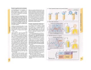 Tensión superficial de los alvéolos
La distensibilidad pasiva de los pulmones y el
tórax (distensibilidad; v. 116) depende de la
tensión superficial, que se origina en la super-
ficie que separa el líquido del gas, en este caso
en los 100 m2
de superficie de intercambio
gaseoso de los alvéolos.
El efecto de esta fuerza se puede demostrar con fa-
cilidad si se dispone de un pulmón aislado y bien
preservado y se rellena con a) aire o b) líquido. En
a) el pulmón ejerce una gran resistencia sobre todo
al principio del llenado («presión de apertura»), que
aumenta Ia presión alveolar (PA) hasta unos 2 kPa
una vez alcanzada Ia capacidad pulmonar total
(v. 113, A). En b) Ia resistencia y, por tanto, Ia PA
sólo alcanzan 1/4 de este valor. La mayor necesi-
dad de presión en a) se debe a Ia necesidad de ven-
cer Ia tensión superficial.
Cuando una vesícula gaseosa (radio r) se rodea
de un líquido, la tensión superficial γ (N · m'1
) de
este líquido sobre el interior de la vesícula ge-
nera una presión hacia el exterior (presión
transmural ∆Ρ > O). Según la ley de Laplace
(v. 188):
∆Ρ = 2y/r (Pa) [5.3]
Como el valor de γ suele ser constante para
cada liquido (p. ej., para el plasma 10~3
N ·
m"1
), el valor de ∆Ρ será mayor cuanto menor
sea r. Por ejemplo, si se coloca una pompa de
jabón lisa en la desembocadura de un cilindro,
el valor de r será relativamente grande (Al)
y el de ∆Ρ pequeño (como en este caso hay
dos barreras aire-líquido, la ecuación 5.3 sería
ΛΡ = 4y/r). Si se quisiera aumentar el volumen
de la vesícula, habría que reducir el valor de r
(A2), aumentando así ∆Ρ, lo que haría necesaria
una «presión de apertura» relativamente mayor.
Cuando la pompa se hincha más, aumenta el
valor de r (A3) y se reduce la presión sobre la
pared y el aumento de volumen. Los alvéolos
se comportan en principio de un modo similar,
por lo que hay que analizar el modelo de la
pompa como si fueran alvéolos unidos entre si
(A4), que pueden reducir su tamaño por equili-
brio entre la presión del menor (AP2 alta) y del
mayor (∆Ρι baja).
En el pulmón normal este efecto se evite
mediante una capa de surfactante (agente
acíiuo de superficie) en la cara interna de lo;
alvéolos, que reduce γ de forma más intensa er
los alvéolos pequeños que en los grandes. E
surfactante es una mezcla de proteínas y fosfo·
lípidos, que contiene dipalmitoil-lecitina cone
elemento fundamental y es producido y exocB
tado por unas células alveolares especializadas
(las denominadas células de tipo II). En algunos
recién nacidos se produce una deficiencia de
este factor, lo que determina alteraciones de
intercambio gaseoso pulmonar (enfermedaí
de Ia membrana hialina del recién nacido
En las lesiones pulmonares por toxicidad de
O2 (v. 136) también se producen alteraciones
oxidativas del surfactante, con reducción de I
distensibilidad, colapso alveolar (atelectasia)
desarrollo de un edema de pulmón.
Pruebas respiratorias dinámicas 1
Si se aumenta de forma voluntaria el volumen
minuto (durante 10 s) y la frecuencia respiratcl
ría al máximo (B), se consiguen alcanzar erl
condiciones normales 120-170 1/min. Estl
valor respiratorio límite tiene gran impoj
tancia en el control evolutivo de las enfermeda-
des de la musculatura respiratoria (como I;
miastenia grave).
En la denominada prueba de Tiffeneau s
mide el volumen espiratorio máximo en el pri
mer segundo (FEV1, capacidad espiratoria
forzada en 1 segundo), que se suele expre
sar como porcentaje de la capacidad vital for-
zada (CVF) (capacidad relativa en 1 segundo
normal > 0,7; C). La CVF es el volumen qu
se puede espirar lo más rápida e intensament
posible después de una inspiración profunda y
suele ser algo menor que la CV, v. 112). La po-
tencia de la corriente espiratoria máxinu
(que se puede medir con un neumotacógrado
es unos 10 1/s.
Estas pruebas permiten distinguir las altera
ciones pulmonares restrictiuas (reducción de
los volúmenes pulmonares funcionales, como
en el edema pulmonar, la inflamación o ei
procesos que interfieren con la retracción
como las deformidades de la columna) de la
obstrucíiuas (estrechamiento de la vía aere
como el asma, la bronquitis, el enfisema o I
parálisis de las cuerdas vocales) (C2).
Igual que sucedía con la capacidad vite
(v. 112), la capacidad relativa por segundo s
puede normalizar teniendo en cuenta la edad]
el tamaño corporal y el sexo con unas fórmulas
empíricas.
 