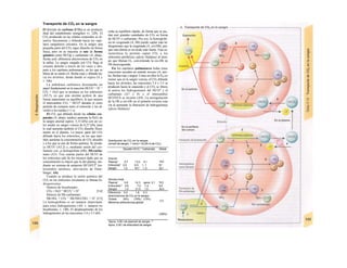 Transporte de CO2 en Ia sangre
El dióxido de carbono (CO2) es un producto
final del metabolismo energético (v. 228). El
CO2 producido en las células corporales se di-
suelve físicamente y difunde hacia los capi-
lares sanguíneos cercanos. En la sangre una
pequeña parte del CO2 sigue disuelto de forma
física, pero en su mayoría se une de forma
química como HCOg y carbamato (A, abajo,
flecha azul; diferencia arteriovenosa de CO2 en
la tabla). La sangre cargada con CO2 llega al
corazón derecho a través de los vasos y des-
pués a los capilares pulmonares, en los que se
libera de su unión (A, flecha roja) y difunde ha-
cia los alvéolos, desde donde se espira (A y
v. 106).
La anhidrasa carbónica desempeña un
papel fundamental en la reacción HCOi? + H+
^
CO2 + H2O que se produce en los eritrocitos
(A5,7), ya que esta enzima acelera de una
forma importante su equilibrio, lo que mejora
el intercambio CO2 ^ HCO? durante el corto
período de contacto entre el eritrocito y los al-
véolos o los tejidos (<1 s).
El CO2 que difunde desde las células cor-
porales (A, abajo; tejidos) aumenta Ia PcO2 de
la sangre arterial (aprox. 5,33 kPa) con un va-
lor medio en sangre venosa de 6,27 kPa, para
lo cual aumenta también el CO2 disuelto física-
mente en el plasma. La mayor parte del CO2
difunde hacia los eritrocitos, en los que tam-
bién aumenta la concentración de CO2 disuelto
y a los que se une de forma química. Se produ-
ce HCO? (A5,2) y, mediante unión del car-
bamato con ¡a hemoglobina (Hb), Hb-carba-
mato (A3). Tres cuartas partes del HCO! de
los eritrocitos sale de los mismos dado que su
concentración es mayor que la del plasma, me-
diante un sistema de antiporte HCOf/CÍ" (in-
tercambio aniónico; desviación de Ham-
burger; A4).
Cuando se produce la unión química del
CO2 en los eritrocitos circulantes se liberan hi-
drogeniones:
Síntesis de bicarbonato:
CO2 + H2O ^ HCCL3
+ H+
[5.4]
Síntesis de Hb-carbamato:
Hb-NH2 + CO2 ^ Hb-NH-COO- + H+
[5.5]
La hemoglobina es un tampon importante
para estos hidrogeniones (A6; v. tampon no
bicarbonato, v. 140). El desplazamiento de los
hidrogeniones en las reacciones 5.4 y 5.5 difi-
culta su equilibrio rápido, de forma que se pue.
dan unir grandes cantidades de CO2 en forma
de HCO! o carbamato. Por eso, la hemoglobi-
na no oxigenada (A, Hb) puede captar más hi-
drogeniones que la oxigenada (A, oxi-Hb), por-
que esta última es un ácido más fuerte. Esta ca-
racterística le permite captar CO2 a los
eritrocitos periféricos (efecto Haldane) al tiem-
po que liberan O2, convirtiendo la oxi-Hb en
Hb desoxigenada.
En los capilares pulmonares todas estas
reacciones suceden en sentido inverso (A, arri-
ba, flechas roja y negra). Como en ellos la P032 es
menor que en la sangre venosa, el CO2 difunde
hacia los alvéolos, las reacciones 5.4 y 5.5 se
producen hacia la izquierda y el CO2 se libera
al unirse los hidrogeniones del HCO? y el
carbamato (A7 y 8) y el intercambio
HCOVCh se invierte (A9). La reoxigenación
de la Hb a oxi-Hb en el pulmón revierte esta
vía al aumentar la liberación de hidrogeniones
(efecto Haldane).
Distribución de CO2 en Ia sangre
(mmol/l de sangre, 1 mmol = 22,26 mi de CO2)
Disuelto HCCL3
Carbamato Global
Arterial
Plasma* 0,7 13,2 0,1
Eritrocitos" 0,5 6,5 1, 1
Sangre 1,2 19,7 1,2
14,0
8,1
22,1
Venosa mixta
Plasma* 0,8 14,3 aprox. 0,1
Eritrocitos** 0,6 7,2 1,4
Sangre 1,4 21,5 1,5
15.2
9,2
24,4
Diferencia 0,2 1,8 0,3
arteriovenosa de CO2 en Ia sangre
(%dela (9%) (78%) (13%)
diferencia arteriovenosa global)
2,3
(100%)
*Aprox. 0,55 I de plasma/l de sangre. **
Aprox. 0,45 I de eritrocitos/l de sangre.
 