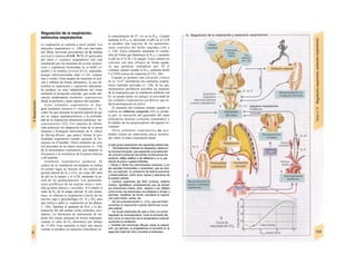 Regulación de Ia respiración,
estímulos respiratorios
La respiración se controla a nivel central. Los
músculos respiratorios (v. 108) son inervados
por fibras nerviosas procedentes de la médula
cervical y torácica (C4-8, Tl-7). El generador
del ritmo (= «centro» respiratorio) (Al) está
constituido por las neuronas de acción inspira-
toria y espiratoria localizadas en el bulbo ra-
quídeo y Ia médula cervical (Cl,2), separadas,
aunque interconectadas entre sí (Al, campos
rojo y verde). Estos grupos de neuronas se acti-
van e inhiben de forma alternativa, lo que de-
termina la inspiración y espiración alternante.
Se produce un tono independiente del ritmo
mediante la formación reticular, que recibe afe-
rencias moduladoras (estímulos respiratorios)
desde la periferia y parte superior del encéfalo.
Estos estímulos respiratorios se inte-
gran mediante sensores (= receptores) (v. 4),
como los que detectan la presión parcial de ga-
ses en sangre (quimiosensores) o la profundi-
dad de la respiración (distensión pulmonar, me-
canosensores) (A2). Los sensores de disten-
sión pulmonar de adaptación lenta de la pared
traqueal y bronquial intervienen en el reflejo
de Hering-Breuer, que parece limitar la pro-
fundidad respiratoria cuando aumenta la fre-
cuencia en el hombre. Otros estímulos de con-
trol proceden de los haces musculares (v. 318)
de la musculatura respiratoria, que adaptan su
frecuencia a la resistencia de la pared torácica
y del pulmón.
Estímulos respiratorios químicos. El
control de la ventilación involuntaria se realiza
en primer lugar en función de los valores de
presión parcial de O2 y CO2, así como del valor
de pH en la sangre y el LCR, mediante la ac-
ción de los quimiosensores. Los quimiosen-
sores periféricos de las arterias aorta y caró-
tida (g/omus aórtico y carotídeo; A3) miden el
valor de P02 de la sangre arterial. Si éste dismi-
nuye, se refuerza la respiración a través de los
nervios vago y glosofaríngeo (N. X y IX), para
que vuelva a subir (v. respiración en las alturas;
v. 136). También el aumento de PCo2 y la dis-
minución del pH actúan como estímulos exci-
tadores. La frecuencia de transmisión de im-
pulso del sensor aumenta de forma empinada,
cuando el valor de P02 disminuye por debajo
de 13 kPa. Este aumento se hace aún mayor
cuando se produce un aumento simultáneo en
la concentración de H+
y/o en la PC02. Cuando
aumenta la PC02 (y desciende el pH) en el LCR
se produce una reacción de los quimiosen-
sores centrales del bulbo raquídeo (A4 y
v. 126). Estos estímulos aumentan la ventila-
ción de forma que disminuya la PCO2 y aumente
el pH en el LCR y la sangre. Estos estímu-íos
centrales son muy eficaces de forma aguda,
ya que permiten multiplicar por 10 el
volumen minuto cuando la PCO2 aumenta desde
5 a 9 kPa (curua de respuesta al CO2, A6).
Cuando se produce una elevación crónica
de la ?co2se
normalizan los estímulos respira-
torios centrales activados (v. 126). Si los qui-
miosensores periféricos perciben un aumento
de la respiración por la ventilación artificial con
O2 se puede poner en peligro la actividad de
los estímulos respiratorios periféricos que to-
davía permanecen en activo.
El aumento del volumen minuto cuando se
realiza un esfuerzo corporal (A5) se produ-
ce por: a) inervación del generador del ritmo
(eferencias motoras corticales colaterales) y
b) señales de los propioceptores del aparato lo-
comotor.
Otros estímulos respiratorios no aco-
plados tienen un importante efecto modula-
dor sobre el ritmo respiratorio basal.
A este grupo pertenecen las siguientes aferencias:
* Terminaciones irritativas de adaptación rápida en
Ia mucosa bronquial, que responden a Ia reducción
de volumen pulmonar (aumentan Ia frecuencia res
piratoria; reflejo cefálico o de deflación) y a l a pre
sencia de polvo o gases irritantes.
» Fibras C libres (los denominados sensores J) en
las paredes bronquiales y alveolares, que se exci-
tan, por ejemplo, en presencia de edema pulmonar
y desencadenan, entre otros, apnea y descenso de
Ia presión arterial.
·» Centros superiores del SNC (corteza, sistema
límbico, hipotálamo, protuberancia) que se activan
por emociones (miedo, dolor, alegría) o por reflejos
como Ia tos, los estornudos, los bostezos o el hipo y
permiten modificar de forma voluntaria Ia respira-
ción park hablar, cantar, etc.
* De los presosensores (v. 214), que permiten
aumentar Ia respiración cuando disminuye Ia pre
sión arterial.
* De Ia piel (estímulos de calor o frío) y el centro
regulador de Ia temperatura. Tanto el aumento (fie
bre) como Ia reducción de Ia temperatura corporal
aumentan Ia ventilación.
» También las hormonas influyen sobre Ia respira-
ción; por ejemplo, Ia progesterone Ia aumenta en Ia
segunda mitad del ciclo y durante el embarazo.
 