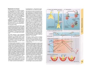 Respiración en el buceo
El buceo determina dos problemas respirato-
rios fundamentales. Por un lado se impide la
entrada normal de aire del exterior y, por otro,
se produce un aumento en la presión ambien-
tal bajo el agua, de forma que hay que sumar
la presión de la columna de agua (98 kPa =
735 mm Hg = 1 at por 10 m de profundidad)
a la presión barométrica en la superficie.
Cuando se practica un buceo superficial se
pueden prolongar las vías respiratorias con un
esnorquel, lo que permite la entrada del aire
exterior (A). La respiración se dificulta porque
a) el espacio muerto (v. 114 y 120) aumenta y
b) hay que vencer la presión de agua sobre el
tórax para poder inspirar.
La profundidad de Ia inmersión está limitada cuando
se respira con esnorquel, porque 1) si se prolonga
mucho el esnorquel aumenta el espacio muerto y si
se elige un tubo más estrecho Io hace Ia resistencia
y 2) Ia presión del agua es demasiado alta y sólo se
puede vencer una presión de 11 kPa (112 cm H2O)
en Ia inspiración (v. 116). Estos dos hechos impiden
inspirara 112 cm de profundidad (anoxia hipoxémi-
ca;A).
Para poder sumergirse a mayor profundidad
(hasta 70 m) se pueden emplear dispositivos
respiradores que permitan respirar. Estos
dispositivos adaptan la presión del aire inspira-
do (procedente de botellas presurizadas) de for-
ma automática en función de la presión am-
biental, lo que permite al buceador respirar
siempre de forma normal.
El aumento de presión se acompaña de un aumento
de Ia presión parcial de nitrógeno (PN2: B), de for-
ma que se disuelve más N2 en Ia sangre que en Ia
superficie (a 60 m de profundidad se disuelve 7 ve-
ces más). Cuando el buceador asciende se produce
un descenso de Ia presión y el exceso de N2 no si-
gue disuelto. Cuando el ascenso es lento y escalo-
nado este exceso difunde y se espira, pero cuando
es rápido se producen vesículas de N2 en los tejidos
(¡dolores!) y en Ia sangre, que pueden provocar em-
bolias en vasos pequeños (embolia gaseosa) (enfer-
medad del buceador o de Caisson; B). Cuando se
bucea a gran profundidad, >40-60 m, se puede pro-
ducir Ia borrachera de las profundidades (¿narcosis
por N2?) y a 75 m una intoxicación por O2 (v. 136).
Cuando una persona bucea sin dispositivos sos-
teniendo el aire, la presión parcial de CO2
(PC02) en sangre aumenta, porque el CO2 pro-
ducido por todo el organismo no se puede espi-
rar. Cuando se produce una determinada PC02,
los quimiosensores (v. 132) provocan la sensa-
ción de falta de aire, una señal para ¡ascender!
Para retrasar este momento se puede tratar de dis-
minuir el valor de P002 de Ia sangre antes de sumer-
girse (hipe/ventilación). Los buceadores experimen-
tados consiguen permanecer así más de un minuto
debajo del agua. En Ia figura C se muestran los
cambios de Ia presión parcial en los alvéolos y Ia
magnitud y Ia dirección del intercambio de gases al-
veolar en este tipo de buceo (10 m de profundidad,
40 s de duración). La hiperventilación inicial dismi-
nuye Ia P002 (C, linea discontinua verde) y aumenta
algo Ia P02 (C, línea roja) en los alvéolos (y Ia san-
gre). El buceo a 10 m de profundidad duplica Ia
presión sobre el tórax y los alvéolos, de forma que
Ia presión parcial de los gases (PC02, P02 y PN2)
aumenta mucho. Se produce una salida de más
cantidad de O2 y de CO2 desde los alvéolos hacia Ia
sangre (C, abajo). Si Ia PC02 llega a subir Io suficiente,
se produce una señal para ascender. Si no se
asciende, se produce un descenso rápido de P02 en Ia
sangre y los alvéolos (consumo de O2 y presión) y se
interrumpe el intercambio alveolar de O2. A nivel de
Ia superficie del agua se consigue un valor de P02
todavía tolerable. Sin embargo, cuando Ia hiper-
ventilación excesiva antes de Ia inmersión hace que
Ia señal para ascender se produzca demasiado tar-
de, el valor de P02 llega a ser O antes de alcanzar Ia
superficie (pérdida de conocimiento y muerte por
ahogamiento; C, línea de puntos).
Barotrauma. Cuando se bucea se produce
una disminución del tamaño de las cavidades
corporales llenas de gas (pulmones, oído me-
dio, etc.) por el aumento de la presión (hasta la
mitad cuando se bucea a 10 m, a 1/4 cuando
se bucea a 30 m).
Los dispositivos de buceo ajustan el volumen de aire
deficitario de forma automática. La conexión del oído
medio con Ia faringe a través de Ia trompa de Eus-
taquio sólo se abre en ocasiones (cuando se boste-
za) o no se abre en absoluto (en el enfriamiento).
Durante el buceo no se consigue equilibrar el volu-
men, por Io que Ia mayor presión de agua sobre el
oído externo se transmite hacia el interior (¡dolor!) y
puede hacer que estalle. Se produciría entrada de
agua fría, que estimularía el órgano del equilibrio de
ese lado y provocaría mareo, vértigo y alteraciones
de Ia orientación. Este fenómeno se puede prevenir
oponiéndose de forma activa a Ia entrada de aire del
pulmón al oído medio (¡nariz cerrada, presionar!).
Cuando se asciende, se vuelven a expandir las
cavidades aéreas. Si se asciende demasiado de-
prisa (>18 m/min), sin realizar paradas regula-
res, se puede romper el pulmón con aparición
de un neumotorax (v. 110) y con frecuencia
una hemorragia y embolia pulmonar mortales.
 