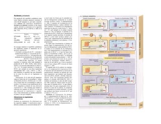 Acidosis y alcalosis
La regulación del equilibrio acidobásico tiene
como objetivo primario mantener constante el
valor del pH sanguíneo (y, por tanto, corporal).
Los valores del equilibrio acidobásico
normal en el plasma (medidos en la sangre
capilar arterial) se muestran en la siguiente
tabla (eritrocitos, PCO2 y [HCO3I; v. tabla en la
pág. 124):
Mujeres Hombres
[H*] (nmol/l) 39,8 ±1,4 40,7 ±1,4
PH 7,40 ±0,01 5 7,39±0,01E
PcO2 (KPa) 5,07 ± 0,3 5,47 ± 0,3
[HCO3-] (mmol/l) 24 ± 2,5 24 ± 2,5
Se consigue mantener el equilibrio acidobásico
del organismo cuando se mantienen los si-
guientes equilibrios:
!.(Entrada o producción de H+
) - (entrada o
producción de HCO3") = (excreción de H+
) -
(excreción de HCO3') = 60 mmol/día (de-
pendiente de la alimentación). 2. (Producción
de CO2) = (excreción de CO2)
= 15.000-20.000 mmol/día. El primer
equilibrio se mantiene sobre todo mediante la
producción de H+
(HCl1 H2SO4, ácido láctico,
H3PO4) y la excreción adecuada por el riñon (v.
174 y ss.). Se puede aumentar la entrada de
HCO3', por ejemplo en una dieta vegetariana
(metabolismo: OH~ + CO2 -> HCO3': v. 138), y
para mantener el equilibrio hay que eliminarlo
en la orina (la orina de un vegetariano es
alcalina).
Alteraciones. Si el valor del pH sanguíneo
supera el límite alto de la normalidad (v. tabla),
se denomina alcalosis, mientras que si es infe-
rior al límite bajo de la normalidad se habla de
acidosis. Si la causa es una modificación de la
PCO2 sanguínea se trataría de una alteración
respiratoria (v. 144), mientras que cuando se
relaciona con cambios en [HCO3") se trata de
una alteración no respiratoria (= metabó-
lica). Estas alteraciones se pueden compensar
en parte o casi por completo.
Alteraciones no respiratorias
(metabólicas)
Acidosis no respiratoria. Se relacionan con
las siguientes causas: 1) insuficiencia renal o
defectos aislados en la secreción tubular de H+
a nivel renal, de forma que la cantidad nor-
mal de hidrogeniones producida no se puede
excretar (acidosis renal); 2) hiperpotasemia
(v. 180); 3) aumento de la producción de los
ácidos β-hidroxibutírico y acético (diabetes me-
llitus, hambre); 4) aumento en la degradación
anaerobia de glucosa a ácido láctico (-> lacta-
tef + H+
), por ejemplo en el trabajo corporal
intenso (v. 74) o la hipoxia; 5) aumento en la
producción de HCl y H2SO4 por el metabolismo
si se ingieren muchas proteínas; 6) pérdida de
[HCO3'] a nivel renal (acidosis tubular pro-
ximal renal, administración de inhibidores de
la anhidrasa carbónica) y en la diarrea, y 7) hi-
perpotasemia.
En todas estas circunstancias se produce en
primer lugar el tamponamiento (Al) del ex-
ceso de hidrogeniones (cada pérdida de HCO3
-
se traduce en un aumento de los hidrogenio-
nes). Este tamponamiento es realizado en 2/3
partes por el HCO3" y 1/3 por las bases tam-
pones no bicarbonato (TNB~), por lo que el
CO2 producido a partir del HC03~ es eliminado
a través del pulmón (sistema abierto; v. 140). Se
produce una disminución tanto de Ia concen-
tración de bicarbonato estándar [HCO3^13,,
como de Ia real [HCO3~]real y de Ia concentra-
ción de bases tampon [BT~] (exceso de bases
negativo; v. 146).
El segundo paso de la acidosis no respirato-
ria es la compensación respiratoria (A2).
El descenso del pH determina (a través de los
quimiosensores centrales) un aumento del volu-
men respiratorio, que produce una disminu-
ción de la PCO2 arterial y alveolar (hiperven-
tilación; A2a). Este mecanismo permite nor-
malizar el cociente [HCO3IX[CO2] (20:1) y
también (al aumentar el valor del pH) recupe-
rar TNB- a partir de TNB-H (A2b). En este úl-
timo paso se consume HCO3", lo que obliga a
eliminar más CO2 para compensarlo (A2c). Si
persiste la causa de la acidosis, la compensa-
ción respiratoria no resulta suficiente y se tiene
que producir una mayor excreción de H+
por
el riñon (v. 174 y ss.).
Alcalosis no respiratoria. Se produce
por: 1) administración de bases (p. ej., infu-
sión de HCO3'); 2) mayor producción de anio-
nes orgánicos (como lactato, a-cetogluta-
rato2
~); 3) pérdida de hidrogeniones por
vómitos (v. 238) o en la hipopotasemia, y
4) deficiencia de volumen.
 