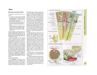 Riñon
Estructura y funciones del riñon
Los principios funcionales del riñon con-
sisten en:
l.en el glomérulo se filtra una gran cantidad
de volumen de líquido desde la sangre (fil-
trado glomerular = TFG) hacia el túbulo
(orina primaria), que contiene agua y pe-
queñas moléculas del plasma y
2. en el túbuh y el conducto colector los ele-
mentos principales de la orina primaria:
- aparecen en cantidades distintas (glucosa S>
urea)y
- se puede modificar la cantidad de una sus
tancia en función de las necesidades (regula
ción) (p. ej., Na+
o H2O), volviendo a trans
portarla desde la luz del túbulo a la sangre:
reabsorción.
El resto del filtrado se excreía con Ia orina (ex-
creción). Algunas sustancias, que deben ser eli-
minadas con rapidez del organismo (p. ej., las
toxinas), no sólo se filtran, sino que también son
transportadas hacia la luz del túbulo por las célu-
las del mismo: secreción.
Entre las funciones del riñon destaca
controlar la reabsorción de sal y la excreción
de agua y mantener constante el volumen y
Ia osmolaridad del espacio extracelular. La
adaptación de la excreción de H+
y HCO3" a
la producción corporal de estos iones, impli-
cados en la respiración y el metabolismo,
hace que el riñon intervenga en la regulación
del equilibrio acidobásico. También elimina
productos finales del metabolismo y sustan-
cias extrañas (urea, ácido úrico, medicamen-
tos, toxinas), conservando elementos sanguí-
neos importantes (glucosa, aminoácidos). Por
último, en el riñon se producen hormonas
(angiotensina II, eritropoyetina, trombopoyeti-
na, calcitriol, prostaglandinas) y participa en
el metabolismo corporal (degradación de pro-
teínas y péptidos, gluconeogénesis, síntesis de
arginina).
Estructura de Ia nefrona
» Los corpúsculos de Malpighi renales
(diámetro medio 0,2 mm) se localizan en la
corteza renal (= corteza, A) y están constitui-
dos por la cápsula de Bowman y el gloméru-
Io (B), localizado dentro de la primera que se
organiza en una capa parietal y otra visceral.
Entre ambas hojas se localiza en espacio cap-
sular, al que se filtra la orina primaria (B). Una
arteriola (vaso aferente) trae la sangre hacia el
glomérulo y allí se divide en capilares, que se
vuelven a reunir en un vaso de salida (vaso
eferente), que da lugar a la red de capilares
peritubulares (v. 150). El filtro glomerular
(B) se localiza en la vertiente sanguínea del en-
dotelio fenestrado de los capilares glomerula-
res (poros de 50-100 nm de diámetro); en la
vertiente urinaria se rodea de membrana ba-
sal e incluyen la hoja visceral de la cápsula de
Bowman, cuyas células (podocitos) presentan
prolongaciones (pedicelos) unidos entre sí. El
espacio en forma de hendidura que se produ-
ce está cubierto por una membrana de filtra-
ción, cuyos poros miden 5 nm de diámetro
medio. Están constituidos por la proteína ne-
frina, que se ancla en el citoesqueleto de los
podocitos.
» El túbulo proximal (A, verde oscuro) es la
parte más larga de la nefrona (10 mm) y tiene
una parte inicial arrollada (túbuío contorneado
proximal, A3), siguiendo luego un trayecto
recto (parte recta, A4). » El asa de Henle
tiene una rama descendente gruesa (en la
médula renal) (A4, parte recta), una rama
delgada descendente (A5), una rama delgada
ascendente (sólo para las asas largas) y una
rama gruesa ascendente (A6). En esta
estructura se localiza un grupo de células
especializadas (mácula densa; v. 184), que se
encuentran en íntima proximidad de los vasos
glomerulares de la misma nefrona. Sólo un
20% de las asas (de las nefronas deno-
minadas profundas o yuxtamedulares) son
largas y llegan a la médula, mientras que las
nefronas corticales tienen asas cortas (A y
v. 150).
* El túbulo distal (A, verde claro) empieza
con una parte recta (= rama ascendente gruesa
del asa de Henle; A6) y se sigue de un tramo
tortuoso (A7).
El túbulo distal desemboca a través de un tú-
bulo conectar (A8) en el conducto colector
(A9), que posee- una parte cortical y otra
medular. Desembocan en las papilas renales
de la pelvis renal. El resto de la vía urinaria
está constituido por el uréter que conduce la
orina hacia la vejiga urinaria (control; v. 78
y ss.) desde donde se excreta al exterior a tra-
vés de la uretra.
 