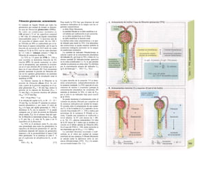 Filtración glomerular, aclaramiento
El volumen de líquido filtrado por todos los
glomérulos por unidad de tiempo se denomi-
na tasa de filtración glomerular (TFG).
Su valor en condiciones normales es
120 ml/min/1,73 m2
de superficie corporal
o 180 1/día. El volumen de líquido extracelular
intercambiable (unos 17 1) atraviesa más de
10 veces/día el túbulo renal. De los 180 1
de TFG/día un 99% es reabsorbido por el tú-
bulo hacia el espacio extracelular, por lo que la
fracción de excreción de H2O suele ser como
media el 1% de la TFG, con un valor absoluto
de 1-2 1/día (= volumen urinario = Vu) (la
filtración de sustancias disueltas; v. 154).
La TFG es 1/5 parte del FPR (v. 150) y
este cociente se denomina fracción de fil-
tración (FF). Se puede aumentar su valor
con la atriopeptina, que aumenta la resisten-
cia en el vaso eferente (RJ al tiempo que la re-
duce en el vaso aferente (RJ. Este mecanismo
permite aumentar la presión de filtración efi-
caz en los capilares glomerulares sin aumentar
la resistencia global de la circulación renal ni
modificar el FPR.
La «fuerza» tractora de la filtración es la
presión de filtración eficaz (Pef). Se cal-
cula Α partir de la presión sanguínea en el ca-
pilar glomerular (Pcap = 48 mm Hg), menos la
presión en la cápsula de Bowman (Pbow =
13 mm Hg) y la presión oncótica del plasma
(Jtcap = 25-35 mm Hg).
Pef = Pcap-Pbo»-"«,ρ [7.6]
A la entrada del capilar la Pet es 48 - 13 - 25 =
10 mm Hg. La elevada FF aumenta la concen-
tración plasmática y, por tanto, el valor de
Jicap a lo largo_del capilar glomerular (v. 378) y
disminuye la Pef (en la ecuación 7.7 se puede
comparar con_el valor de presión de filtración
eficaz medio, Pef). En el extremo final del capi-
lar, la filtración se interrumpe porque la ncap llega
a 35 mm Hg y el valor de Pef pasa a ser O
(equilibrio en la filtración).
La TFG es el producto entre Pef (en este
caso promediado para todos los glomérulos), la
superficie de filtración glomerular (F, que na-
turalmente depende del número de glomérulos
intactos) y de la permeabilidad al agua k del
filtro glomerular. Si se sustituye el valor F · k
por el coeficiente de ultrafiltración K¡, se ob-
tiene:
TFG = Pef · K, [7.7]
Para medir la TFG hay que disponer de und
sustancia indicadora en la sangre con las si-
guientes características:
- se debe filtrar libremente,
- la cantidad filtrada no se debe modificar a ni
vel tubular por reabsorción ni por secreción,
- no se debe metabolizar en el riñon,
- no debe modificar la función renal.
La inulina reúne estas características y se pue-
de infundir para medir la TFG. Con determina-
das restricciones se puede emplear también la
creatinina endógena (presente en la sangre
en condiciones normales).
La cantidad de indicador filtrada/tiempo se
calcula a partir de la concentración plasmática
del indicador (P1n [g/1]) por la TFG ¡1/min] (A). La
misma cantidad de indicador/tiempo aparecerá
en la orina (condiciones 2 y 3), lo que permite
calcular su presencia en orina como Vu (ml/min)
por la concentración urinaria del indicador Uto
[g/1], de forma que ?·„ · TFG = U1n · Vu o
La parte derecha de la ecuación 7.8 se deno-
mina aclaramiento, independientemente de
la sustancia estudiada. La TFG equivale al acla-
ramiento de inulina o creatinina (¡aunque la
concentración plasmática de creatinina [PJ
aumenta al disminuir la TFG, el valor de Pcrea
por sí solo es un indicador muy poco exacto
de la TFG!).
Se puede interpretar el aclaramiento como el
volumen de plasma liberado por completo de
Ia sustancia indicadora por unidad de tiempo.
El cociente entre el aclaramiento de una sustan-
cia X y el de la inulina (Cx/Cin) equivale a la ex-
creción fraccionada (EF; v. 154) e indica qué
porcentaje de la sustancia X filtrada se ex-
creta. Cuando una sustancia se reabsorbe a
nivel tubular, la EF vale menos de 1 (Bl;
p. ej., Na+
, Cl~, glucosa, aminoácidos). Un valor
de la EF mayor de 1 indica que se produce se-
creción en el túbulo además de filtración (B2).
En el caso del PAH (v. 150), dicha secreción es
tan importante que la EFPAH = 5 (= 500%).
La cantidad absoluta secretada o reab-
sorbida en el riñon por unidad de tiempo
(mol/min) de una sustancia X filtrada libremente
se calcula como la diferencia entre Ia sus-
tancia filtrada/tiempo (TFG · Px) y la sustan-
cia excretada/tiempo (Vu · Ux).
 