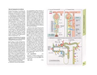 Vías de transporte en Ia nefrona
Filtración de sustancias. En el filtrado glo-
merular (v. 152) también se filtran sustancias
de bajo peso molecular disueltas en el plasma
(ultrafiltrado). El coeficiente de cribado Cc
(= concentración en el filtrado/concentración
en el agua plasmática) representa una medida
de la permeabilidad del filtrado glomerular
(v. 148). Este filtro permite el paso de sustan-
cias con un radio molecular r < 1,8 nm (masa
molecular <ÍO.OOO Dalton) (Cc = 1). Las sus-
tancias cuyo radio sea >4,4 nm (masa molecu-
lar >80.000 Dalton, como Ia globulina) no
se suelen filtrar en condiciones normales
(Cc = O). Las moléculas cuyo radio oscile entre
1,8 y 4 nm se filtran sólo de forma parcial (Cc
entre O y 1), pero los fragmentos con carga ne-
gativa lo hacen con más dificultad (albúmina,
r = 3,4 nm; Cc = 0,0003) que los neutros para
el mismo valor de r. La razón de este fenómeno
es que la pared del filtro glomerular tiene
cargas negativas, que rechazan los aniones.
Cuando las sustancias de bajo peso molecular
se unen a las proteínas plasmáticas en parte
(unión a proteínas), la parte ligada práctica-
mente no se puede filtrar (v. 24).
La limpieza del filtro glomerular de las sustancias
atrapadas en el mismo se produce posiblemente
mediante fagocitosis (v. 94 y s.) por los macrófagos
mesangiales y los podocitos del glomérulo.
Epitelio tubular. Las células epiteliales del tú-
bulo y del conducto colector son células pola-
res, es decir, la membrana luminal que mira
hacia la orina se diferencia a nivel funcional de
la basolateral que mira hacia la sangre. Las cé-
lulas del túbulo proximal aumentan la superfi-
cie de la membrana luminal con microueí/osi-
dades (sobre todo en la zona proximal inicial),
mientras que en la zona basolateral sanguínea
tienen unas profundas hendiduras (laberinto
basolateral). Este último se encuentra en es-
trecho contacto con las innumerables mitocon-
drias (v. 9, B), que aportan el ATP para la
ATPasa Na+
/K+
localizada en la membrana ba-
solateral (de todas las células epiteliales) (v. 26).
Como la cantidad de sustancias que se tienen
que reabsorber disminuye mucho en la porción
distal del túbulo, las células tubulares posproxi-
males ya no necesitan microveílosidades.
Mientras que para el transporte transcelu-
lar (reabsorción, secreción) resulta fundamen-
tal la permeabilidad de ambas membranas, la
permeabilidad del epitelio para el transporte
paraceíular viene determinada por la densidad
de uniones estrechas (v. 18). El túbulo proxi-
mal permite un goteo relativo de agua e iones
pequeños, lo que, junto con su importante su-
perficie de membrana, lo hace especialmente
indicado para el transporte en masa (D, co-
lumna 2). La parte delgada del asa de Henle
también es relativamente «permeable», mien-
tras que la rama gruesa ascendente y todo el
resto del túbulo y el conducto colector se consi-
deran epitelios de «densidad media», en los
que se pueden generar gradientes eléctricos y
químicos transepiteliales con más facilidad que
en los epitelios «permeables».
Medición de la reabsorción/secreción
y excreción de una sustancia. Determinar la
concentración en la orina de una sustancia no
sirve por sí misma para valorar si una sustancia
glomerular filtrada es reabsorbida o secretada
en el túbulo ni en qué medida, ya que este va-
lor puede aumentar por la reabsorción de
agua (v. 164). El cociente de concentracio-
nes de la inulina (o Ia creatinina) en Ia orina
y el plasma, U¡n/Pin, es una medida de la
reabsorción de agua. Como estas sustancias
indicadoras ni se reabsorben ni se secretan en
el túbulo (v. 152), sus cambios de concentra-
ción dependen de la reabsorción de H2O (A).
Si el valor del cociente Uln/P,n = 200, el filtrado
se concentra 200 veces hasta la orina final (lo
que equivale a decir que la excreción frac-
cionada de H2O [FH2cJ es 1/200 o 0,005 o
0,5% de la TFG). Si se mide la concentración
en Ia misma orina y plasma en la que se midió
Uin/Pln de una sustancia X (que se filtre libre-
mente y se pueda secretar), se puede determi-
nar UxTPx. La excreción fraccionada (EF)
de X se puede calcular a partir de U,n/P]n (A y
D, columna 5 en %):
EFx = (lyPJ/ffVPJ [7.9]
la ecuación 7.9 también se puede calcular a
partir de CyC1n [v. 152], si se considera el Vu.
La reabsorción fraccionada (RF) de X
se calcula como:
RFx=I-EFx [7.10]
 