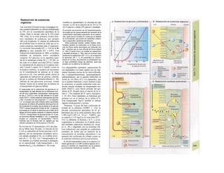 Reabsorción de sustancias
orgánicas
La cantidad filtrada/tiempo («carga») de
una sustancia plasmática se calcula multiplicando
la TFG por la concentración plasmática de la
misma. Dado el elevado valor de la TFG (unos
180 1/dia), en la orina primaria existen enor-
mes cantidades de sustancias, por ejemplo
160 g de D-glucosa. El sistema de reabsorción
de la nefrona tiene la misión de evitar que se ex-
creten sustancias importantes para el organismo.
La excreción fraccionada (EF; v. 154) de la D-
glucosa es muy pequeña (EF » 0,4%). Esta
reabsorción prácticamente al 100% se produce
mediante un transporte activo secundario
(simparte Na*-glucosa) en la superficie lumi-
nal de la membrana celular (B y v. 29, Bl), so-
bre todo en el túbulo proximal (95%), Cuando
la concentración de glucosa en el plasma (nor-
mal 5 mmol/1) supera 10-15 mmol/1 (como en
la diabetes mellitus), se produce un incremento
en la concentración de glucosa en la orina:
glucosuria (A). Este aumento puede saturar la
capacidad de reabsorción de glucosa, controla-
da por la cinética de Michaelis-Menten (v. 28).
Además de esta glucosuria prerrenaí, existen
formas renales de la misma por un defecto en
el transportador de glucosa tubular.
El responsable de Ia reabsorción de glucosa es un
transportador de baja afinidad de Ia mefnbrana lumi-
nal del tubo contorneado (transportador sodio-glucosa
de tipo 2, TSGT2) y otro de alta afinidad en Ia parte
recta (TSGT1). Ambos sistemas cotransportan glucosa
y Na*, el primero en una proporción 1:1 y el segundo
1:2. La energía para esta entrada activa secundaria
de glucosa se obtiene del gradiente electroquímico de
Na* producido en Ia célula, que es doble en el caso del
TSGT1 porque transporta el doble de Na*. La glucosa
acumulada en Ia célula Ia abandona por el lado de Ia
sangre de forma pasiva mediante un sistema un/porte
(TGLU2 = transportador de glucosa de tipo 2), Io que
se denomina difusión facilitada (v. 22). La galactosa
emplea en ocasiones el transportador TSGT2,
mientras que Ia fructosa sólo es captada por las
células tubulares de forma pasiva (TGLU5).
De los más de 25 aminoácidos (AA) del plas-
ma se filtran unos 70 g/día. La mayoría de los
L-AA se reabsorben de forma parecida a la D-
glucosa, por un mecanismo secundario activo
con entrada acoplada al Na+
en el túbulo proxi-
mal (B y v. 29, B3). Los 7 transportadores de
AA distintos en el túbulo proximal se distinguen
en su especificidad. Cada transportador y AA
muestra una Jméx y KM distintas (v. 28), lo que
modifica su saturabilidad y la velocidad de reab-
sorción. La EF de la mayoría de los AA es 1%
(0,1% para la L-valina y 6% para la L-histidina).
El aumento de excreción de AA (hiperaminoacidu-
ria) puede ser de causa prerrenaí por aumento de Ia
concentración plasmática (saturación de Ia reabsor-
ción, igual que en Ia tabla A) o renal por un defecto
en el transporte, que puede ser específico (cistinu-
ría) o ¡nespecíflco (síndrome de Fanconi).
Otras sustancias (lactato, sulfato, fosfato, dicar-
boxilato) también se reabsorben en el túbulo proxi-
mal de forma activa secundaria por simporte con
Na*, mientras que Ia urea difunde de forma pasiva
(v. 166). El ácido úrico y el oxalato se reabsorben
y secretan al tiempo (v. 160), pero en el primer caso
predomina Ia reabsorción (EF = 0,1) y en el segundo
Ia secreción (EF > 1). Si aumentara su concen-
tración en Ia orina, se produciría su precipitación por
su baja solubilidad (riesgo de cálculos), igual que
sucede con Ia cistina en Ia cistinuría.
Los oligopéptidos (glutatión, angiotensina II)
son degradados con tanta rapidez por las pep-
tidasas luminales activas de las microvellosida-
des (γ-glutamiltransferasa, aminopeptidasas,
endopeptidasas), que se pueden reabsorber en
forma de AA libres (Cl). Los dipéptidos, que
no se pueden hidrolizar a nivel luminal (como
la carnosina), se pueden reabsorber como mo-
léculas intactas mediante un transportador sim-
porte (PepT2), cuya fuerza procede del gra-
diente de H+
dirigido hacia el interior de la cé-
lula (v. 174) (simporte de H+
activo «terciario»;
v. 29, B5). Estos dipéptidos se hidrolizan por
primera vez en el interior de la célula (C2).
Este transportador PepT2 también lo utilizan
algunos medicamentos y toxinas.
Proteínas. A pesar del bajo coeficiente de
cribado de la albúmina (0,0003; v. 154), la
elevada concentración plasmática de 45 g/1
determina que en la orina primaria haya unos
2.400 mg/d (180 1/d · 45 g/1 · 0,0003), que
se reducen a 2-35 mg/d en la orina final (EF ~
1%). La albúmina, la lisozima y la U1 y p2-mi-
croglobulina se reabsorben en el túbulo proxi-
mal mediante endocitosis mediada por recep-
tor (v. 28) y «digeridas» por los lisosomas (D).
Esta reabsorción está saturada en condiciones
normales, de forma que un aumento de la
concentración de proteínas plasmáticas o un
aumento del coeficiente de cribado (como en
el síndrome nefrótico) provoca proíeinuria.
El 25-OH-colecalciferol unido en el plasma y el
f ltrado glomerular a Ia DBP (proteína ligadora de vi-
tamina D) también es reabsorbido con Ia proteína
por endocitosis mediada por receptor (v. 292).
 