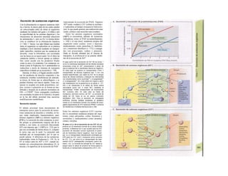 Excreción de sustancias orgánicas
Con la alimentación se ingieren sustancias inúti-
les o lesivas, la mayor parte de las cuales pueden
ser seleccionadas antes de entrar al organismo
mediante los sentidos del gusto y el olfato o por
la especificidad de las enzimas digestivas y los
mecanismos de absorción intestinal (absorción
de aminoácidos L, pero no D). La misma distin-
ción se establece en la eliminación hepática
(=> bilis => heces). Las sales biliares que resultan
útiles al organismo se reabsorben en su práctica
totalidad a nivel intestinal mediante un transpor-
tador específico, mientras que las sustancias de
desecho, como la bilirrubina, son excretadas
con las heces en su mayor parte. En el riñon las
sustancias inútiles o lesivas apenas se reabsor-
ben, como sucede con los productos finales
como la urea o la creatinina. Las sustancias va-
liosas (como la D-glucosa, los L-aminoácidos) se
reabsorben a través de sistemas de transporte
específicos evitando así su excreción (v. 158).
Además, el riñon y el hígado pueden modifi-
car los productos de desecho corporales o las
sustancias extrañas (xenobióticas) de naturale-
za tóxica, de forma que se «detoxifiquen» y se
puedan eliminar con mayor rapidez. Estas sus-
tancias se acoplan con ácido g/ucurónico, sul-
fato, acetato o glutatión en su forma no mo-
dificada o después de la adición enzimática de
OH~ o COOH". Estos conjugados resultantes
son secretados en parte en la vesícula y en parte
en la luz del túbulo proximal (tras sucesivas
modificaciones metabólicas).
Secreción tubular
El túbulo proximal tiene mecanismos de
transporte activo para la secreción de nume-
rosas sustancias de desechos y extrañas, en los
que están implicados transportadores para
aniones orgánicos (AO~) y cationes orgánicos
(CO~). La secreción de estas sustancias es posi-
ble porque su aclaramiento respecto del de la
inulina y, por tanto, su excreción fraccionada
(EF) son mayores que 1 (100%) (v. 152), por lo
que son excretadas de forma eficaz (A, compare
la curva roja con la azul). La secreción está
mediada por un transportador, por lo que se
puede saturar. A diferencia de las sustancias
reabsorbidas, como la D-glucosa (v. 159, A), la
EF se reduce para los AO" y CO+
, cuando au-
mentan sus concentraciones plasmáticas (A; la
meseta y la superficie de la secreción de PAH
representan la excreción de PAH). Algunos
AO" (urato, oxalato) y CO+
(colina) se secretan i
y reabsorben al tiempo (transporte bidirectio-
nal), lo que puede generar una reabsorción neta
(urato, colina) o una secreción neta (oxalato).
Entre los aniones orgánicos secretados
(AO") se encuentran, además de sustancias
indicadoras como el PAH (p-aminohipurato;
v. 150) y el rojo fenol, sustancias propias del
organismo como oxalato, urato e hipurato,
medicamentos como penicilina G, barbiíúri-
cos y numerosos diuréticos (v. 172) y conjuga-
dos con g/ucuronato, sulfato y glutatión.
Dada su elevada afinidad por el sistema de
transporte, el probenecid es un potente inhibi-
dor de la secreción de AO".
El paso activo de Ia secreción de AO" (B) se produ- !
ce en Ia membrana basolateral de las células tubulares
proximales (ricas en AO" ¡ntracelulares a pesar de
que el potencial de Ia membrana interna es negativo).
En este lugar se localiza un transportador (TA01 =
transportador de aniones orgánicos tipo 1) con una
amplia especificidad, que capta los AO" de Ia sangre
hacia las células tubulares y después los intercambia
con dicarboxilatos como succinato2
" y 2-oxoglutarato2
"
(= α-cetoglutarato2
"; B1). Este último se origina a partir
del metabolismo de Ia glutamina en Ia célula (v. 177,
D2) o es introducido a Ia célula de forma activa
secundaria (junto con 3 iones Na+
) mediante el
transportador TDNah (transportador de dicarboxilato
Na* humano) (B2). En este caso se habla de
transporte «terciario activo» de OA". La corriente de
salida de OA hacia Ia luz es pasiva («difusión
facilitada») (B3). Para Ia secreción de conjugados
anfifílicos (toxinas lipófilas acopladas al glutatión)
existe en Ia membrana luminal una bomba de conju-
gados dependiente de ATP adicional (PRM2 = proteína
de resistencia a múltiples fármacos tipo 2; B4).
Entre los cationes orgánicos (CO+
) secreta-
dos se encuentran sustancias propias del orga-
nismo, como adrenalina, colina, histamina y
seroíonina y medicamentos como atropina,
cinina y morfina.
El paso activo de Ia secreción de los CO* (C) se
produce en Ia membrana luminal de Ia célula tubular
proximal, a diferencia de Io que sucede para los AO"
(aumento de densidad luminal superando el poten-
cial de membrana interno negativo). Aqui se locali-
zan: a) un transportador directamente controlado por
ATP para los CO* (mdr1; transporte activo primario
de CO*, C1), asi como b) un transportador de inter-
cambio HYCO+
poliespecífico (transporte «activo ter-
ciario», C2). La corriente de entrada de CO* desde Ia
sangre hacia Ia célula se produce de forma pasiva a
través de un transportador poliespecífico (OCT; C3).
 