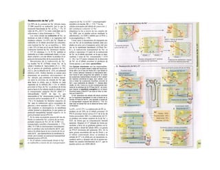 Reabsorción de Na+
y Cl
Un 99% de la cantidad de Na+
filtrada (unos
27.000 mmol/d) se reabsorbe, por lo que la
excreción fraccionada de Na+
es EFNa = 1%. El
valor de EFNa (0,5-5 %) viene controlado por la
aldostemna y otras hormonas (v. 170).
Los sitios dónde se reabsorbe el Na+
se
localizan en todo el túbulo y en segmentos del
conducto colector. Un 65% del Na+
filtrado se
reabsorbe en el túbulo proximal (Ia concentra-
ción luminal de Na+
no se modifica; v. 166)
y otro 25% lo hace en el asa de Henle (la con-
centración luminal de Na+
disminuye mucho;
v. 157. D; columnas 2 y 3). El Na+
también se
reabsorbe en el tubo contorneado distal y el con-
ducto colector y en este último se produce la re-
gulación hormonal fina de la excreción de Na+
.
Mecanismos de la reabsorción de Na+
.
La bomba Na+
-K+
-ATPaSa extrae Na+
de la
célula y bombea K+
hacia dentro (A y v. 156).
Asi se genera un gradiente químico de Na+
(A2) y, por la difusión de K+
(A3), un potencial
eléctrico (A4). Ambos factores se suman para
determinar un gradiente electroquímico de
Na+
elevado, que constituye la fuerza «tracto-
ra» para la corriente de entrada de Na+
pa-
siva hacia la célula, que es distinta en cada
segmento de la nefrona (B). » En el túbulo
proximal el flujo de Na+
se produce de forma
pasiva hacia la luz tubular desde la célula a) por
el transportador antiporte JVa+
/H+
(INH 3 =
intercambiador NaYH+
de tipo 3), que
intercambia el Na+
electroneutro contra H+
(Bl,
secreción activa secundaria de H+
: v. 29, B4, y
174) y b) mediante los distintos simparles de
Na+
para la reabsorción activa secundaria de
glucosa y otros sustratos (B2 y v. 158). Como
este simporte es electrogéni-co, la membrana
celular luminal se despolariza, lo que genera un
potencial transepitelial luminal negativo en Ia
parte proximal inicial (PTLN).
* En la rama ascendente gruesa del asa de
Henle se reabsorbe Na+
a través de un trans
portador simporte de /Va+
-2C/-K+
(CSB = co-
transportador sensible a bumetanida; v. 172)
(B6). El CSB es electroneutro inicialmente,
pero se produce una recirculación del K+
que
entra a la célula hacia la luz a través de los ca
nales de K+
, que hiperpolariza la membrana lu
minal, provocando un potencial transepitelial
luminal positivo (PTLP).
• En el túbulo contorneado distal el Na+
se reabsorbe a través de un transportador
simporte de Na+
-Cr (CST = cotransportador
sensible a la tiacida; B8; v. 172). * En las
células principales del túbulo de conexión y
del conducto colector el Na+
abandona la luz a través de los canales de
Na+
(B9), que se pueden activar mediante la
aldosterona y la ADH e inhibir por el PNA y
la prostaglandina (v. 170).
Como estos 4 mecanismos de transporte pa-
sivo de Na+
de la membrana luminal están aco-
plados en serie con el transporte activo del mis-
mo en la membrana basolateral (ATPasa Na+
-
K+
), la reabsorción transepitelial de Na+
es
acfiua y representa 1/3 parte de la reabsorción
de Na+
en el túbulo proximal, en Ia que se inter-
cambian 3 iones de Na+
consumiendo 1 ATH
(v. 26). Las 2/3 partes restantes de la absorción
de Na+
en el túbulo proximal se producen de
forma pasiua y, por tanto, paracelular.
Dos fuerzas «tractoras» son las responsables:
a) el PTLP en Ia parte media y distal del túbulo pro-
ximal (B5) y en el asa de Henle (B7), que atraen el
Na* y otros cationes mediante un mecanismo eléc-
trico hacia el lado sanguíneo del epitelio; b) todas
las sustancias reabsorbidas (incluido el Na*) atraen
por razones osmóticas al agua, que «atrae» a su
vez a todas las sustancias disueltas (incluido el
Na+
), cuyo coeficiente de reflexión <1: «fuerza disol-
vente» (M. 24). Como a) y b) son consecuencia indi-
recta de Ia actividad de Ia ATPasa Na*/K*, se consi-
gue mejorar el equilibrio energético en el túbulo
proximal hasta 9 NaVATP (en todo el riñon Ia rela-
ción es 5 NaVATP).
El Na* abandona las células del túbulo proximal
por Ia membrana basolateral no sólo a través de Ia
bomba ATPasa de Na*/K*, sino también a través de
un transportador simporte Nar
-3HCOf (v. 174). En
este caso se extrae Na* de Ia célula de forma «acti-
va terciaria».
La EFC, es 0,5-5%. La reabsorción de Cl- se
produce en un 50% en el túbulo proximal. EI
PTLN proximal inicial extrae el Cl· de la luz de
forma paracelular (B3). La reabsorción de Cl~
se produce con retraso respecto de la de Na+
y
H2O, de forma que su concentración luminal
aumenta. Después el Cl" difunde de forma pa-
racelular a favor de su gradiente químico en la:
parte media y distal del túbulo (B4) y se genera
un PTLP (inversión del potencial, B5). En la
parte gruesa ascendente del asa de Henle y en
el túbulo contorneado dista! se produce la
entrada de Cl" a la célula por un mecanismo se-
cundario activo y después sale de la misma me-
diante los canales basolaterales de Cl", que se
pueden activar con ADH (B6,8)
 