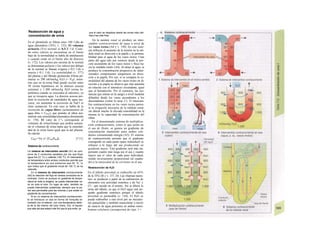 Reabsorción de agua y
concentración de orina
En e glomérulo se filtran unos 180 1/día de
agua plasmática (TFG; v. 152). El volumen
urinario (Vu) normal es 0,5-2 1/d. Cuan-
do estos valores se encuentran en el límite
bajo de la normalidad se habla de antidiuresis
y cuando están en el límite alto de diuresis
(v. 172). Los valores por encima de lo normal
se denominan poliuria y los valores por debajo
de lo normal se llaman o/iguria (<0,5 1/d) o
anuria (<0,1 1/d). La osmolalidad (v. 377)
del plasma y del filtrado glomerular (Orina pri-
maria) es 290 mOsm/kg H2O (= P08J, mien-
tras que en la orina final puede oscilar entre
50 (orina hipotónica en la diuresis acuosa
extrema) y 1.200 mOsmAg H2O (orina hi-
pertónica cuando se concentra al máximo), ya
que se recupera agua. La diuresis acuosa per-
mite la excreción de cantidades de agua ma-
yores, sin aumentar la excreción de NaCl ni
otras sustancias. En este caso se habla de la
excreción de «agua libre» (aclaramiento de
agua libre = CH2O), que permite al riñon nor-
malizar una osmolalidad plasmática disminuida
(v. 170). El valor de C^0 corresponde al
volumen de orina/tiempo que podría aumen-
tar el volumen de orina hasta que la osmolali-
dad de la orina fuera igual que la del plasma.
Se calcula:
CH2O =Vu·(1-[Uosm/Posm]). [7.11]
Sistema de contracorriente
Un sistema de intercambio sencillo (A1) se com-
pone de 2 conductos paralelos por los que fluye
agua fría (O °C) y callente (100 0
C). El Intercambio
de temperatura entre ambos conductos permite que
Ia temperatura en sus extremos sea 50 °C, Io
que Indica que el gradiente inicial de 100 °C se ha
reducido.
En el sistema de intercambio contracorriente
(A2) Ia dirección del flujo en ambos conductos es Ia
contraria. Como se produce un gradiente de tempe-
ratura en toda Ia longitud, se puede Intercambiar ca-
lor en todo el tubo. En lugar de calor, también se
puede Intercambiar sustancias, siempre que Ia pa-
red sea permeable para las mismas y que exista un
gradiente de concentración.
Sl en un sistema de intercambio contracorrien-
te se introduce un asa en forma de horquilla en
contacto con el exterior, con una temperatura distin-
ta de Ia del interior del tubo (hielo, A3), el líquido
que sale del asa estará más frío que el que entra, ya
que el calor se desplaza desde las zonas más cáli-
das a las más frías.
En la médula renal se produce un inter-
cambio contracorriente de agua a nivel de
los vasos rectos (A6 y v. 150). En este siste-
ma influyen el aumento de la tensión en la mé-
dula renal en dirección a la papila y la permea-
bilidad para el agua de los vasos rectos. Unai
parte del agua sale por osmosis desde la por-
ción ascendente de los vasos rectos y fluye ha-
cia la «médula renal» (A4). Al atraer al agua, se
produce la concentración progresiva de deter-
minados componentes sanguíneos en direc-
ción a la papila. Por eso, si se compara la os-
molalidad del plasma de los vasos rectos en di-
rección a la papila se observa que ésta aumenta
en relación con el intersticio circundante, igual
que el hematócrito. Por el contrario, las sus-
tancias que entran en Ia sangre a nivel medular
difunden desde los vasos ascendentes a los
descendentes (como la urea; C). El intercam-
bio contracorriente en los vasos rectos permi-
te la irrigación necesaria de la médula renal,
sin alterar mucho la elevada osmolalidad en la
misma ni la capacidad de concentración del
riñon.
En el denominado sistema de multiplica-
ción contracorriente, como el que actúa en
el asa de Henle, se genera un gradiente de
concentración mantenido entre ambos con-
ductos consumiendo energía (A5). El sistema
de contracorriente permite que el gradiente
conseguido en cada punto (paso indiuidual) se
refuerce a lo largo del asa produciendo un
gradiente mayor. Este gradiente será más im-
portante cuanto más larga sea el asa y cuanto
mayor sea el valor de cada paso individual,
siendo inversamente proporcional (al cuadra-
do) a la intensidad de Ia corriente en el asa.
Reabsorción de H2O
En el túbulo proximal se reabsorbe un 65%
de la TFG (B y v. 157, D). Las «fuerzas tracto-
ras» se producen a partir de la reabsorción de
elementos con actividad osmótica y de Na+
y
Cl~, que sucede en el mismo. Así se diluye la
orina del túbulo, ya que el H2O sigue este pe-
queño gradiente osmótico porque el túbulo
proximal es permeable (v. 154). El H2O se
puede reabsorber a este nivel por un mecanis-
mo paracelular y también transcelular a través
de cana/es de agua presentes en ambas mem-
branas celulares (acuaporina de tipo 1 =
 