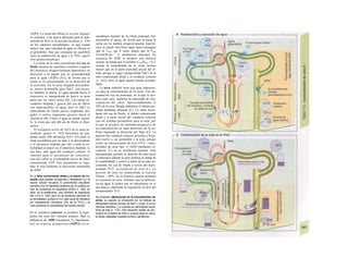 AQPIj. La orina del túbulo es en este segmen-
to ¡sotónica. Una fuerza adicional para la reab-
sorción de H2O es la presión oncótica (v. 378)
en los capilares peritubulares, ya que cuanto
mayor sea, más cantidad de agua se filtrará en
el glomérulo. Hay que conseguir un equilibrio
entre la reabsorción de agua y la TFG: equili-
brio glomerulotubular.
La orina en la rama ascendente del asa de
Henle alcanza un equilibrio osmótico respecto
del intersticio progresivamente hipertónico en
dirección a la papila por su permeabilidad
para el agua (AQPl) (A5), de forma que la
orina se va concentrando en la dirección de
la corriente. En la rama delgada descenden-
te, menos permeable para NaCl, este proce-
so también le afecta. El agua atraída hacia el
intersticio es transportada de nuevo en gran
parte por los vasos rectos (B). Las ramas as-
cendente delgada y gruesa del asa de Henle
son impermeables al agua, pero el NaCl es
reabsorbido de forma pasiva (segmento del-
gado) o activa (segmento grueso) hacia el
intersticio (B). Como el agua no puede seguir-
lo, la orina que sale del asa de Henle es hipo-
tónica.
El transporte activo de NaCI en la rama as-
cendente gruesa (v. 162) determina un gra-
diente (unos 200 mOsmAg H2O; A5) entre la
rama ascendente por un lado y la descendente
y el intersticio medular por otro. Como la os-
molalidad es mayor en el intersticio medular, lo
que hace salir agua del conducto colector, el
«motor» para el mecanismo de concentra-
ción del riñon es el transporte activo de NaCl
consumiendo ATP. Este mecanismo es regu-
lado al alza mediante la activación mantenida
de ADH.
En el tubo contorneado distal y el túbulo de co-
nexión (que poseen acuoporina y receptores V2), el
líquido tubular recupera Ia ¡sotonlcldad (equilibrio
osmótico con el intersticio isotónico de Ia corteza re-
nal), en presencia de adiuretina (ADH) (v. 168), es
decir, en Ia antidiuresis. Aquí también se reabsorbe
Na* y Ch (v. 162), pero no se producen cambios en
Ia osmolalidad, porque el H2O sale hacia &í intersticio
por mecanismos osmóticos (5% de Ia TFG) y Ia
urea aumenta Ia osmolalidad del líquido tubular.
En el conducto colector se produce la regu-
lación del resto del volumen urinario. Bajo la
influencia de ADH (receptores V2 basolatera-
les) se expresa acuaporina (AQP2) en la
membrana luminal de la célula principal (im-
permeable al agua), de forma que al pasar la
orina por la médula progresivamente hipertó-
nica se puede movilizar agua hasta conseguir
que la Uosm sea 4 veces mayor que la Posm
(Uosm/Posm =
4, antidiuresis máxima). En
ausencia de ADH se produce una diuresis
acuosa, de forma que el cociente Uosm/Posm < 0,3,
siendo la osmolalidad de la orina incluso
menor que en la parte proximal inicial del tú-
bulo porque se sigue transportando NaCl en el
tubo contorneado distal y el conducto colector
(v. 162), pero el agua apenas puede acompa-
ñarle.
La urea también tiene una gran importan-
cia para la concentración de la orina. Una ali-
mentación rica en proteínas, en la que se pro-
duce más urea, aumenta la capacidad de con-
centración del riñon. Aproximadamente el
50% de la urea filtrada abandona el túbulo pro-
ximal mediante difusión (C). La rama ascen-
dente del asa de Henle, el túbulo contorneado
distal y la parte inicial del conducto colector
casi no resultan permeables para la urea, por
lo que se produce un aumento progresivo de
su concentración en estas porciones de la ne-
frona siguiendo la dirección del flujo (C). La
porción del conducto colector próxima a la pa-
pila vuelve a ser permeable a la urea, porque
existe un transportador de urea (TUl = trans-
portador de urea tipo 1) ADH (mediante re-
ceptores V2) en su membrana luminal. Este
transportador permite la difusión de urea hacia
el intersticio (donde la urea justifica la mitad de
la osmolalidad) y vuelve a entrar en la rama as-
cendente del asa de Henle a través del trans-
portador TU2: recirculación de urea (C). La
porción de urea no reabsorbida se excreta
Efurea ~ 40%. En la diuresis acuosa aumenta
la excreción de urea, mientras que Ia deficien-
cia de agua la reduce por un mecanismo en el
que parece implicada la regulación al alza del
transportador TU2.
Se producen alteraciones en Ia concentración de
orina: a) cuando Ia circulación en Ia médula es
demasiado intensa (lavado de NaCI y urea); b) en Ia
diuresis osmótica, y c) cuando se administran diuré-
ticos de asa (v. 172). Otra situación similar se pro-
duciría en el déficit de ADH o cuando ésta no resul-
ta eficaz (diabetes insípida central o periférica).
 