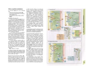 Riñon y equilibrio acidobásico
La secreción renal de H+
(A) se relacione
con:
- reabsorción del bicarbonato filtrado (B),
- excreción de hidrogeniones en forma de
ácidos titulables (C) y
- el transporte no iónico (NH3) de NH4
4
(Dl,2)
Se produce en dos sitios (A):
1. En la luz del túbulo proximal (Al) se
secretan grandes cantidades de hidrogenioneí
mediante a) un sistema primario activo por la
ATPasa H+
y b) de forma activa secundaria
mediante un antiporte NaVH+
electroneutrc
(transportador NHE3; v. 162). El valor del pH
lum'mal disminuye desde 7,4 (filtrado) a 6,6.
Por cada hidrogenión secretado en la célula
queda un ion OH~, que reacciona con CO1
para formar HCO3' (facilitado por AC"). B
HC03~ abandona la célula hacia la sangre,
atrayendo un hidrogenión. Cada ion H+
secre
tado se elimina del organismo.
2. En el túbulo conectar y el conducto
colector (A2), las células distribuidoras de ti
po A secretan hidrogeniones mediante una
H+
/K+
ATPasa y una H+
ATPaso, lo que hace
disminuir el pH luminal hasta 4,5. Cuando se
produce una situación metabólica de alcalosis
las células distribuidoras de tipo B pueden
secretar HCO3' (A3).
La enzima anhidrasa carbónica (AC) re-
sulta importante siempre que los hidrogenio-
nes salgan por un lado de la célula y/o el
HCO3
-
por el otro, tanto a nivel renal (AC" en
el citosol, AC^ en la membrana luminal; A, B,
D), como gástrico, intestinal, en la vía pancreá-
tica, en los eritrocitos, etc. La AC cataliza la re-
acción neta:
H2O + CO2 ^H+
+ HCO3-
En general se produce ácido carbónico (H2CO3)
como producto intermedio de esta reacción, aunque
se une OH- (en lugar de H2O) a Ia enzima, por Io
que Ia reacción neta es producto de dos H2O ^
OH'+ H+
y OH'+ CO2 ^ HCO3-.
Reabsorción de bicarbonato (HCO3'; B).
Cada día se filtran unas 40 veces más HCO3"
que el contenido en la sangre, por lo que para
mantener el equilibrio acidobásico (v. 138 y ss.)
esta gran cantidad debe ser reabsorbida. Los
hidrogeniones secretados hacia la luz del tubo
contorneado proximal reaccionan en ella con
un 90% del HCO3 filtrado, con producción
de CO2 y H2O (B), reacción que se acelera
mediante la ACIV
anclada en la membrana. El
CO2 difunde con facilidad hacia el interior ce-
lular, empleando eventualmente canales de
agua (AQPl, v. 166). A nivel intracelular se
produce de nuevo H+
y HCO3", reacción faci-
litada por la AC" citoplasmática (B). Los hidro-
geniones se secretan de nuevo, mientras que
el HCO3" abandona la célula por la zona baso-
lateral a través de un transportador electróge-
no (CBNh = cotransportador de bicarbonato-
Na+
humano; B); éste cotransporta 1 Na+
con 3
HCO3- (y/o con 1 HCO3" + 1 CO3
2
'?). A través
de la membrana celular luminal también se
transporta HCO3" en forma de CO2 (fuerza
tractora APCOz), que abandona Ia célula en forma
de HCO3" (fuerza tractora: potencial de
membrana).
La hipopotasemia aumenta el potencial de mem-
brana (ecuación de Nernst, v. 32) y facilita el trans-
porte de HCO3-, aumentando Ia secreción de H* y
produciendo una alcalosis hipopotasémica.
Excreción de ácidos en la orina. Con una
ingesta de 70 g de proteínas/día (v. 226), el
cuerpo produce unos 190 mmol de hidroge-
niones. Las fuentes principales son HCl (de la
arginina, la usina y la histidina), H2SO4 (de
la metionina y la cistina), H3PO4 y ácido láctico
(= ácidos «fijos», que a diferencia del CO2 no se
pueden espirar). Se utilizan unos 130 mmol/d
de H+
para la degradación de aniones orgánicos
(glutamato", aspartato", lactato", etc.), de
forma que la producción de H+
neta es 60
(40-80) mmol/d. Aunque estos hidrogeniones
son tamponados en el mismo sitio de produc-
ción, deben ser eliminados para poder regene-
rar el tampón.
El valor del pH urinario puede subir hasta
8 en casos extremos (cuando se excreta más
HCO3"), pero también puede disminuir hasta
4,5, cuando se alcanza la concentración máxi-
ma de hidrogeniones de 0,03 mmol/1. Para
una producción diaria de 1,51 de orina se pue-
de excretar como máximo <1% de hidrogenio-
nes en forma libre.
Los denominados ácidos titulables (80%
fosfato; 20% ácido úrico, ácido cítrico, etc.) re-
presentan una forma de excreción de hidroge-
niones de menor importancia (10-30 mmol/d)
(Cl). Se denominan titulables porque la titula-
ción con NaOH de la orina hasta alcanzar el
 