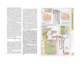 mismo valor de pH que el plasma (7,4 normal-
mente) permite determinar la cantidad de hi-
drogeniones eliminados por este mecanismo
(C2). El fosfato (pKa = 6,8) se encuentra en la
sangre (pH = 7,4) hasta en el 80% en forma
de HPO4
2
', pero en la orina aparece casi ex-
clusivamente en forma de H2PO4" (v. 380), ya
que los hidrogeniones secretados son tampo-
nados con el HPO4
2
" filtrado. El fosfato no
reabsorbible (= 5-20% de la cantidad filtrada;
v. 178) también se carga con hidrogeniones, la
mitad en el túbulo proximal (pH => 7,4 a 6,6) y
el resto en el conducto colector (pH => 6,6
a 4,5; Cl). Cuando se produce una acidosis,
se moviliza y excreta más fosfato de los hue-
sos. El aumento consiguiente en la excreción
de hidrogeniones hace que en la acidosis
aumente la producción de NH4
+
.
La excreción de iones amonio (NH4
+
; D),
que alcanza como media 25-50 mmol/d, re-
presenta una medida indirecta de una forma
importante de excreción de hidrogeniones, ya
que NH4
+
no es un ácido titulable. La reacción
NH3 ^ NH4
+
no actúa en el organismo como
tampón, a diferencia de la reacción HPO4
2
' ^
H2PO4", por su elevado valor de pKa de unos
9,2. De forma «indirecta» participa en la coo-
peración entre el hígado y el riñon. Con
una ingesta de proteínas media el metabolis-
mo de los aminoácidos produce una cantidad
equimolar de HCO3' y NH4
+
(unos 700-
1.000 mmol/d). La inmensa mayoría de estos
dos productos se emplea a nivel hepático
para la síntesis de urea (Dl):
2 HCO3- + 2 NH4* ^ H2N-C-NH2 + CO2 + 3 H2O
O [7.13]
Por cada NH4
+
que pasa del hígado al riñon y
abandona el organismo a través de la orina se
consume un HCO3' menos. Como este HCO3'
ahorrado se puede emplear para tamponar un
hidrogenión, se habla de una «excreción indi-
recta de hidrogeniones» (Dl). La exportación
de NH4
+
desde el hígado hasta el riñon se rea-
liza en su mayor parte unida a glutamina,
siendo muy pequeña la fracción que circula en
forma libre (NH3 ^ NH4
+
es tóxica a concen-
traciones altas).
En el riñon la glutamina es captada me-
diante el simporte de Na+
en las células del tú-
bulo prosimal y la glutarm'nasa mitocondrial
vuelve a separar el NH4
+
del glutamato'
(= GIu'). Este último es metabolizado de nuevo
por la glutamato deshidrogenase a 2-oxoglu-
tarato2
' (= α-cetoglutarato2
'), del que ss origina
un segundo NH4
+
(D2). El NH4
+
así originado
puede salir a la luz de dos formas: 1) se disocia
en bajo grado dentro de la célula a NH3 y H+
y
el primero difunde hacia la luz («no iónico»),
donde se une con los hidrogeniones se-
cretados; 2) se secreta en forma de ion a través
del transportador NHE3
' (en lugar del H+
). En
la rama gruesa ascendente del asa de Hen Ie
(D4), el NH4
+
se reabsorbe en forma de ion
mediante el transportador TSB (en lugar del
potasio), de forma que permanece en la mé-
dula renal y se consigue una elevada concen-
tración de NH4
+
^ NH3 + H+
en el asa de
Henle en dirección hacia la papila (D3). Los
hidrogeniones son bombeados de forma activa
hacia la luz en el conducto colector (A2, D4),
mientras que el NH3 se desplaza por difusión
no iónica (D4). El gradiente de NH3 necesario
se produce por el bajo valor de pH luminal,
menor que en el intersticio.
Alteraciones del equilibrio acidobásico (v 142
y ss.). En Ia acidosis no respiratoria crónica
de causa no renal se produce un aumento de Ia ex-
creción de NH4* en 1-2 días, que puede llegar a ser
triple de Io normal. Este aumento se acompaña de
un aumento paralelo en Ia síntesis hepática de glu-
tamina (a expensas de sintetizar urea) y de su acti-
vidad a nivel renal. En una alcalosis no respirato-
ria se reduce sólo Ia síntesis renal de NH4
+
y Ia se-
creción de H*; al tiempo aumenta Ia cantidad de
HCO3^ filtrada (¡aumento de Ia concentración plas-
mática!; v. 144), Io que aumenta de forma impor-
tante su excreción, fenómeno relacionado con una
diuresis osmótica (v. 172). Para compensar las al-
teraciones respiratorias (v. 144) resulta funda-
mental que el aumento (o disminución) de Ia PC02
plasmática determine un aumento (o disminución)
de Ia secreción de H+
, con Ia consiguiente reabsor-
ción de HCO3-.
Por ultimo, las alteraciones primarias pueden ser
de origen renal (acidosis renal), bien en el contexto
de una insuficiencia renal, que produce una aci-
dosis por reducción de Ia excreción de H*, o como
un defecto aislado. Si se altera Ia secreción proxi-
mal de H*, una gran parte de Ia cantidad de HCO3
-
filtrada evita ser reabsorbida (acidosis tubular renal
proximal). Si se altera Ia secreción de hidrogeniones
en el conducto colector, Ia orina no se puede acidifi-
car más (aunque pH >6), Io que reduce Ia excreción
de ácidos titulables y NH4* (acidosis tubular renal
distal).
 