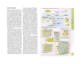 Contenido en potasio
Cada día se incorporan unos 100 mmol de K+
(necesidades medias 25 mmol/d), de los que
un 90% se eliminan con la orina y un 10% con
las heces. La concentración plasmática de K+
es 3.5-4,8 mmol/1, mientras que en el interior
de la célula se pueden conseguir concentracio-
nes 30 veces superiores (gracias a la actividad
de la ATPasa NaYK+
) (A), por lo que un 98% de
los 3.000 mmol de iones K+
presentes en el
organismo se encuentran dentro de las células.
Aunque el K+
extracelular sólo representa un
2% del total, tiene especial importancia, ya
que a) permite regular el equilibrio del K+
y
b) una modificación relativamente pequeña del
K+
celular (corriente de salida o entrada) puede
provocar enormes cambios en su concentra-
ción plasmática (¡riesgo de alteraciones del rit-
mo cardíaco!). La regulación de la homeostasia
del K+
depende del reparto de! mismo entre
los espacios intra (LIC) y extracelular (LEC) y
también de la equivalencia entre Ia ingesta
y Ia excreción del K+
.
La regulación aguda de la concentración
extracelular de K+
se produce mediante el des-
plazamiento interno de K+
entre el LEC
y el LIC (A). Esta vía es relativamente rápida y
permite controlar una elevación peligrosa del
K+
en el LEC (hiperpotasemia), cuando se in-
giere una gran cantidad de K+
o se libera a ni-
vel interno (en una hemolisis rápida). Este des-
plazamiento es controlado por hormonas. La
insulina liberada tras la ingesta estimula
la ATPasa Na+
-K+
y reparte el K+
ingerido
(con las células animales y vegetales) entre las
células del cuerpo. Este mecanismo se activa
en las hiperpotasemias alimentarias, que esti-
mulan la secreción de insulina por sí mismas.
La adrenalina actúa en otro sentido, ya que
aumenta la entrada de K+
a las células, función
especialmente importante cuando se realiza un
esfuerzo corporal o en caso de traumatismo,
ya que aparece más K+
en el plasma y el
aumento de adrenalina permite que vuelva a
entrar a las células. La α/dosíerona también
aumenta la concentración intracelular de K+
.
Los cambios del pH influyen sobre el re-
parto del K+
entre el plasma y las células (A),
porque el antiporte ubicuo Na+
/H+
actúa más
lentamente cuando existe una alcalosis y
más rápido en presencia de acidosis (A). En si-
tuaciones de acidosis la corriente de entrada de
Na+
es menor, ya que la bomba ATPasa Na+
-
K+
funciona más lentamente y se produce un
aumento del K+
intracelular (más acentuado en
las acidosis no respiratorias, en las que llega a
ser 0,6 mmol/1 por 0,1 unidad de cambio en el
pH). La alcalosis produce hipopotasemia.
Los ríñones son los principales encargados
de la regulación crónica del equilibrio de K+
en el organismo (B). El K+
se filtra libremente
en el glomérulo y se reabsorbe en gran parte
(reabsorción netaj, aunque la cantidad excre-
tada puede superar la filtrada (secreción netaj.
Hasta el extremo del túbuto proximal se reab-
sorbe un 65% del K+
filtrado, independiente-
mente de la ingesta, un porcentaje parecido al
de Na+
y H2O (Bl y v. 157, columna 2). Este
transporte se produce principalmente por vía
paracelular pasiua. Las fuerzas tractoras de
este desplazamiento son la fuerza del solvente
(v. 24) y la existencia de un potencial transepi-
telial luminal positivo (PTLP; Bl y v. 162) en
la parte media y distal del túbulo proximal.
En el asa de Henle un 15% del K+
filtrado sale
de la luz tubular por vía trans y paracelular (B2).
La cantidad de K+
que se debe excretar se de-
cide en el túbulo conectar y el conducto co-
lector, ya que a este nivel se puede reabsorber
o secretar K+
según sea necesario. Cuando la
ingesta de K+
es elevada, la excreción fraccio-
nada (EFK) puede superar el 100%, mientras
que en caso de deficiencia se puede reducir
hasta sólo 3-5% (B).
Mecanismos celulares. En el túbulo co-
nector y el conducto colector existen células
principales (B3), que reabsorben Na+
y se-
cretan K+
. Los cana/es de K+
localizados a am-
bos lados de la célula permiten la salida del K+
acumulado dentro de la célula (mediante la
ATPasa NaVK+
) y esta corriente de salida de
K+
resulta decisiva para el gradiente electroquí-
mico de K+
en la membrana. En la superficie
luminal de las células principales también exis-
ten cana/es de /Va+
, que permiten la entrada
del mismo a la célula (v. 162). Este desplaza-
miento de Na+
produce una despolarización de
la membrana luminal hasta unos -20 mV,
mientras que en la membrana basolateral existe
un potencial normal de unos -70 mV (B3). Se
produce así en la superficie luminal una
fuerza tractora más intensa (Em - EK; v. 32)
para la corriente de K+
que en la superficie
opuesta, lo que permite su salida en dirección
luminal (secreción). Este mecanismo es la cau-
 