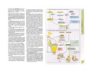 sa principal del acoplamiento entre la se-
creción de K+
y la reabsorción de Na+
:
cuanto más Na+
se reabsorba en las células
principales, más K+
se secreta.
Parece que otra causa es que el aumento en Ia
concentración de Na* secundario a Ia reabsorción
reduce Ia fuerza tractora para el intercambio 3 Na*/
Ca2+
en Ia membrana basolateral de Ia célula con el
consiguiente aumento en Ia concentración cito-
sólica de calcio. Este aumento actúa como señal
para que los canales de K* se abran con mayor fre-
cuencia.
Las células distribuidoras de tipo A (B4) no
sólo pueden secretar hidrogeniones, sino que
también reabsorben K+
de forma activa, para
lo cual tienen en su membrana luminal una
ATPasa HVK+
, igual que las células básales
gástricas.
Factores que influyen sobre la excre-
ción de K+
(C):
1. Un aumento de la ingesta que aumenta la
concentración de K+
en el plasma y la célula,
favoreciendo la fuerza química tractora que es
timula su secreción.
2. El pH sanguíneo: la alcalosis aumenta la
concentración intracelular de K+
y la acidosis
aguda la disminuye, incluso en las células rena
les, por lo que modifica la excreción.
En Ia acidosis crónica dicha concentración aumenta
de nuevo por a) Ia inhibición secundaria a Ia acido-
sis de Ia ATPasa NaVK* que dificulta Ia reabsorción
proximal de Na* y aumenta su presencia en Ia orina
distal (punto 3) y b) Ia hiperpotasemia resultante
provoca Ia liberación de aldosterona (v. punto 4).
3. El aumento en la velocidad del flujo uri
nario a nivel del túbulo conectar y el conduc
to colector, por ejemplo al aumentar la ingesta
de Na+
, en la diuresis osmótica o cuando se in
hibe la reabsorción de Na+
a nivel proximal
por otras causas, hace que se excrete más K+
(v. efecto de determinados diuréticos pierde
K+
; v. 173). La causa de este fenómeno es
que la secreción de K+
queda limitada por la
existencia de una concentración luminal de
terminada del mismo, por lo que el aumento
de volumen/tiempo permite excretar más
KVtiempo.
4. La aldosterona produce una retendón
de Na+
con incremento del volumen extrace-
lular (v. 184) con un moderado aumento de
la secreción de K+
(aumenta el pH celular) y
de la excreción de K+
. La aldosterona aumen-
ta el número de moléculas de ATPasa Na+
/K+
, j
lo que provoca el aumento crónico de la densi- J
dad mitocondrial, por ejemplo durante la adap- i
tación al K+
.
Mecanismos celulares. La mayor reabsorción de
Na+
se relaciona con una mayor síntesis de proteí-
nas de transporte (proteínas inducidas por Ia aldos-
terona, PIA) (= efecto mediado por el ge/roma: em-
pieza aproximadamente 1/2 a 1 hora después de Ia
aplicación o liberación y alcanza el máximo en va-
rias horas). La aldosterona aumenta Ia reabsorción
de Na* despolarizando Ia membrana luminal de Ia
célula (B3) y aumentando Ia fuerza tractora para
Ia secreción de K*. Al mismo tiempo se produce un
aumento de Ia conductividad para el K* por el incre-
mento del pH celular y ambos mecanismos contri-
buyen a aumentar Ia secreción de K*. Además, se
produce un efecto muy rápido (s a min) de Ia aldos-
terona no genómico sobre Ia membrana celular,
cuya significación fisiológica se ignora.
Cuando se produce una ingesta excesiva de K*
durante mucho tiempo, disminuye Ia conductividad
para el mismo del mecanismo excretor (adaptación
al K*). Incluso en presencia de una función renal re-
ducida, esta adaptación de los tubulos todavía fun-
cionantes permite recuperar el equilibrio del K+
.
Además, en esta circunstancia el colon puede asu-
mir más de 1/3 parte de Ia excreción de K*.
La aldosterona es un mineralcorticoide y se
produce en la zona glomeruíar de Ia corteza
suprarrenal (D y v. 294 y s.). Su principal fun-
ción es controlar el transporte del Na+
y el K+
en
el riñon, el intestino y otros órganos (D). La
liberación de aldosterona se estimula por:
a) la disminución del volumen sanguíneo y
de la presión arterial (mediada por la angio-
tensina II; v. 184) y b) la hiperpotasemia (D).
La ACTH estimula la síntesis de aldosterona
(v. 297, A), mientras que la atriopeptina (PAN)
inhibe su liberación (v. 171, A4).
Las concentraciones normales del glucocorticoide
cortisol no tienen efecto sobre el receptor de aldos-
terona, ya que las células diana de Ia aldosterona
disponen de una Ιΐβ-hidroxiesteroide-oxidorreduc-
íasa que Io degradan a cortisona.
El hiperaldosteronismo puede ser primario (tu-
mores suprarrenales productores de aldosterona:
síndrome de Conn) o secundario (deficiencia de vo-
lumen; v. 184) y se caracteriza por Ia retención de
Na* con aumento del volumen extracelular e hiper-
tensión arterial con pérdida asociada de K* y alcalo-
sis hipopotasémica. En Ia insuficiencia suprarre-
nal (enfermedad de Addison) Ia deficiencia de al-
dosterona determina una mayor excreción de Na*
con retención de K*, Io que, unido a Ia falta de glu-
^rwirtirviiHac amona7a If) WlHa
 