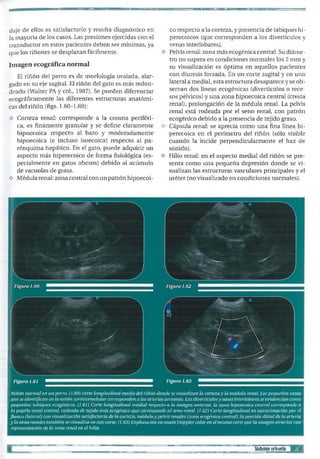 Atlas de ecografia clinica abdominal en pequeños animales (1) | PDF