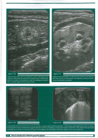 Atlas de ecografia clinica abdominal en pequeños animales (1) | PDF
