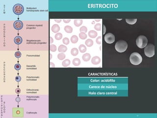 LATRODECTUS MACTANS 10
CARACTERÍSTICAS
Color: acidófilo
Carece de núcleo
Halo claro central
 