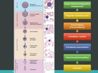 LATRODECTUS MACTANS 11
Célula madre hematopoyética
multipotencial
Progenitor mieloide común
Proeritroblasto
(Pronormoblasto)
Eritroblasto basófilo
Eritroblasto ortocromático
Eritrocito policromatofílico
Eritrocitto
 