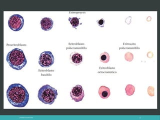 LATRODECTUS MACTANS 12
 