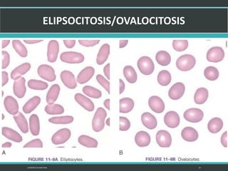 LATRODECTUS MACTANS 24
 