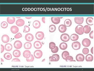 LATRODECTUS MACTANS 29
 