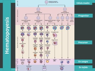 Hematopoyesis
Célula madre
Progenitor
Precursor
En sangre
En tejido
LATRODECTUS MACTANS 3
 