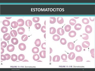 LATRODECTUS MACTANS 30
 